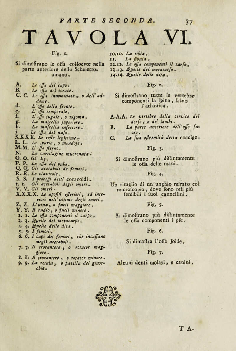 TAVOLA VL ■'Fig. 1. Si dimcfirano le offa collocate nella parte anterù)re dello Scheletro-' umano. A, Lf ojfa del capo . B, Le >jj.a dtl torace, C, C. Le ojjit innominate o delV ai* dome. d. L'cjjo della fronte, e. . V offa temporale, V cJJo iugale, 0 zigoma, $. La maj,ctlla fupertore . h. La mafcella inferiore , ì. Le ffa del najo. K.K K K. Le cofìe Uiìttime <►- . L. Le puri e y 0 mendofct M. M. L'rffo jì erno, N. La cartilagine mucronata I o. o. cr li), P. P.. Le ojja del pube. Q. Q. CU acetaboli de femori, R. R. Le clavlcole. S. S. I proceffi detti coracoidi t. t. Gli acetaboli degli omeri, V. V. Gli omeri • X. X.X.X. Le apofifi efteriori f ed intt* riori nell' ultimo degli omeri , Z. Z. L'ulna » o fucil maggiore . Y, Y. Il radio y 0 fucti minore . Z. 2. Le offa componenti il carpo , 3» 3. Quelle del metacarpo, 4. 4. ^elle delle dita, 5. 5. 1 femoriy 6. 6, I capi dei femori, che incaffano negli acetaboli, 7. 7. Il trocantere > 0 rotator mag* giore , 8. 8. Il trocantere , e rotator minore, 9. 9. La rotula y 0 patella del ginoc* chi 9* IO.IO. La tibia, II. La fibula, 12.12. Le offa componenti il tarfa, 13.13. Zittelle del metatarfo , 14.14. Snelle delle dita , • Fig. z. Si dimofirano tutte le vertebre componenti la Ipina, falvo r atlantica. A. A.A. Le vertebre della cervice del dorfo ; $ de lombi. B. La parte anteriore dell' offa fa* ero, C. La jua efiremìtà detta coccige • Fig. 3* Si ditnoflrano più diflintamentfe le oH'a delle mani. Fig. 4. Un ritaglio di un’unghie mirato col microfeopio, dove fono refi più feniìbili i luoi cannellini. Fig. %, Si dimofirano più difiintamente le ofla componenti i piè. Fig. 6. Si dimoflra roflTo Joide, Fig. 7* Alcuni denti molari » e canini.