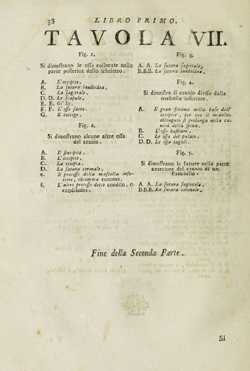 LIBRO PRIMO TAVOLA VIL Fig. Sì dimoHrano le offa collocate nella, parte poftericc dello fcheletro. A. L'occipite, B. La futura landoidea a C. La jagiti ale , D. D. Le fcapule, I. E. Gl'llj. F. F. L' offa /acro, Q, Il coccige,, Fig. t,. Si dimoflrano alcune altre offa del cranio. A. Il fincipite o B. L'occipite, C. . La tempia. D. La futura coronale. e. Il proceffo della mafcella infe-- nere , chiamata corones. fa L' altro proceffo detto condilo , 0> coodilodes FIg. 3,. A. A. La futura fagittale^ B. B.Bo La futura, landoide* , Fig. 4. Si dimoflra il cranio divifo dalla mafcella inferiore. A=. Il gran forame nella bafe delf occipite , per ove il midollo,- oblongato fi prolunga nella ca„ vita della fpina, B. V offa bafilare . C. Le offa dei palato, D. D, Le ofja jugali. Fig. jt. Si dimoflrano le future nella parte anteriore del cranio di un. Fanciullo « A A. La. futura fagìttalé , B.B.B.-i.? futura coronale Firn àdh Sicondoi Pariti. Si
