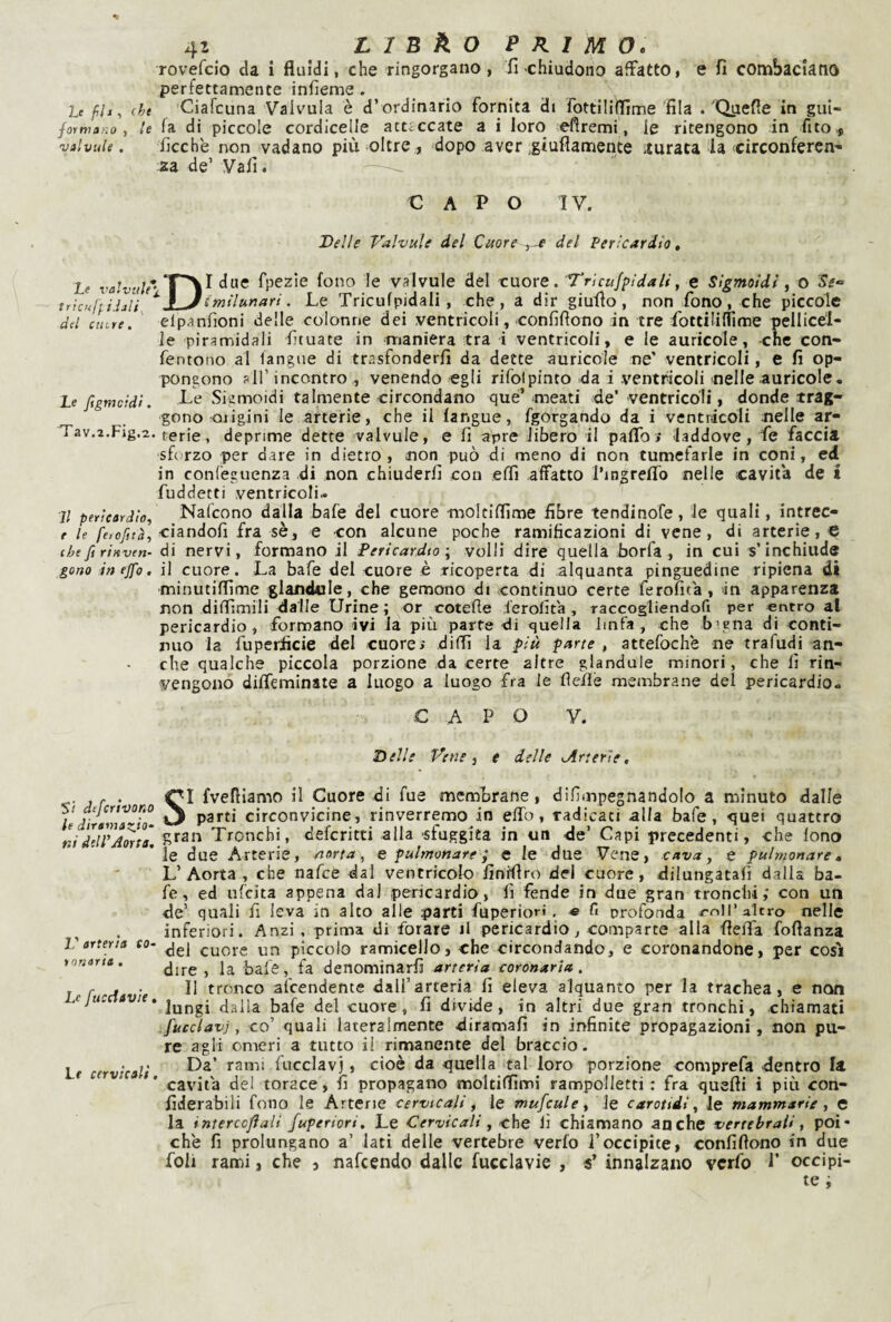 41 LinkOPKlMO. rovefcio da i fluidi, che ringorgano , fl chiudono affatto, e fi combaciano perfettamente infieme. Le , (ht Ciafcuna Valvola è d’ ordinario fornita di fottiliffime 'fila . 'Qjaefle in gui- formano , le fa di piccole cordicelle attsccate a i loro eflremi, le ritengono in fito^ valvule. ficche non vadano più oltre, dopo aver ,giuflamente iurata la circonfercn^ za de’ Vafi. -— CAPO IV. Delle Valvule del Cuore ^ del Pericardio, Le volvulè’' fpezie fono le valvule del cuore. Trìcufpidali, e Sigmoidi ^ o tricuff.idali, * P J imilunari. Le Tricufpidali, che, a dir giuflo , non fono , che piccole dd aure. ' elpanfioni delle colonne dei ventricoli, confiflono in tre fottililiìme pellicél- le piramidali fituate in maniera tra i ventricoli, e le auricole, -che con- fentono al (angue di trasfonderfi da dette auricole ne' ventricoli, e fi op¬ pongono ?ir incontro , venendo egli rifolpinto da i ventricoli nelle auricole. Le ftgmcidl. Le Sigmoidi talmente circondano qué’meati de’-ventricoli, donde trag¬ gono ojigini le arterie, che il (angue, fgorgando da i ventricoli nelle ar- Tav.2.Fig.2. ferie, deprime dette valvule, e fi apre libero il paflb j laddove, fe faccia sforzo per dare in dietro, non può di meno di non tumefarle in coni, ed in confeguenza di non chiuderli con efli affatto l’ingreflb nelle cavita de i fuddetti ventricoli^ Il pericardio, Nafcono dalla bafè del cuore molciflime fibre tendinofe, le quali, intrec- e le ciandofi fra sè, e con alcune poche ramificazioni di vene, di arterie,-e (hefirtHven- di nervi, formano il Pericardio ; volli dire quella borfa , in cui s’inchiude gono in ejfo. il cuore. La bafe del cuore è ricoperta di alquanta pinguedine ripiena di ■minutiffime glandnle, che gemono di continuo certe ferofita, In apparenza non diffimili dalle Urine ; or cotefle lerolita , raccogliendofi per entro al pericardio, formano ivi la più parte di quella linfa, che bigna di conti¬ nuo la fuperficie del cuorei diffi la più parte , attefoche ne trafudi an¬ che qualche piccola porzione da certe altre glandule minori, cheli rin¬ vengono diffeminate a luogo a luogo fra le fle/ìè membrane del pericardio. ■CAPO V. Delle Vene i e delle ^Arterie, Si deferirono le diramazio- ni delPAorta, V arteria co¬ tonaria . Le fucciavie. Lf cervicali. SI (veniamo il Cuore di fue membrane, difimpegnandolo a minuto dalle parti circonvicine, rinverremo in elfo, radicati alla bafe, -quei quattro gran Tronchi, deferirti alla -sfuggita in un de’ Capi precedenti, che fono le due Arterie, aorta, e pulmonare ; e le due Vene, cava, e pulmonare, L’Aorta, che nafee dal ventricolo finfflro del cuore, dilungatafi dalla ba¬ fe, ed ufeita appena dal pericardio, fi fende in due gran tronchi; con un de’ quali fi leva in alto alle parti fuperiori. « fi profonda mll’altro nelle inferiori. Anzi, prima di forare jI pericardio, comparte alla fleffa foftanza del cuore un piccolo ramiceilo, che circondando, e coronandone, per cosi dire, la bafe, fa denominarfi arteria coronaria. Il tronco afeendente dall’arteria fi eleva alquanto per la trachea, e non lungi dalla bafe del cuore, fi divide, in altri due gran tronchi, chiamati [ucci avi, co’ quali lateralmente diramafi in infinite propagazioni, non pu¬ re agli omeri a tutto il rimanente del braccio. Da’ rami fucclavj, cioè da quella tal loro porzione comprefa dentro la cavita del torace, fi propagano moltiflìmi rampolletti ; fra quelli i più con- fiderabili fono le Arterie cervicali, le mufcule, le carotidi, le mammarie, e la intercedali Juperiori, Le Cervicali, 'che lì chiamano anche vertebrali, poi- ch'e fi prolungano a’ iati delle vertebre verfo l’occipite, confiflono in due foli rami, che , nafeendo dalle fucclavie , «’ innalzano verfo 1’ occipi¬ te ;