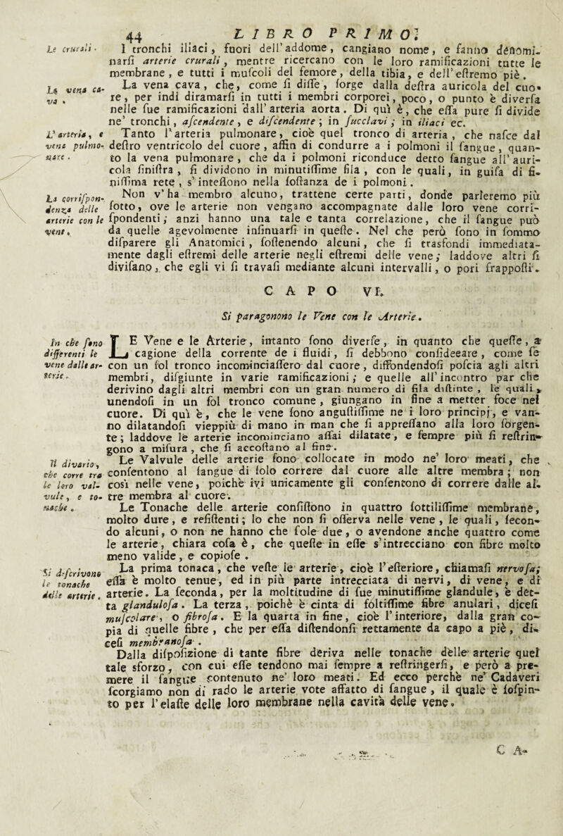 Le crt4r3li • Lt veni ca¬ va • i} arteria, t veni pulriìO- tiare . La cortifpon- denz,* delle arterie con le ‘tiene, 44 L I B R O P R. 1 M Oì I tronchi iliaci, fuori deH’addome, cangiano nome, e fanno déftomf. narfi arterie crurali ^ mentre ricercano con le loro ramificazioni tutte le membrane, e tutti i murcoli del femore, della tibia, e delTefiremo piè. La vena cava, che, come fi difie, lorge dalla defìra auricola del cùo* re, per indi diramarli in tutti i membri corporei, poco, o punto è diverfa nelle Tue ramificazioni ‘dall’arteria aorta. Di qui è, che ella pure fi divide ne’ tronchi, afcendente, e dtfcendente ; in fucclavi ; in iliaci ec. Tanto Tarteria pulmonare, cioè quel tronco di arteria, che nafce dal deliro ventricolo del cuore, affin di condurre a i polmoni il fangue, quan¬ to la vena pulmonare , che da i polmoni riconduce detto fangue all’auri¬ cola finillra , fi dividono in minutiffime fila, con le quali, in guifa di fi- nilfima rete, s’inteflono nella lofianza de i polmoni. Non v’ha membro alcuno, trattene certe parti, donde parleremo più lotto, ove le arterie non vengano accompagnate dalle loro vene corri- fpondenii ; anzi hanno una tale e tanta correlazione, che il fangue può da quelle agevolmente infinuarfi in quefìc. Nel che però fono in fommo difparere gli Anatomici, foflenendo alcuni, che fi trasfondi immediata¬ mente dagli efiremi delle arterie negli cftremi delle vene; laddove altri fi divifano,, che egli vi fi travafi mediante alcuni intervalli, o pori frapporr. CAPO vr. In che ftno differenti le vene dalle ar¬ terie . li divario j che corre tra le loro val- vult, e to- fiacàe . S/ drfcrivone le tonache delle arterie. Si paragonano le Vene con le uirterU, Le Vene e le Arterie, intanto fono diverfe, in quanto che quelle, $ cagione della corrente de i fluidi, fi debbono confideeare , come fé con un Ibi tronco incominciaifero dal cuore, dilFondendofi pofcia agli altri membri, difgiunte in varie ramificazioni; e quelle all’incontro par che derivino dagli altri membri con un gran numero di fila diftinte , le quali > unendofi in un fol tronco comune, giungano in fine a metter foce nel cuore. Di qui è , che le vene fono anguftiflìme ne r loro principi, e van¬ no dilatandoli vieppiù di mano in man che fi apprefifano alla loro forgen- te ; laddove lé arterie incomirrciano affai dilatate, e fempre più fi reflrin»» gono a mifura , che fi accoftano al fine . ^ Le Vaivule delle arterie fono collocate in modo ne’ loro meati, che confentono al langue di lolo correre dal cuore alle altre membra ; non cosi nelle vene, poiché ivi unicamente gli confentono di correre dalle ai; tre membra al cuore; Le Tonache delle arterie confiflono in quattro lottililTìme membrane, molto dure, e refiftenti; lo che non fi offerva nelle vene, le quali, fecon¬ do alcuni, o non ne hanno che fole due, o avendone anche quattro come le arterie, chiara cofa è, che quelle in effe s’intrecciano con fibre molto meno valide, e copiofe . La prima tonaca, che verte le’arterie, cioè l’efteriore, cfiiamafi nervafa; erta è molto tenue, ed in più parte intrecciata di nervi, di vene, e di arterie. La feconda, per la moltitudine di fue minutiffime glandule, è det¬ ta . La terza, poiché è cinta di fóltiffìme fibre anulari, dicell mujcolirre-, o fibrofa. E la quarta in fine, cioè l’interiore, dalla gran co¬ pia di quelle fibre , che per effa diftendonfi rettamente da capo a piè, dU celi membt'anofa- . Dalla dilpofizione di tante fibre deriva nelle tonache dèlfo arterie quei tale sforzo, con cui effe tendono mai fempre a reflringerfi, e però a pre¬ mere il fangu.e contenuto ne’ loro meati. Ed ecco perchè ne’^Cadaveri fcorgiamo non di rado le arterie vote affatto di fangue , il quale è fofpin- to per i’elafle delle loro membrane nella cavita delle vene.