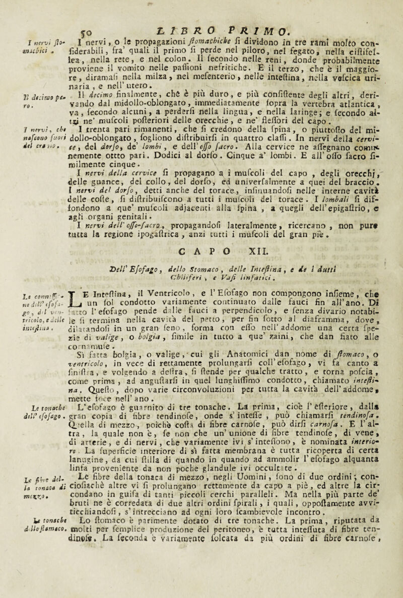I nervi jh» I nervi, o le propagazioni Jiomachicbe fi dividono in tre rami molto con- tnicbici * iìderabili, fra’ quali il primo fi perde nel piloro, nel fegato, nella cifiifcl- lea, nella rete, e nel colon. Il fecondo nelle reni, donde probabilmente proviene il vomito nelle pafiìoni nefritiche. E il terzo, che è il maggio¬ re, diramali nella milza, nei mefenterio, nelle inteftina, nella vefcica uri¬ naria , e nell’utero. Il dtcmope. Il decimo finalmente, chfi h più duro, e più confidente degli altri, deri- ro. ' vando dal mjdollo-oblongato, immediatamente fopra la vertebra atlantica, va, fecondo alcuni, a perderli nella lingua, e nella laringe; e fecondo ai- tw ne’ mufcoli pofieriori delle orecchie, e ne' flelTori del capo. 7 nervi, eh» I trenta pari rimanenti, che fi credono della fpina, o piuttodo del mi- itafeotio fuori dollo-oblongato, fogliono difiribuirfi in quattro claffi. In nervi della cervi- del erano, (g ^ dorfoy de’ lombi y e doìV ojfp [acro. Alla cervice ne affegnano comii*- nemente ottto pari. Dodici al dorfo. Cinque a’ lombi. E aU’olTo facro fi- milmente cinque. I nervi della cervice fi propagano a i mufcoli del capo , degli orecch/, delle guance, del collo, del dorfo, ed univerfalmente a quei del braccio. I nervi del dorfo, detti anche del torace, infinuandofi nelle interne cavità delle cofte, fi diftribuifcono a tutti i mulculi del torace. I lombali fi dif¬ fondono a que’ mufcoli adiacenti alla fpina , a quegli deH’epigaflrio, c agli organi genitali. I nervi deli offo-facro^ propagandoli lateralmente, ricercano, non pur# tutta la regione ipogafirica , anzi tutti i mufcoli del gran pie. CAPO XII. TDelf Bjofago, dello Stomaco , delle Imefiina y e ie t datti chiliferi , e Vafi linfatici. U comvtn-» T E Inteflina, il Ventricolo , e 1’ Efofago non compongono infieme, che mddiifof^- X-J un fol condotto variamente continuato dalle fauci fin all’ano. Di go, d'I ve>n ^Azto 1’efofago pende dalle fauci a perpendicolo, e fenza divario notabi- Tricolo,eddle je fi termina nella cavit'a del petto, per fin fiotto al diaframma, dove, inujìtua. dilatandoli in un gran feno , forma con efib nell’addome una certa fpc- rìe di vali-ge, o bolgia y fimile in tutto a que’ zaini, che dan fiato alle corna mute. Si fatta bolgia, o valige,cui gli Anatomici dan nome dì flomaco, o ventricolo, in vece di rettamente prolungarfi coll’efofago, vi fa canto a finifi.a, e volgendo a delira, fi fiende per qualche tratto, e torna pofeia , come prima, ad anguftarfi in quel lunghiflìmo condotto, chiamato interi¬ na. Quello, dopo varie circonvoluzioni per tutta la cavit'a dell’addome» mette foce nell’ano. Le tonache L’cfofago è guarnito di tre tonache. La prima, cioè 1’efleriore , dalla ddi efofago. copia di fibre tendinofe, onde s’inteffe , può chiamarfi tendinofa, Q?ella di mezzo, poiché coffa di fibre camole, può dirfi carnofa, E l’al¬ tra, la quale non è, fe non che un’unione di fibre tendinofe, di vene, di arterie, e di nervi, che variamente ivi s’inteflòno, è nominata interio¬ re . La fuperficie interiore di si fatta membrana è tutta ricoperta di certa lanugine, da cui filila di quando in quando ad ammolir l’efofago alquanta linfa proveniente da non poche glandule ivi occultate. Le fhe del- fibre della tonaca di mezzo, negli Uomini, fono di due ordini; con¬ ia tonaca di ciofiachè altre vi fi prolungano rettamente da capo a piè, ed altre la cir- tne^r.o, condano in guifa di tanti piccoli cerchi paralleli. Ma nella più parte de’ bruti ne è corredata di due altri ordini fpirali, i quali, oppoftamente avvi- ticchiandofi , s’intrecciano ad ogni loro fcambievole incontro. Le tonache Lo fiomaco è parimente dotato di tre tonache. La prima, riputata da dllojlamtco, molti per femplice produzione del peritoneo, 'e tutta inteflùta di fibre ten- dinofe» La feconda è variamente folcata da più ordini di fibre camole.