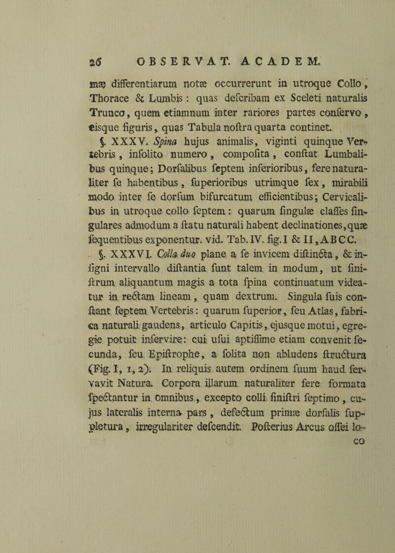 ma? differentiarum notas occurrerunt in utroque Collo, -Thorace & Lumbis: quas defcribam ex Sceleti naturalis Trunco, quem etiamnum inter rariores partes confervo , eisque figuris, quas Tabula noflra quarta continet. % XXXV. Spina hujus animalis, viginti quinque Ver¬ tebris , infolito numero, compofita , conflat Lumbali¬ bus quinque; Dorfalibus feptem inferioribus, fere natura¬ liter fe habentibus, fuperioribus utrimque fex, mirabili modo inter fe dorfum bifurcatum efficientibus; Cervicali¬ bus in utroque collo feptem : quarum lingulas claffes lin¬ gulares admodum a flatu naturali habent declinationes,quae fequentibus exponentur, vid. Tab. IV. fig.I & II, AB CC. §. XXXVI. Colla duo plane a fe invicem diflinfta, &in- iigni intervallo diflantia funt talem in modum, ut fini- iirum aliquantum magis a tota fpina continuatum videa¬ tur in re6tam lineam , quam dextrum. Singula fuis con¬ flant feptem Vertebris: quarum fuperior, feu Atlas, fabri¬ ca naturali gaudens, articulo Capitis, ejusque motui, egre¬ gie potuit infervire: cui ufui aptiffime etiam convenit fe¬ cunda, feu Epiflrophe, a folita non abludens flrudtura (Fig. I, i, 2). In reliquis autem ordinem fuum haud fer- vavit Natura. Corpora illarum naturaliter fere formata fpefitaatur in omnibus, excepto colli finiflri feptimo, cu¬ jus lateralis interna pars, defedtum primas dorfalis fup- pletura, irregulariter defcendit. Pofterius Arcus offei lo¬ co