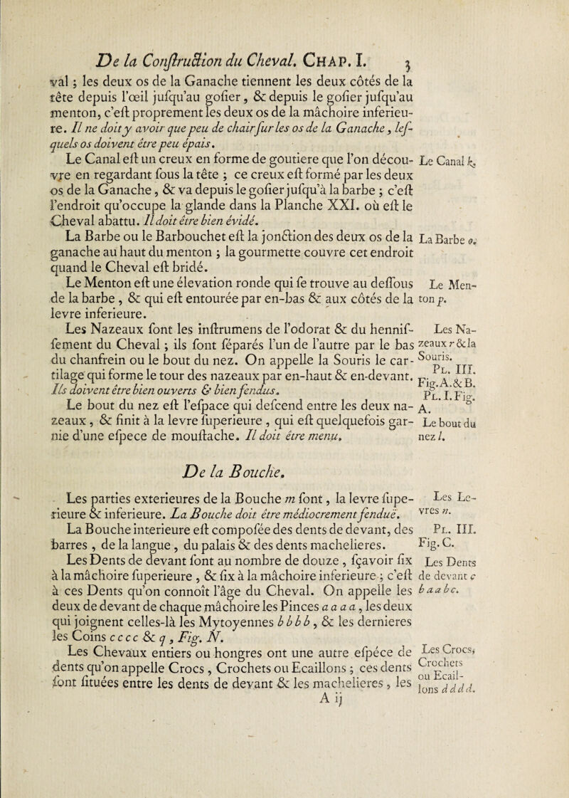 ) De la Conjlruction du Cheval. ChAP. I, \ val ; les deux os de la Ganache tiennent les deux côtés de la tête depuis l’œil jufqùau goder, 8c depuis le goder jufqu’au menton, c’ed proprement les deux os de la mâchoire inferieu¬ re. Il ne doit y avoir que peu de chair fur les os de la Ganache , lef quels os doivent être peu épais. Le Canal ed un creux en forme de goutiere que l’on décou¬ vre en regardant fous la tête ; ce creux ed formé par les deux os de la Ganache, 8c va depuis le goder jufqu’à la barbe ; c’ed l’endroit qu’occupe la glande dans la Planche XXL où ed le Cheval abattu. Il doit être bien évidé. La Barbe ou le Barbouchet ed la jonélion des deux os de la ganache au haut du menton ; la gourmette couvre cet endroit quand le Cheval ed bridé. Le Menton ed une élévation ronde qui fe trouve au deübus de la barbe , 8c qui ed entourée par en-bas 8c aux côtés de la levre inferieure. Les Nazeaux font les indrumens de l’odorat 8c du hennif- fement du Cheval ; ils font féparés l’un de l’autre par le bas du chanfrein ou le bout du nez. On appelle la Souris le car¬ tilage qui forme le tour des nazeaux par en-haut & endevant. Ils doivent être bien ouverts & bien fendus* Le bout du nez ed l’efpace qui defeend entre les deux na¬ zeaux , 8c finit à la levre fuperieure , qui ed quelquefois gar¬ nie d’une efpece de mondache . Il doit être menu» Le Canal k» La Barbe <?, Le Men¬ ton p* Les Na¬ zeaux r& la Souris. Pl. IXL Fig.A.&B. Pl. I. Fig. A. Le bout du nez L De la Bouche, Les parties extérieures de la Bouche m font, la levre fupe¬ rieure & inferieure. La Bouche doit être médiocrement fendue* La Bouche intérieure ed compofée des dents de devant, des barres , de la langue , du palais 8c des dents machelieres. Les Dents de devant font au nombre de douze , fçavoir fix à la mâchoire fuperieure , 8c dx à la mâchoire inferieure ; c’ed à ces Dents qu’on connoît l’âge du Cheval. On appelle les deux de devant de chaque mâchoire les Pinces a a a a, les deux qui joignent celles-là les Mytoyennes b b b b , 8c les demie res les Coins cccc 8c q, Fig. N, Les Chevaux entiers ou hongres ont une autre efpéce de dents qu’on appelle Crocs, Crochets ou Ecaillons ; ces dents font dtuées entre les dents de devant 8c les machelieres, les Ai) Les Lè¬ vres n. Pl. IIL Fig.C. Les Dents de devant c b a a h ça Les Crocs* Crochets ou Ecail¬ lons ddd d.