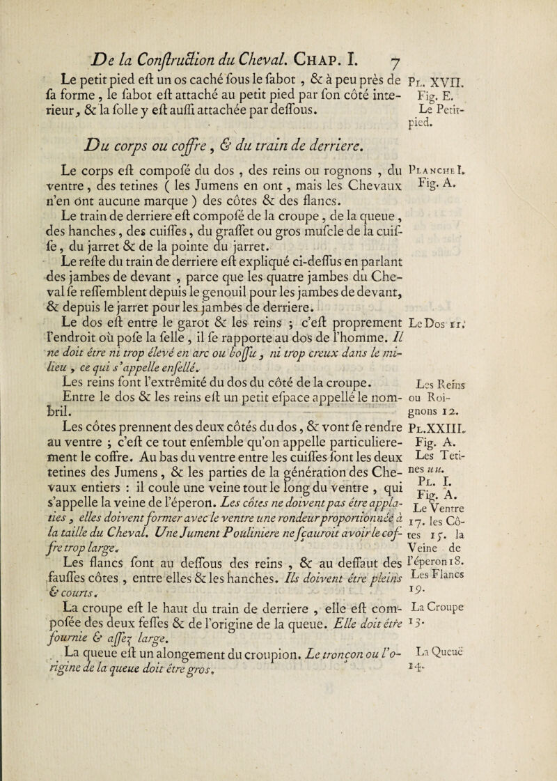 Le petit pied ed un os caché fous le fabot , 8c à peu près de pLi XVIL fa forme , le fabot ed attaché au petit pied par fon côté inte- Fig. E. rieur, & la folle y ed aufli attachée par deffous. Le Petit- pied. Du corps ou coffre , & du train de derrière. Le corps ed compofé du dos , des reins ou rognons , du Planche!. ventre , des tetines ( les lumens en ont, mais les Chevaux Fig* A. n’en ont aucune marque ) des côtes & des flancs. Le train de derrière ed compofé de la croupe, de la queue , des hanches, des cuiffes, du graffet ou gros mufcle de la cuif- fe, du jarret & de la pointe du jarret. Le rede du train de derrière ed expliqué ci-deffus en parlant des jambes de devant , parce que les quatre jambes du Che¬ val fe reffemblent depuis le genouil pour les jambes de devant, 8c depuis le jarret pour les jambes de derrière. Le dos ed entre le garot 8c les reins ; c’ed proprement Le Dos tu l’endroit où pofe la felle , il fe rapporte au dos de l’homme. Il ne doit être ni trop élevé en arc ou bojju ni trop creux dans le mi¬ lieu , ce qui s ’appelle enfellé. Les reins font l’extrémité du dos du côté de la croupe. Les Rems Entre le dos 8c les reins ed un petit efpace appellé le nom- ou Roi- tril. gnons 12. Les côtes prennent des deux côtés du dos, 8c vont fe rendre au ventre ; c’ed ce tout enfemble qu’on appelle particulière¬ ment le coffre. Au bas du ventre entre les cuiffes font les deux tetines des Jumens, 8c les parties de la génération des Che¬ vaux entiers : il coule une veine tout le long du ventre , qui s’appelle la veine de l’éperon. Les côtes ne doivent pas êtreappla- ties , elles doivent former avec le ventre une rondeur proportionnée à la taille du Cheval. Une Jument Poulinière nefçauroit avoir le cof¬ fre trop large. Les dancs font au deffous des reins , 8c au deffaut des fauffes côtes , entre elles & les hanches. Ils doivent être pleins & courts. Pl.XXIIL Fig. A. Les Teti¬ nes n u. Pl. I. Fig. A. Le Ventre 17. les Cô¬ tes ry. la Veine de l’éperon 18. Les Flancs ÏÇ). La croupe ed le haut du train de derrière , elle ed com- La Croupe pofée des deux feffes 8c de l’origine de la queue. Elle doit être I3* fournie & ajfeq large. La queue ed un alongement du croupion. Le tronçon ou l’o- La Queue rigine de la queue doit être gros, 1