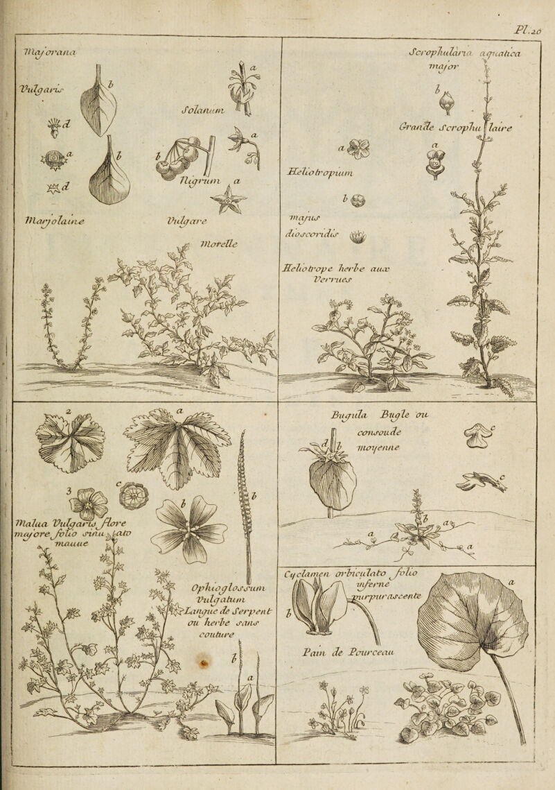 PI .26 Scrcrpluilana tnaicrr errance cujnaàca ûr (B'anÜe Sc replut F Taire opium 'uni a ma/iur TlOSOOl'l Vloteïle Belto trop e herbe aiuc Ve mues Biu/ula Biu/îe me [fi consolide §j£ moyenne Uiugamo^flL folio sinur Trueuue K Ct/clame a orbnciilato ^folcv Ophio^Lossiun Vida atum 'Latigue de S erp en tr ou herbe sans cmitnre ceau