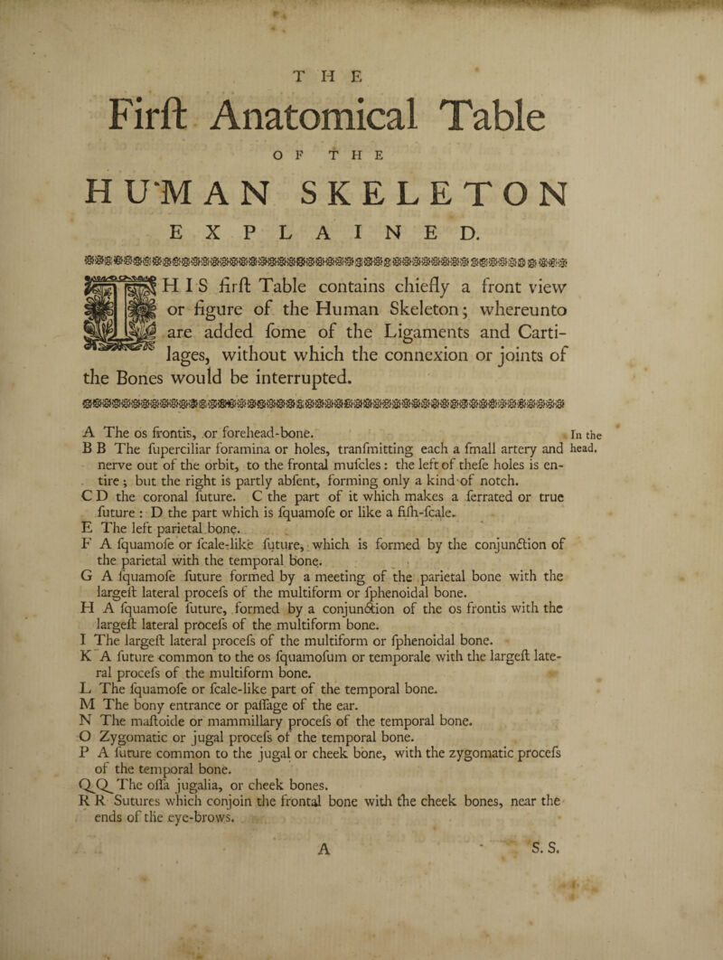 Firft Anatomical Table OF THE HU'MAN SKELETON EXPLAINED. HIS firft Table contains chiefly a front view or figure of the Human Skeleton; whereunto are added fome of the Ligaments and Carti¬ lages, without which the connexion or joints of the Bones would be interrupted. A The os fronds, or forehead-bone. In the B B The fuperciliar foramina or holes, tranfmitdng each a fmall artery and head, nerve out of the orbit, to the frontal mufcles: the left of thefe holes is en¬ tire ; but the right is partly abfent, forming only a kind of notch. C D the coronal future. C the part of it which makes a ferrated or true future : D the part which is fquamofe or like a fifh-fcale.. E The left parietal bone. F A fquamofe or fcale-like future, which is formed by the conjunction of the parietal with the temporal bone. G A fquamofe future formed by a meeting of the parietal bone with the largeft lateral procefs of the multiform or fphenoidal bone. H A fquamofe future, formed by a conjunction of the os fronds with the largeft lateral procefs of the multiform bone. I The largeft lateral procefs of the multiform or fphenoidal bone. K A future common to the os fquamofum or temporale with the largeft late¬ ral procefs of the multiform bone. L The fquamofe or feale-like part of the temporal bone.. M The bony entrance or paflage of the ear. N The maftoide or mammillary procefs of the temporal bone. O Zygomatic or jugal procefs of the temporal bone. P A future common to the jugal or cheek bone, with the zygomatic procefs ot the temporal bone. CLQ^The ofta jugalia, or cheek bones. R R Sutures which conjoin the frontal bone with the cheek bones, near the ends of tlie eye-brows. S. S. A
