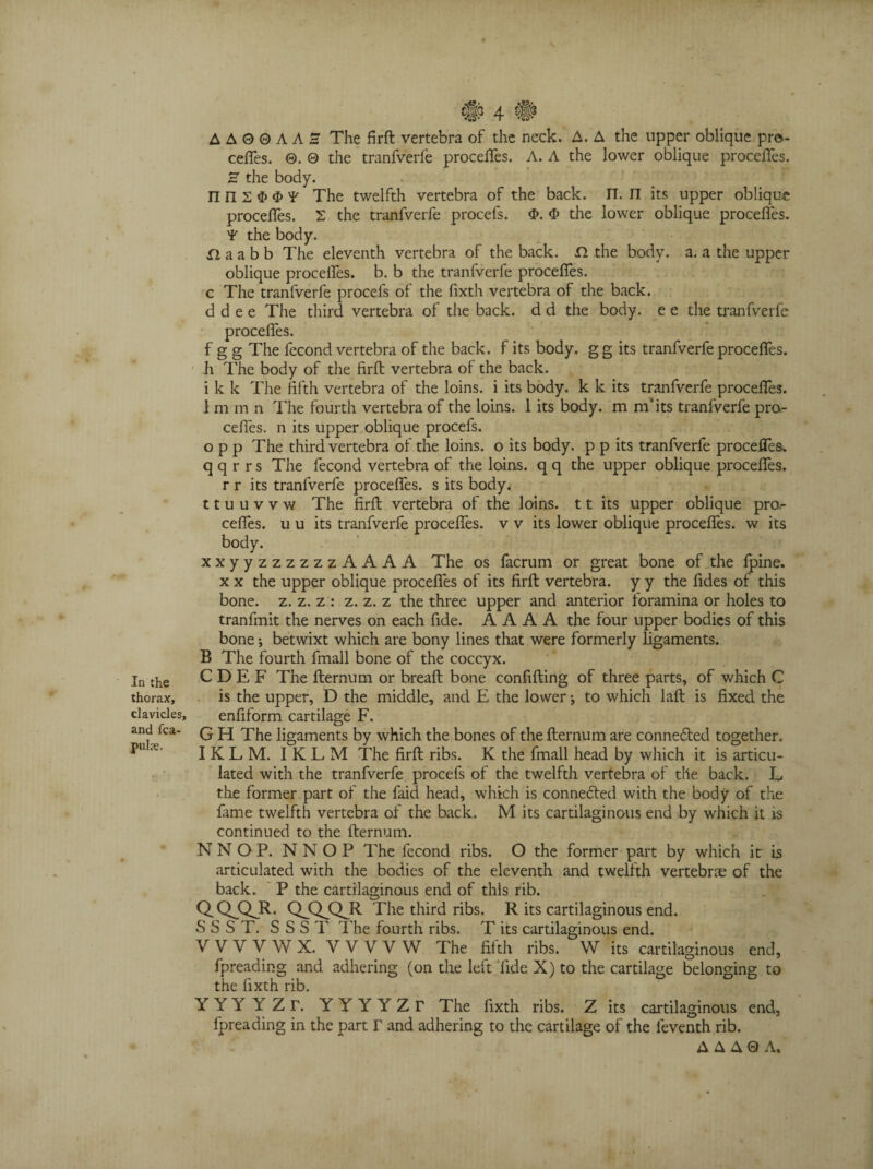 thorax, clavicles, and fca- pulae. # 4 # A A 0 0 A A S' The firft vertebra of the neck. A. A the upper oblique pro¬ ceffes. 0. 0 the tranfverfe proceffes. A. A the lower oblique proceffes. S the body. The twelfth vertebra of the back. FT. II its upper oblique proceffes. 2 the tranfverfe procefs. <P. $ the lower oblique proceffes. ¥ the body. XI a a b b The eleventh vertebra of the back. XI the body. a. a the upper oblique proceffes. b. b the tranfverfe proceffes. c The tranfverfe procefs of the fixth vertebra of the back. d d e e The third vertebra of the back, d d the body, e e the tranfverfe proceffes. f g g The fecond vertebra of the back, f its body, gg its tranfverfe proceffes. h The body of the firft vertebra of the back. i k k The fifth vertebra of the loins, i its body, k k its tranfverfe proceffes. I m m n The fourth vertebra of the loins. 1 its body, m oft its tranfverfe pro- ceffes. n its upper oblique procefs. o p p The third vertebra of the loins, o its body, p p its tranfverfe proceffes. q q r r s The fecond vertebra of the loins, q q the upper oblique proceffes. r r its tranfverfe proceffes. s its body. II u u v v w The firft vertebra of the loins. 11 its upper oblique pro.- ceffes. u u its tranfverfe proceffes. v v its lower oblique proceffes. w its body. xxyyzzzzzzAAAA The os facrum or great bone of the fpine. x x the upper oblique proceffes of its firft vertebra, y y the fides of this bone. z. z. z : z. z. z the three upper and anterior foramina or holes to tranfmit the nerves on each fide. A A A A the four upper bodies of this bone •, betwixt which are bony lines that were formerly ligaments. B The fourth lmall bone of the coccyx. C D E F The fternum or breaft bone confifting of three parts, of which C is the upper, D the middle, and E the lower j to which laft is fixed the enfiform cartilage F. G H The ligaments by which the bones of the fternum are connefted together. I K L M. 1KLM The firft ribs. K the fmall head by which it is articu¬ lated with the tranfverfe procefs of the twelfth vertebra of the back. L the former part of the faid head, which is connected with the body of the fame twelfth vertebra of the back. M its cartilaginous end by which it is continued to the fternum. NNOP. N N O P The fecond ribs. O the former part by which it is articulated with the bodies of the eleventh and twelfth vertebrae of the back. P the cartilaginous end of this rib. QQJ3JE QjQjQJR. The third ribs. R its cartilaginous end. S S S T. S S S T The fourth ribs. T its cartilaginous end. V V Y V W X. VVVVW The fifth ribs. W its cartilaginous end, fpreading and adhering (on the left fide X) to the cartilage belonging to the fixth rib. YYYYZr. YYYYZr The fixth ribs. Z its cartilaginous end, fpreading in the part r and adhering to the cartilage of the feventh rib. A A A Q A»