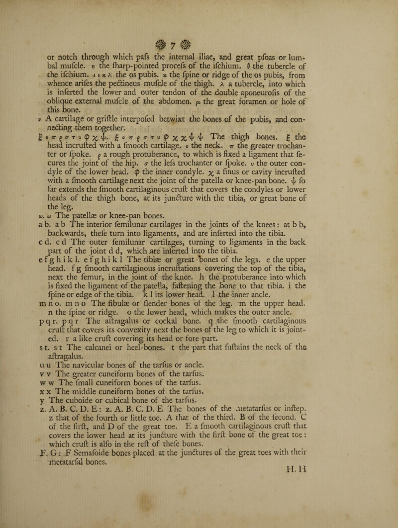 or notch through which pafs the internal iliac, and great pfoas or lum¬ bal mufcle. « the fharp-pointed procefs of the ifchium. 6 the tubercle of the ifchium. »> x a the os pubis, x the fpine or ridge of the os pubis, from whence arifes the pedtineus mufcle of the thigh, a a tubercle, into which is inferted the lower and outer tendon of the double aponeurofis of the oblique external mufcle of the abdomen. ^ the great foramen or hole of this bone. v A cartilage or griftle interpofed betwixt the bones of the pubis, and con¬ necting them together. o tt ^ r t u (J) \js. £o7rg(rTv(px%xl> ip The thigh bones. £ the head incrufted with a fmooth cartilage, c the neck, tt the greater trochan¬ ter or fpoke. f a rough protuberance, to which is fixed a ligament that fe- cures the joint of the hip. <r the lefs trochanter or fpoke. u the outer con¬ dyle of the lower head, (p the inner condyle, x a finus or cavity incrufted with a fmooth cartilage next the joint of the patella or knee-pan bone. 4^ f° far extends the fmooth cartilaginous cruft that covers the condyles or lower heads of the thigh bone, at its juncture with the tibia, or great bone of the leg. w. u The patellae or knee-pan bones. a b. a b The interior femilunar cartilages in the joints of the knees: at b b, backwards, thefe turn into ligaments, and are inferted into the tibia, c d. c d The outer femilunar cartilages, turning to ligaments in the back part of the joint d d, which are inferted into the tibia, efghikl. efghikl The tibiae or great bones of the legs, e the upper head, f g fmooth cartilaginous incruftations covering the top of the tibia, next the femur, in the joint of the knee, h the protuberance into which is fixed the ligament of the patella, fattening the bone to that tibia, i the fpine or edge of the tibia, k 1 its lower head. 1 the inner ancle, m no. m n o The fibulae or {lender bones of the leg. m the upper head. n the fpine or ridge, o the lower head, which makes the outer ancle, p q r. p q r The aftragalus or cockal bone, q the fmooth cartilaginous cruft that covers its convexity next the bones of the leg to which it is joint¬ ed. r a like cruft covering its head or fore part, s t. s t The calcanei or heel-bones, t the part that fuftains the neck of the aftragalus. u u The navicular bones of the tarfus or ancle, v v The greater cuneiform bones of the tarfus. w w The fmall cuneiform bones of the tarfus. x x The middle cuneiform bones of the tarfus. y The cuboide or cubical bone of the tarfus. z. A. B. C. D. E: z. A. B. C. D. E The bones of the .uetatarfus or inftep. z that of the fourth or little toe. A that of the third. B of the fecond. C of the firft, and D of the great toe. E a fmooth cartilaginous cruft that covers the lower head at its juncture with the firft bone of the great toe: which cruft is alfo in the reft of thefe bones. E. G: F Semafoide bones placed at the junctures of the great toes with their metatarfal bones.