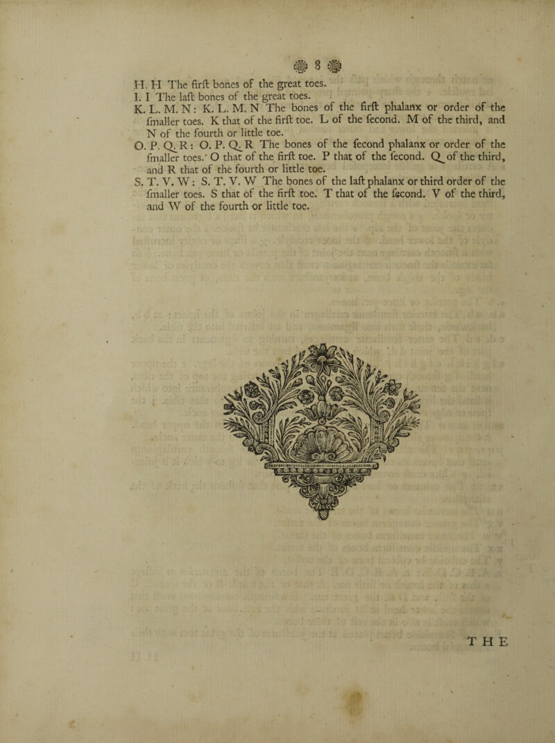 H. H The firft bones of the great toes. I. I The laft bones of the great toes. K. L. M. N: K. L. M. N The bones of the firft phalanx or order of the fmaller toes. K that of the firft toe. L of the fecona. M of the third, and N of the fourth or little toe. O. P. Cb R: O. P.Q.R The bones of the fecond phalanx or order of the fmaller toes. O that of the firft toe. P that of the lecond. Q^of the third, and R that of the fourth or little toe. S. T. V. W: S. T. V. W The bones of the laft phalanx or third order of the fmaller toes. S that of the firft toe. T that of the fscond. V of the third, and W of the fourth or little toe.
