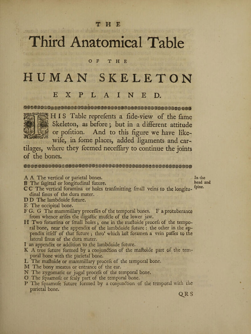 Third Anatomical Table OF THE HUMAN SKELETON EXPLAINED. HIS Table reprefents a fide-view of the fame Skeleton, as before; but in a different attitude or pofition. And to this figure we have like- wife, in fome places, added ligaments and car¬ tilages, where they feemed neceflary to continue the joints of the bones. A A The vertical or parietal bones. B The fagittal or longitudinal future. C C The vertical foramina or holes tranfmitting fmall veins to the longitu¬ dinal finus of the dura mater. D D The lambdoide future. E The occipital bone. F G. G The mammillary proceftes of the temporal bones. F a protuberance from whence ariles the digaftic mufcle of the lower jaw. H Two foramina or fmall holes; one in the maftoide procefs of the tempo¬ ral bone, near the appendix of the lambdoide future : the other in the ap¬ pendix itfelf of that future j thro’ which laft foramen a vein palfes to the lateral finus of the dura mater. I an appendix or addition to the lambdoide future. K A true future formed by a conjunction of the maftoide part of the tem¬ poral bone with the parietal bone. L The maftoide or mammillary procefs of the temporal bone. M The bony meatus or entrance of the ear. N The zygomatic or jugal procefs of the temporal bone. O The fquamofe or fcaly part of the temporal bone. P The fquamofe future formed by a conjunction of the temporal with the parietal bone. QJCS In the head and fpine.