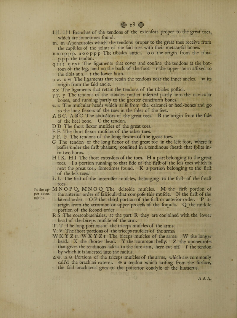 per extre¬ mities. Bp5 2§ && 111. Ill Branches of the tendons of the extenfors proper to the great toes,, which are fometimes found. m. m Aponeurofes which the tendons proper to the great toes receive from the capfules of the joints of the faid toes with their metatarfal bones. nooppp. nooppp The tibiales antici. o o the origin from the tibia, p p p the tendon. q r s t. qrst The ligaments that cover and confine the tendons at the bot¬ tom of the leg, and on the back of the foot, r the upper horn affixed to the tibia at s. t the lower horn. 11 w. 11 w The ligaments that retain the tendons near the inner ancles, w its origin from the faid ancle. x x The ligaments that retain the tendons of the tibiales poftici. y y. y The tendons of the tibiales poftici inferted partly into the navicular bones, and running partly to the greater cuneiform bones. z. z The mulcular heads which arife from the calcanei or heel-bones and go to the long flexors of the toes in the foies of the feet. AB C. ABC The abdudlors of the great toes. B the origin from the fide of the heel bone. C the tendon. D D The fhort flexor mufcles of the great toes. E E The ffiort flexor mufcles of the other toes. F F. F The tendons of the long flexors of the great toes. G The tendon of the long flexor of the great toe in the left foot, where it paffes under the firft phalanx, confined in a tendinous fheath that fplits in¬ to two horns. H I K. H I The fhort extenfors of the toes. H a part belonging to the great toes. I a portion running to that fide of the firft of the lefs toes which is next the great toe; fometimes found. K a portion belonging to the firft of the lefs toes. L L The firft of the interoffei mufcles, belonging to the firft of the fmall toes. the anterior order of fafciculi that compofe this mufcle. N the firft of the lateral order. O P the third portion of the firft or anterior order. P its origin from the acromion or upper procefs of the fcapula. Q^the middle portion of the fecond order. R S The coracobraehiales, at the part R they are conjoined with the lower head of the biceps mufcle of the arm. T. T The long portions of the triceps mufcles of the arms* V. V The fhort portions of the triceps mufcles of the arms* WXYZr. WXYZr The biceps mufcles of the arms. W the longer head. X the fhorter head. Y the common belly. Z the aponeurofis that gives the tendinous fafcia to the fore arm, here cut off. r the tendon by which it is inferted into the radius. A ©. A 0 Portions of the triceps mufcles of the arms, which are commonly call’d the brachiaei externi. 0 a tendon which arifing from the furface, the faid brachiaeus goes to the pofterior condyle of the humerus. AAA.