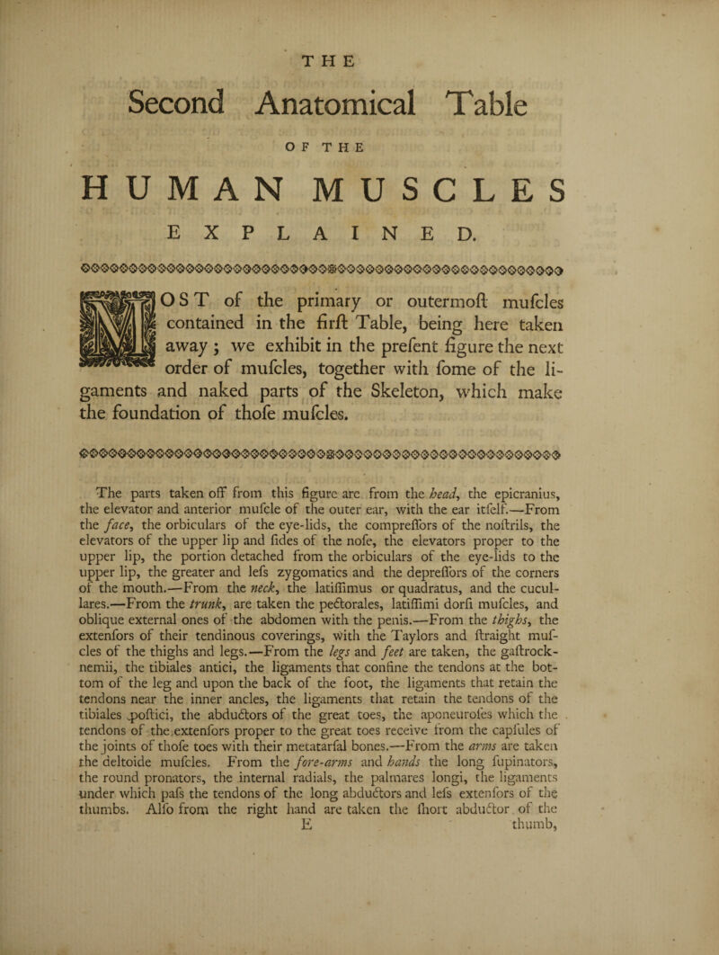 Second Anatomical Table OF THE HUMAN MUSCLES EXPLAINED. O S T of the primary or outermoft mufcles contained in the firft Table, being here taken away ; we exhibit in the prefent figure the next order of mufcles, together with fome of the li¬ gaments and naked parts of the Skeleton, which make the foundation of thofe mufcles. The parts taken off from this figure arc from the head, the epicranius, the elevator and anterior mufcle of the outer ear, with the ear itfelf.—From the face, the orbiculars of the eye-lids, the compreffors of the noftrils, the elevators of the upper lip and fides of the nofe, the elevators proper to the upper lip, the portion detached from the orbiculars of the eye-lids to the upper lip, the greater and lefs zygomatics and the depreffors of the corners of the mouth.—From the neck, the latiffimus or quadratus, and the cucul- lares.—From the trunk, are taken the pedtorales, latiffimi dorfi mufcles, and oblique external ones of the abdomen with the penis.—From the thighs, the extenfors of their tendinous coverings, with the Taylors and ftraight muf¬ cles of the thighs and legs.—From the legs and feet are taken, the gaftrock- nemii, the tibiales antici, the ligaments that confine the tendons at the bot¬ tom of the leg and upon the back of the foot, the ligaments that retain the tendons near the inner ancles, the ligaments that retain the tendons of the tibiales ..poftici, the abduftors of the great toes, the aponeurofes which the tendons of the.extenfors proper to the great toes receive trom the capfules of the joints of thofe toes with their metatarfal bones.—From the arms are taken the deltoide mufcles. From the fore-arms and hands the long fupinators, the round pronators, the internal radials, the palmares longi, the ligaments under which pafs the tendons of the long abdudtors and lefs extenfors of tlie thumbs. Alfo from the right hand are taken the fnort abduffor of the E ' thumb,