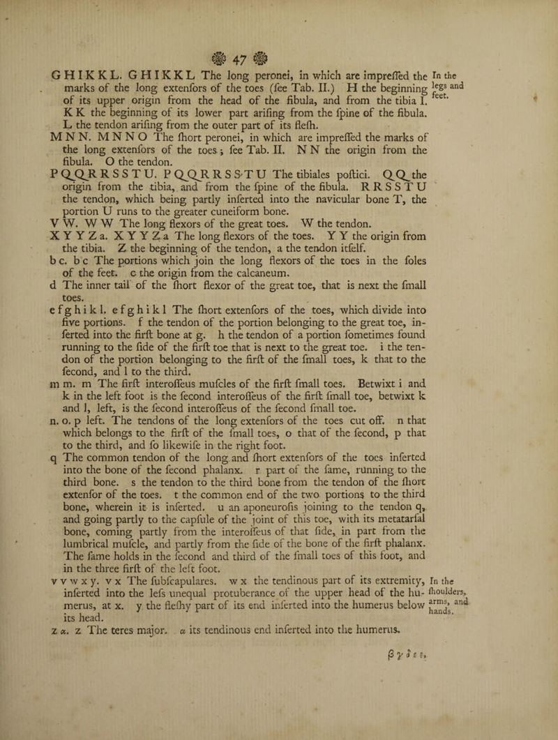 GHIKKL. GHIKKL The long peronei, in which are imprefied the fn the marks of the long extenfors of the toes (fee Tab. II.) H the beginning le&s and of its upper origin from the head of the fibula, and from the tibia I. teet' K K the beginning of its lower part arifing from the fpine of the fibula. L the tendon arifing from the outer part of its flefh. M N N. M N N O The fliort peronei, in which are imprefied the marks of the long extenfors of the toes i fee Tab. II. NN the origin from the fibula. O the tendon. P Q^QJl RSSTU. P QjQJl RSSTU The tibiales poftici. Q^the origin from the tibia, and from the fpine of the fibula. R R S S T U the tendon, which being partly inferted into the navicular bone T, the portion U runs to the greater cuneiform bone. V W. W W The long flexors of the great toes. W the tendon. X Y Y Z a. X Y Y Z a The long flexors of the toes. Y Y the origin from the tibia. Z the beginning of the tendon, a the tendon itfelf. b c. b c The portions which join the long flexors of the toes in the foies of the feet, c the origin from the calcaneum. d The inner tail of the Ihort flexor of the great toe, that is next the finall toes. e f g h i k 1. e f g h i k 1 The fhort extenfors of the toes, which divide into five portions, f the tendon of the portion belonging to the great toe, in¬ ferted into the firft bone at g. h the tendon of a portion fometimes found running to the fide of the firft toe that is next to the great toe. i the ten¬ don of the portion belonging to the firft of the finall toes, k that to the fecond, and 1 to the third. m m. m The firfl; interofieus mufcles of the firfl: fmall toes. Betwixt i and k in the left foot is the fecond interofieus of the firfl: fmall toe, betwixt k and 1, left, is the fecond interofieus of the fecond fmall toe. n. o. p left. The tendons of the long extenfors of the toes cut off. n that which belongs to the firfl: of the fmall toes, o that of the fecond, p that to the third, and fo likewife in the right foot. q The common tendon of the long and fliort extenfors of the toes inferted into the bone of the fecond phalanx, r part of the fame, running to the third bone, s the tendon to the third bone from the tendon of the fliort extenfor of the toes, t the common end of the two portions to the third bone, wherein it is inferted. u an aponeurofis joining to the tendon q, and going partly to the capfule of the joint of this toe, with its metatarfal bone, coming partly from the interofieus of that fide, in part from the lumbrical mufcle, and partly from the fide of the bone of the firft phalanx. The fame holds in the fecond and third of the fmall toes of this loot, and in the three firft of the left foot. v v w x y. v x The fubfcapulares. w x the tendinous part of its extremity, In the inferted into the lefs unequal protuberance of the upper head of the hu- Moulders, merus, at x. y the flefhy part of its end inferted into the humerus below an4* its head. z a. z The teres major. a its tendinous end inferted into the humerus.