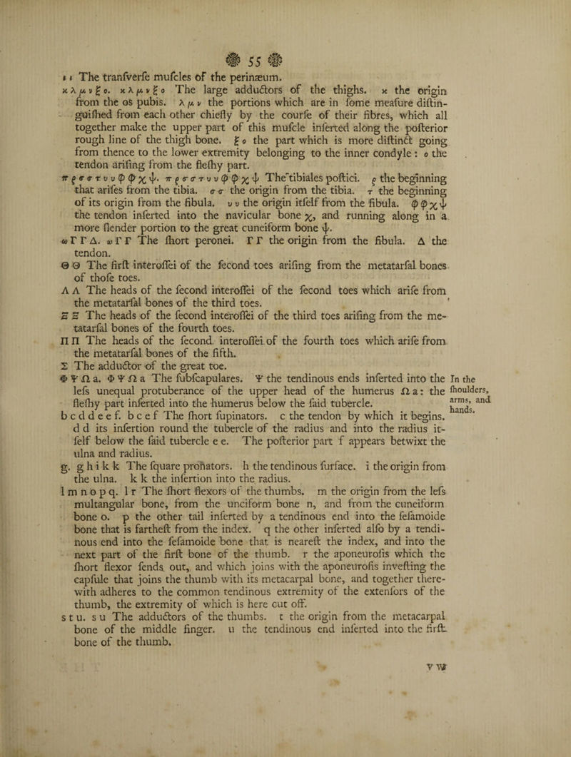 *» The tranfverfe mufcles of the perinaeum. x^P^c, x.Xy.v%o The large addudtors of the thighs, x the origin from the os pubis, x ^ v the portions which are in fome meafure diftin- guilhed from each other chiefly by the courfe of their fibres, which all together make the upper part of this mufcle inferted along the pofterior rough line of the thigh bone. £ o the part which is more diftindt going from thence to the lower extremity belonging to the inner condyle : o the tendon arifing from the flefhy part. w ^ <r a- t. u u (p <p v]a 7r g <r<r t v v (p tp Thetibiales poftici. ^ the beginning that arifes from the tibia. <r <r the origin from the tibia, t the beginning of its origin from the fibula, v v the origin itfelf from the fibula. (p$x the tendon inferted into the navicular bone and running along in a more flender portion to the great cuneiform bone ^• w r r A. v r r The fhort peronei. r r the origin from the fibula. A the tendon. 0 0 The firfl interoflei of the fecond toes arifing from the metatarfal bones of thofe toes. A A The heads of the fecond interoflei of the fecond toes which arife from the metatarfal bones of the third toes. S H The heads of the fecond interoflei of the third toes arifing from the me¬ tatarfal bones of the fourth toes. nn The heads of the fecond interoflei. of the fourth toes which arife from the metatarfal bones of the fifth. 2 The addudtor of the great toe. $ ¥ n a. <I> ¥ fl a The fubfcapulares. ¥ the tendinous ends inferted into the In the lefs unequal protuberance of the upper head of the humerus n a: the Moulders, flefhy part inferted into the humerus below the laid tubercle. and bcddeef. beef The fhort fupinators. c the tendon by which it begins, d d its infertion round the tubercle of the radius and into the radius it¬ felf below the faid tubercle e e. The pofterior part f appears betwixt the ulna and radius. g. g h i k k The fquare pronators, h the tendinous furface. i the origin from the ulna, k k the infertion into the radius. 1 m n o p q. 1 r The fhort flexors of the thumbs, m the origin from the lefs multangular bone, from die unciform bone n, and from the cuneiform bone o. p the other tail inferted by a tendinous end into the fefamoide bone that is fartheft from the index, q the other inferted alfo by a tendi¬ nous end into the fefamoide bone that is neareft the index, and into the next part of the firft bone of the thumb, r the aponeuroiis which the fhort flexor fends, out, and which joins with the aponeuroiis invefting the eapfule that joins the thumb with its metacarpal bone, and together there¬ with adheres to the common tendinous extremity of the extenfors of the thumb, the extremity of which is here cut off. s t u. s u The addudtors of the thumbs, t the origin from the metacarpal bone of the middle finger, u the tendinous end inferted into the firft- bone of the thumb. v vt