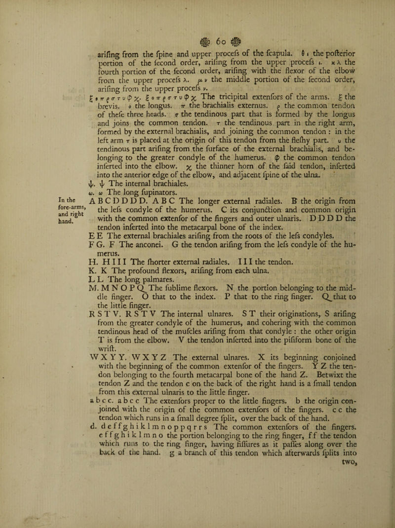 arifing from the fpine and upper procefs of the fcapula. 0» the pofterior portion of the fecond order, arifing from the upper procefs ». a the fourth portion of the fecond order, arifing with the flexor of the elbow from the upper procefs a. pv the middle portion of the fecond order, arifing from the upper procefs v. r f<r tv <p%. £o7rg<rrv(px The tricipital extenfors of the arms. £ the brevis, <j the longus. tt the brachialis externus. f the common tendon of theft three heads. <r the tendinous part that is formed by the longus and joins the common tendon, r the tendinous part in the right arm, formed by the external brachialis, and joining the common tendon : in the left arm r is placed at the origin of this tendon from the fiefiiy part, u the tendinous part arifing from the furface of the external brachialis, and be¬ longing to the greater condyle of the humerus. <p the common tendon inferted into the elbow. % the thinner horn of the faid tendon, inferted into the anterior edge of the elbow, and adjacent fpine of the ulna. \|/. The internal brachiales. u. u The long fupinators. In the ABCDDDD. ABC The longer external radiales. B the origin from and rTht* t^ie ^ condyle of the humerus. C its conjunbtion and common origin hand?2 with the common extenfor of the fingers and outer ulnaris. D D D D the tendon inferted into the metacarpal bone of the index. E E The external brachiales arifing from the roots of the lefs condyles. F G. F The anconei. G the tendon arifing from the lefs condyle of the hu¬ merus. H. Hill The fliorter external radiales. 111 the tendon. K. K The profound flexors, arifing from each ulna. L L The long palmares. M. M N O P Q^The fublime flexors. N the portion belonging to the mid¬ dle finger. O that to the index. P that to the ring finger. Q^that to the little finger. R S T V. R S T V The internal ulnares. S T their originations,. S arifing from the greater condyle of the humerus, and cohering with the common tendinous head of the mufcles arifing from that condyle : the other origin T is from the elbow. V the tendon inferted into the pifiform bone of the wrift. W X Y Y. W X Y Z The external ulnares. X its beginning conjoined • with the beginning of the common extenfor of the fingers. Y Z the ten¬ don belonging to the fourth metacarpal bone of the hand Z. Betwixt the tendon Z and the tendon c on the back of the right hand is a fmall tendon from this external ulnaris to the little finger. abcc. abcc The extenfors proper to the little fingers, b the origin con¬ joined with the origin of the common extenfors of the fingers, c c the tendon which runs in a fmall degree fplit, over the back of the hand. d. deffghikl mnoppqrrs The common extenfors of the fingers, effghiklmno the portion belonging to the ring finger, f f the tendon which runs to the ring finger, having fiffures as it pafles along over the back of the hand, g a branch of this tendon which afterwards fplits into two,