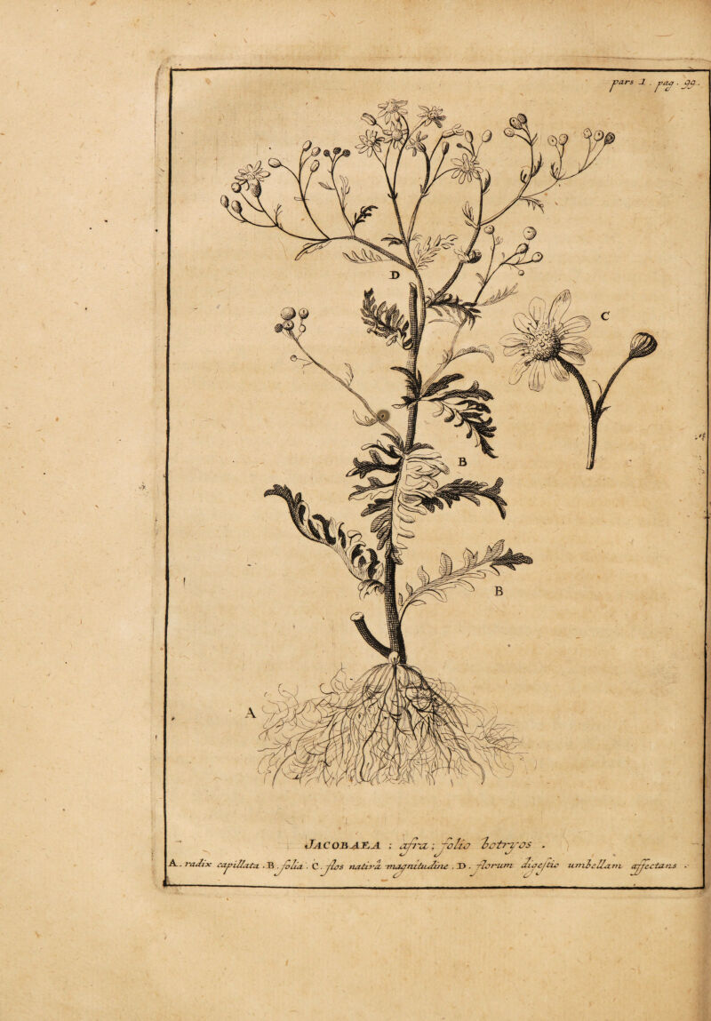 tlACOB^HLA ; af?~a, ;jvliv potryos A., radix capillata ■ TC .^vlia ■ Q. .ylas na tiro, niajm htdzjie . X>. -rjarum ^iae/tia itrn}eZla.rrv 3r \ectatis jzars _Z . paq . qa. -.