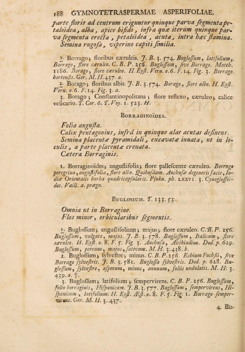 parte floris ad centrum eriguntur quinque parva fegmentape- taloidea^ alba > apice bifido j infra qure iterum quinque par* vafegmenta ere Ha j petaloidea > acuta^ intra h re c flamina. Semina rugofa > viperino capiti flmilia. £• Borrago $ floribus caeruleis. J. B. 3. 5*74. Buglojfum y latifoliumr Borrago, flore creruleo. C. B. P. zy6. Buglojfum, five Borrago. Matth. xi86. Borago, flore caeruleo. H.Eyft. Vern. 0.6. F. 14. Fig. 3. Borrago hortenfls. Ger. a. Borago 5 floribus albis. J. B. 3. 5*74. Borago , flore albo. H. Eyft. 0.6, i7.14. Fig. 3. 3. Borago 5 Conftantinopolitana ; flore reflexo, caeruleo $ calice leficario. F. Cor. 6. T.Foy. 1. 5*2,3. H. Borraginoides. Folia angufla. Calix pentagonius ■> infra in quinque alas acutas defluens. Semina placent re pyramidali j excavat re innata y ut in lo¬ culis j ^ parte placent re crenata.. Cretera Borr aginis. 1. Borraginoidesf anguflifoliaj; flore pallefcente caeruleo. Bormg§ peregrina, anguftifolia y flore albo. Quibufdam. Anchufa degeneris facie, In-' dia Orientalis herba quadricapfularis. Plukn. ph. lxxvi, 3. CynoglofloF des, Faill. a.puegn... Buglossum. 2. 133. j*3«. Omnia ut in Borragine. Flos minor, orbicularibus fegrnentis.. r. BuglofTumy anguftifolium > majus flore caeruleo. C.B.P. zySl Buglojfum, vulgare, majus. J. B 3, 5*78. Buglojfum , Italicum , flore caruleo. H. Eyft. 0. 8’. i7, f . Fig. 3. Anchufa, Alcibiadim. Dod.p. 6zpi Buglojfum, perenne, majus yfativum. M. H. 3.438. ^. 2. Bugloflum* fylveftre> minus. C.B.P. zf6. EchiumFuchfii y five Borrago Jylveftris. J. B. 3;. 5*81. Bugloffa fylveftris. Dod. p. 628. glofam, fylvefire y afperum, minus y annuum y foliis undulatis. M. H. 3» 439, <3. -j\ 3. Bugloflumj latifolium 3 fempervirens. C. B. P. 2,5*6. Buglojfum, folio borr aginis y Hifpanicum. J.B. 3.777. Buglojfum y fempervirens y Hi- fparJcum y latifolium-. H. Eyft. JEft. fi. 8. F. 7. Fij£ 1. Borrago femper- •%h'ws.. Ger. M, H. 3.437*.