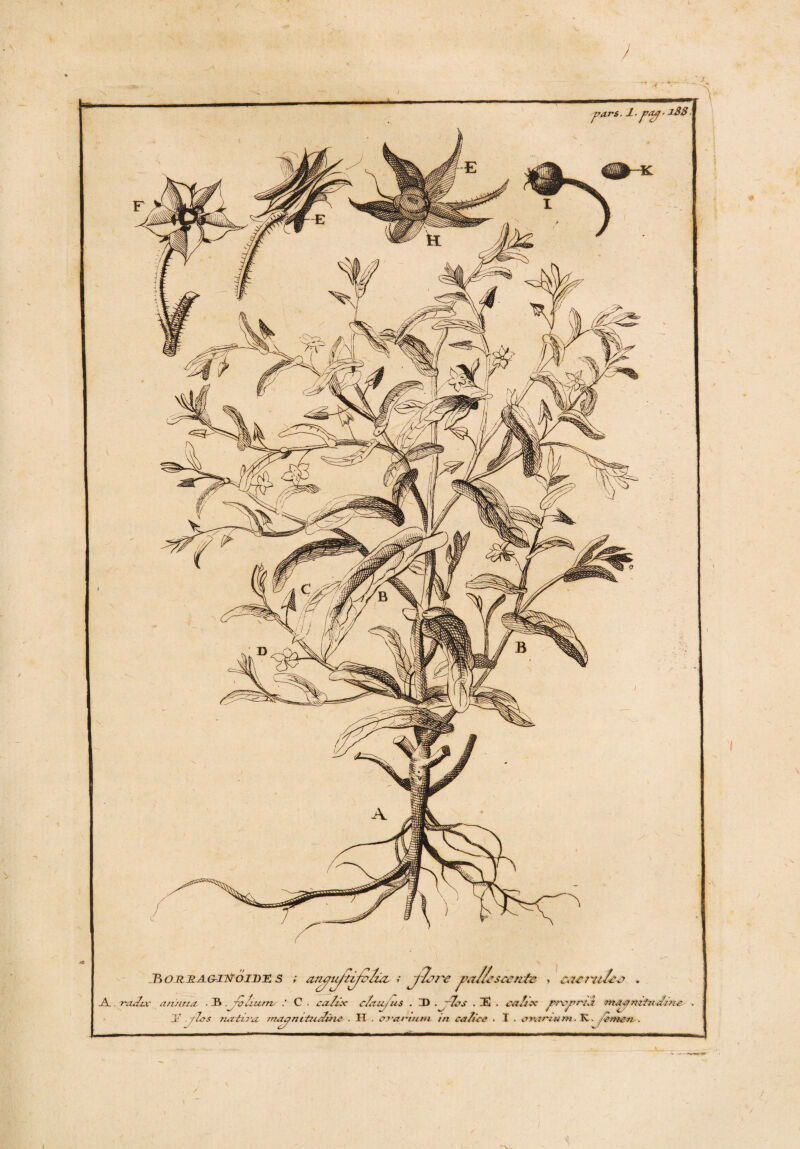 TiO RSAaiNoiBU s ; ; j7,v'e ^a/bscente. * c&ertl£&0 » JL. r~adt ix annua . Jft . Tff/l. auunn C . calix c/au/us . ID , ~%?s . 32 . calix pncpmiz rnaa zzttudina a ' , . /, / ,* <s J? .pios nativa. ma^nituauis . II . ovetvtutn tn ca/tcc . I . <man-um. . J. paa. x88. -par*. JL.pap