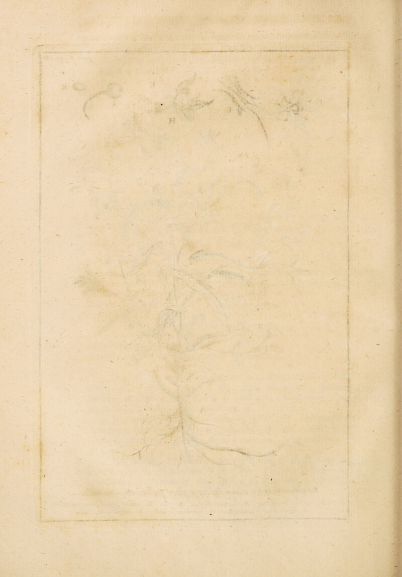 * i- -■» -i*» - 'vVi- we*«t : «*•**•-•»A— $C .- v. -Cw-'v. i - - /! i i / ' ' * - rf •? »•*’. • — •V .-•: ~ ‘e i 'K ' :•• \ / . xvA* /? /* *:-• . ~X ■ r' ■ t - * . •■ ■***