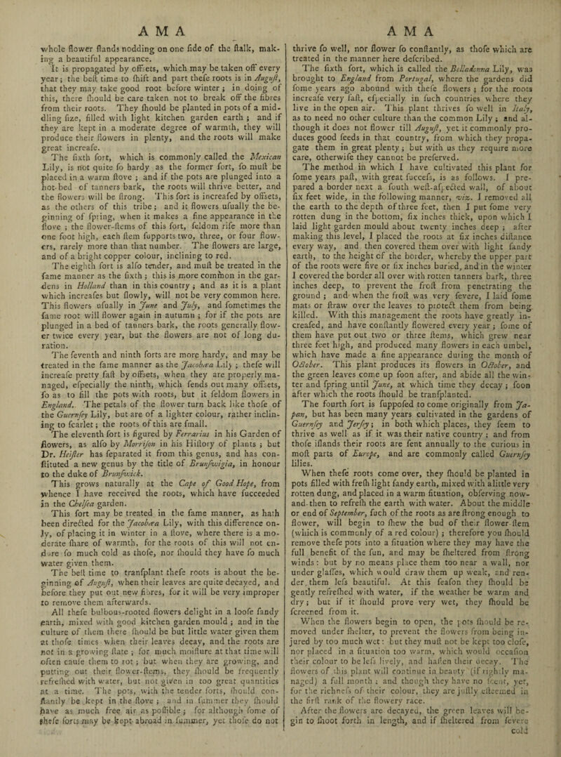 whole flower ftands nodding on one fide of the ftalk, mak¬ ing a beautiful appearance. It is propagated by offsets, which may be taken oft* every year; the beft time to fhift and part thefe roots is in Augujl, that they may take good root before winter; in doing of this, there ihould be care taken not to break off the fibres from their roots. They fhould be planted in pots of a mid¬ dling fize, filled with light kitchen garden earth ; and if they are kept in a moderate degree of warmth, they will produce their flowers in plenty, and the roots will make great increafe. The fixth fort, which is commonly called the Mexican Lily, is not quite fo hardy as the former fort, fo mull be placed in a warm ftove ; and if the pots are plunged into a hot-bed of tanners bark, the roots will thrive better, and the flowers will be ftrong. This fort is increafed by offsets, as the others of this tribe; and it flowers ufualiy the be¬ ginning of fpiing, when it makes a fine appearance in the ftove ; the flower-ftcms of this fort, feldom rife more than one foot high, each Item fupports two, three, or four flow¬ ers, rarely more than that number. The flowers are large, and of a bright copper colour, inclining to red. The eighth fort is alfo tender, and muff be treated in the fame manner as the fixth ; this is more common in the gar¬ dens in Holland, than in this country ; and as it is a plant which increafes but flowly, will not be very common here. This flowers ufualiy in June and July, and fometimes the fame root will flower again in autumn ; for if the pots are plunged in a bed of tanners bark, the roots generally flow¬ er twice every year, but the flowers are not of long du¬ ration. The feventh and ninth forts are more hardy, and may be treated in the fame manner as the Jacobaa .Lily ; thefe will increafe pretty fail by offsets, when they are properly ma¬ naged, efpecially the ninth, which fends out many offsets, fo as to fill the pots with roots, but it feldom flowers in England. The petals of the flower turn back like thofe of the Gucrnfey Lily, but are of a lighter colour, rather inclin¬ ing to fcarlet; the roots of this are fmail. The eleventh fort is figured by Ferrarius in his Garden of powers, as alfo by Morrijon in his Hiltory of plants ; but Dr. Heijler has feparated it from this genus, and has con- ftituted a new genus by the title of Brunfwigia, in honour to the duke of Brunjwick. This grows naturally at the Cape of Good Hope, from whence I have received the roots, which have fucceeded in the Cbeljea garden. This fort may be treated in the fame manner, as hath been directed for the Jacob<ea Lily, with this difference on¬ ly, of placing it in winter in a Hove, where there is a mo¬ derate fhare of warmth, for the roots of this will not en¬ dure fo much cold as thofe, nor lliould they have fo much water given them. The beft time to tranfplant thefe roots is about the be¬ ginning of Auguji, when their leaves are quite decayed, and before they put out new fibres, for it will be very improper to remove them afterwards. All thefe bulbous-rooted flowers delight in a loofe fandy garth, mixed with good kitchen garden mould ; and in the culture of them there Ihould be but little water given them at thofe times when their leaves decay, and the roots are not in a growing ftate ; for much moifture at that time will often caule them to rot ; but when they are growing, and putting out their flower-ftems, they fhould be frequently refrelhed with water, but not given in too great quantities at a time. The pots, with the tender forts, fhould con- ftancly be kept in the ftove ; and in fummer they fhould have as much free air as poflible; for although (brne of fhef'e forts may be kept abroad in fummer, yet thofe do not thrive fo well, nor flower fo conftantly, as thofe which are treated in the manner here deferibed. The fixth fort, which is called the Belladonna Lily, waa brought to England from Portugal, where the gardens did fome years ago abound with thefe flowers ; for the roots increafe very faft, efpecially in fuch countries where they live in the open air. This plant thrives fo well in Italy, as to need no ocher culture than the common Lily; and al¬ though it does not flower till Augujl, yet it commonly pro¬ duces good feeds in that country, from w'hich they propa¬ gate them in great plenty ; but with us they require more care, otherwife they cannot be preferved. The method in which I have cultivated this plant for fome years paft, with great fuccefs, is as follows. I pre¬ pared a border next a fouth weft-afpecled wall, of about fix feet wide, in the following manner, viz. I removed all the earth to the depth of three feet, then I put fome very rotten dung in the bottom, fix inches thick, upon which I laid light garden mould about twenty inches deep ; after making this level, I placed the roots at fix inches diftance every way, and then covered them over with light fandy earth, to the height cf the border, whereby the upper part of the roots were five or fix inches buried, and in the winter I covered the border all over with rotten tanners bark, three inches deep, to prevent the froft from penetrating the ground ; and when the froft was very fevere, I laid fome mats or llraw over the leaves to protect them from being killed. With this management the roots have greatly in¬ creafed, and have conftantly flowered every year; fome of them have put out two or three Items, which grew near three feet high, and produced many flowers in each umbel, which have made a fine appearance duiing the month of Ofiober. This plant produces its flowers in Oftober, and the green leaves come up foon after, and abide all the win¬ ter and fpring until June, at which time they decay ; foon after which the roots fhould be tranfplanted. The fourth fort is fuppofed to come originally from Ja¬ pan, but has been many years cultivated in the gardens of Guernfey and Jerfey; in both which places, they feem to thrive as well as if it was their native country ; and from thofe ifiands their roots are fent annually to the curious in moft parts of Europe, and are commonly called Gucrnfey lilies. When thefe roots come over, they fhould be planted in pots filled with frefh light fandy earth, mixed with alittle very rotten dung, and placed in a warm fituation, obferving now¬ and-then to refrefh the earth with water. About the middle or end of September, fuch of the roots as are ftrong enough to flower, will begin to fhew the bud of their flower-Hem (which is commonly of a red colour) ; therefore you fhould remove thefe pots into a fituation where they may have the full benefit of the fun, and may be fheltered from ftrong winds: but by no means place them too near a wall, nor under glaffes, which would draw them up weak, and ren¬ der, them lefs beautiful. At this feafon they fhould be gently refrefhed with water, if the weather be warm and dry; but if it Ihould prove very wet, they fhould be fereened from it. When the flowers begin to open, the pots fhould be re¬ moved under fhelter, to prevent the flowers from being in¬ jured by too much wet; but they muft not be kept too clofe, nor placed in a fituacion too warm, which would occafion their colour to be Ids lively, and haften their decay. The flowers of this plant will continue in beauty (if rightly ma¬ naged) a full month ; and though they have no feent, yet, for the richnefs of their colour, they are juflly dieemed in the firft rank of the flowery race. After the flowers are decayed, the green leaves will be¬ gin to Ihoot forth in length, and if fheltered from fevere cold