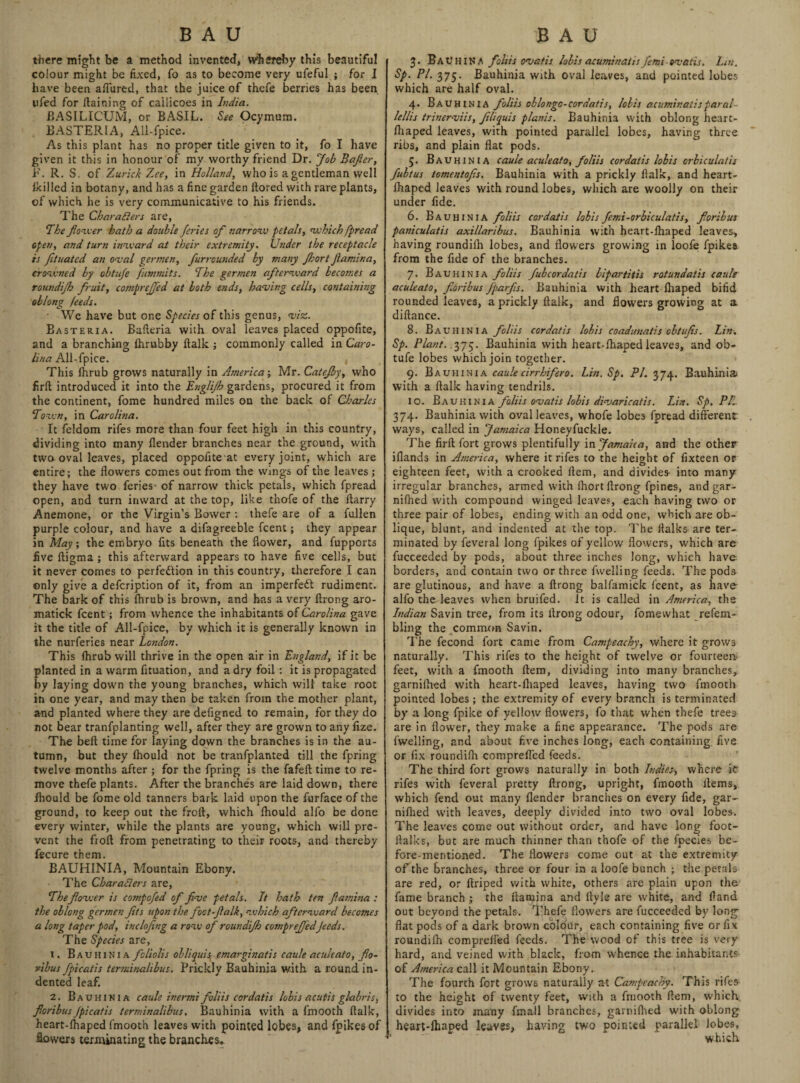there might be a method invented, whereby this beautiful colour might be fixed, fo as to become very ufeful ; for I have been allured, that the juice of thefe berries has been ufed for Gaining of ca'liicoes in India. BASILICUM, or BASIL. See Ocymum. BASTERIA, AU-fpice. As this plant has no proper title given to it, fo I have given it this in honour of my worthy friend Dr. Job Bafier, F. R. S. of Zurich Zee, in Holland, who is a gentleman well ikilled in botany, and has a fine garden flored with rare plants, of which he is very communicative to his friends. The Charafters are, 7be flower hath a double Jeries of narrow petals, which fpread open, and turn inward at their extremity. Under the receptacle is fituated an oval germen, furreunded by many Jhort Jlamina, crowned by obtufe fumniits. 7he germen afterward becomes a roundijh fruit, cotnpreffed at both ends, having cells, containing oblong feeds. ■ We have but one Species of this genus, viz. Basteria. Balleria with oval leaves placed oppofite, and a branching fhrubby ftalk ; commonly called in Caro- lina AlLfpice. , This fhrub grows naturally in America; Mr. Catejby, who firft introduced it into the Englijh gardens, procured it from the continent, fome hundred miles on the back of Charles 7own, in Carolina. It feldom rifes more than four feet high in this country, dividing into many llender branches near the ground, with two oval leaves, placed oppofite at every joint, which are entire; the flowers comes out from the wings of the leaves; they have two feries of narrow thick petals, which fpread open, and turn inward at the top, like thofe of the flarry Anemone, or the Virgin’s Bower : thefe are of a fullen purple colour, and have a difagreeble feent; they appear in May; the embryo fits beneath the flower, and fupports five ftigma ; this afterward appears to have five cells, but it never comes to perfection in this country, therefore I can only give a defeription of it, from an imperfect rudiment. The bark of this fhrub is brown, and has a very ftrong aro- matick feent; from whence the inhabitants of Carolina gave it the title of AU-fpice, by which it is generally known in the nurferies near London. This fhrub will thrive in the open air in England, if it be planted in a warm fituation, and a dry foil: it is propagated by laying down the young branches, which will take root in one year, and may then be taken from the mother plant, and planted where they are defigned to remain, for they do not bear tranfplanting well, after they are grown to any fize. The beft time for laying down the branches is in the au¬ tumn, but they fhould not be tranfplanted till the fpring twelve months after ; for the fpring is the fafeft time to re¬ move thefe plants. After the branches are laid down, there fhould be fome old tanners bark laid upon the furface of the ground, to keep out the froft, which fhould alfo be done every winter, while the plants are young, which will pre¬ vent the froft from penetrating to their roots, and thereby fee u re them. BAUHINIA, Mountain Ebony. The Charafters are, 7he flower is compofed of five petals. It hath ten fiatnina : the oblong germen fits upon the foot-ftalk, which afterward becomes a long taper pod, inclofing a row of roundijh compreJJ'edJeeds. The Species are, 1, Bauhinia foliolis obliquis emarginatis caule aculeato, fo¬ ribus fpicatis terminalibus. Prickly Bauhinia with a round in¬ dented leaf. 2. Bauhinia caule inermi foliis cordatis lobis acutis glabris, fioribus Jpicatis terminalibus. Bauhinia with a fmooth ftalk, heart-fhaped fmooth leaves with pointed lobes, and fpikesof Sowers terminating the branches. 3. Bau HINA foliis ovatis lobis acuminatis femi-ovatis. Lin. Sp. PI. 375. Bauhinia with oval leaves, and pointed lobes which are half oval. 4. Bauhinia foliis oblongo-cordatis, lobis acuminatisparal- lellis trinerviis, filiquis planis. Bauhinia with oblong heart- fhaped leaves, with pointed parallel lobes, having three ribs, and plain flat pods. 5. Bauhinia caule aculeato, foliis cordatis lobis orbiculalis fubtus tomentofs. Bauhinia with a prickly ftalk, and heart- fhaped leaves with round lobes, which are woolly on their under fide. 6. Bauhinia foliis cordatis lobis femi-orbiculatis, foribus paniculatis axillaribus. Bauhinia with heart-fhaped leaves, having roundilh lobes, and flowers growing in loofe fpikes from the fide of the branches. 7. Bauhinia foliis fubcordatis bipartitis rotundatis caule aculeato, foribus fparfs. Bauhinia with heart fhaped bifid rounded leaves, a prickly ftalk, and flowers growing at a diftance. 8. Bauhinia folds cordatis lobis coadunatis obtufis. Lin, Sp. Plant. .375- Bauhinia with heart-fhaped leaves, and ob¬ tufe lobes which join together. 9. Bauhinia caule cirrhifero. Lin. Sp. PI. 374. Bauhinia with a ftalk having tendrils. 10. Bauhinia foliis ovatis lobis divaricatis. Lin. Sp. PL. 374. Bauhinia with oval leaves, whofe lobes fpread different: ways, called in Jamaica Honeyfuckle. The firft fort grows plentifully in Jamaica, and the other iflands in America, where it rifes to the height of fixteen or eighteen feet, with a crooked Hem, and divides- into many irregular branches, armed with ihort ftrong fpines, and gar- nilhed with compound winged leaves, each having two or three pair of lobes, ending with an odd one, which are ob¬ lique, blunt, and indented at the top. The llalks are ter¬ minated by feveral long fpikes of yellow flowers, which are fucceeded by pods, about three inches long, which have borders, and contain two or three fwelling feeds. The pods are glutinous, and have a ftrong balfamick feent, as have alfo the leaves when bruifed. it is called in America, the Indian Savin tree, from its llrong odour, fomevvhat refem- bling the common Savin. The fecond fort came from Campeachy, where it grows naturally. This rifes to the height of twelve or fourteen- feet, with a fmooth ftem, dividing into many branches, garnifhed with heart-fhaped leaves, having two fmooth pointed lobes ; the extremity of every branch is terminated by a long fpike of yellow flowers, fo that when thefe trees are in flower, they make a fine appearance. The pods are fwelling, and about five inches long, each containing five or fix roundilh comprefl'ed feeds. The third fort grows naturally in both Indies', where it rifes with feveral pretty ftrong, upright, fmooth items, which fend out many flender branches on every fide, gar¬ nifhed with leaves, deeply divided into two oval lobes. The leaves come out without order, and have long foot- italks, but are much thinner than thofe of the fpecies be¬ fore-mentioned. The flowers come out at the extremity of the branches, three or four in a loofe bunch ; the petals are red, or ftriped with white, others are plain upon the fame branch ; the ftamina and ftyle are white, and Band out beyond the petals. Thefe flowers are fucceeded by long flat pods of a dark brown colour, each containing five or fix roundilh comprefl'ed feeds. The wood of this tree is very hard, and veined with black, from whence the inhabitants of America call it Mountain Ebony. The fourth fort grows naturally at Campeachy, This rifes to the height of twenty feet, with a fmooth Hem, which, divides into many fmail branches, garnifhed with oblong heart-fhaped leaves, having two pointed parallel lobes, which