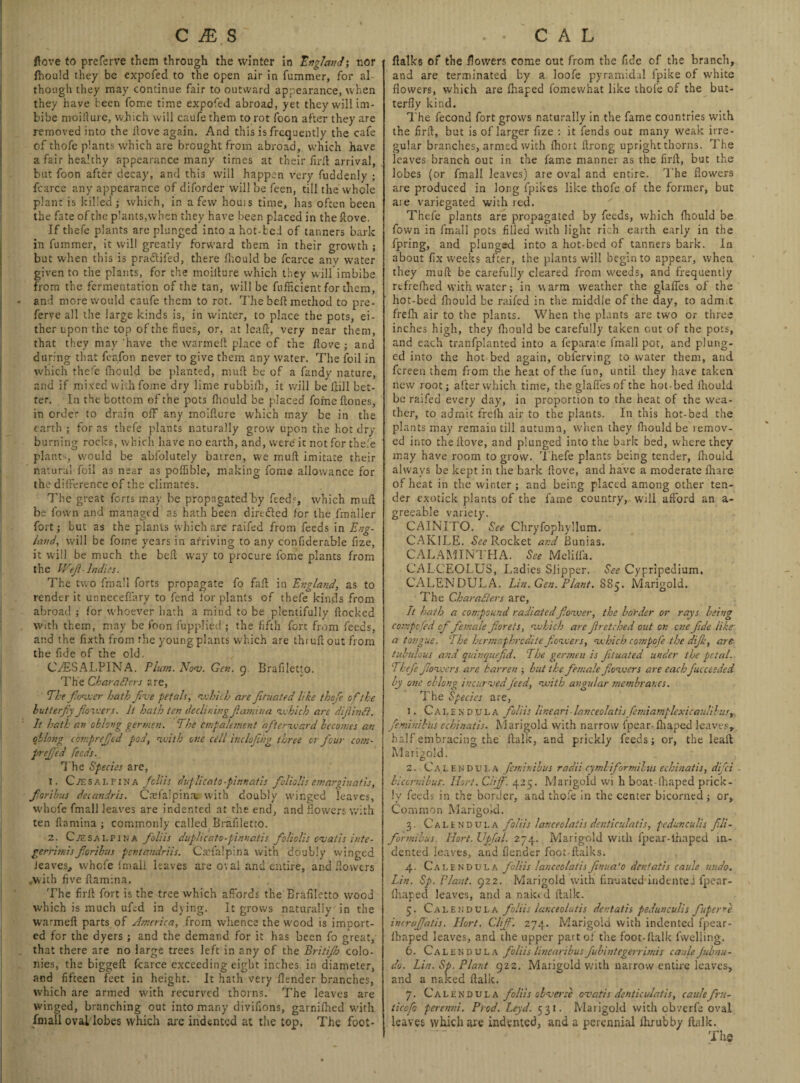 C JE S ftcve to preferve them through the winter in England-, nor fliould they be expofed to the open air in fummer, for al though they may continue fair to outward appearance, when they have teen fome time expofed abroad, yet they will im¬ bibe moillure, which will caufethem to rot icon after they are removed into the Hove again. And this is frequently the cafe of thofe plants which are brought from abroad, which have a fair healthy appearance many times at their firit arrival, but foon after decay, and this will happen very fuddenly ; fcarce any appearance of diforder will be feen, till the whole plant is killed ; which, in a few horns time, has often been the fate of the plants,when they have been placed in the Hove. If thefe plants are plunged into a hot-bed of tanners bark in fummer, it will greatly forward them in their growth ; but when this is pradlifed, there Ihould be fcarce any water given to the plants, for the moillure which they will imbibe from the fermentation of the tan, will be fufficient for them, and more would caufe them to rot. The bell method to pre¬ ferve all the large kinds is, in winter, to place the pots, ei¬ ther upon the top of the flues, or, at leafl, very near them, that they may ‘have the warmell place cf the Hove ; and during that feafon never to give them any water. The foil in which thefe fhould be planted, mult be of a fandy nature, and if mixed with fome dry lime rubbiih, it will be Hill bet¬ ter. In the bottom of the pots fhould be placed fome ftones, in order to drain off any moiflure which may be in the earth ; for as thefe plants naturally grow upon the hot dry burning rocks, which have no earth, and, were it not for thefe plants, would be abfolutely barren, we mull imitate their natural foil as near as polfible, making fome allowance for the difference of the climates. The great forts may be propagated by fcede, which muft be fown and managed as hath been diredled for the fmailer fort; but as the plains which are raifed from feeds in Eng¬ land, will be fome years in arriving to any conflderable fize, it will be much the bell way to procure fome plants from the Weft- Indies. The two fmall forts propagate fo fall in England, as to render it unneceflary to fend for plants of thefe kinds from abroad ; for whoever hath a mind to be plentifully flocked with them, may be foon fupplied ; the fifth fort from feeds, and the fixth from the youngplants which are thruflout from the fide of the old. CyESALPINA. Plum. Nov. Gen. 9. Braflletto. The Char afters are, The fewer hath five petals, which are Jituated like thofe ofthe hutterfy fiowers. It hath ten declining jiamina which are dijlinft. It hath an oblong germen. The cmpalement afterward becomes an oblong cbmprefjed pod, with one cell inclofihg three or four com- pref ed feeds. The Species are, 1. C/f.salfina fcliis duplicate.pinnatis foliolis emarginatis, fori bus decandris. Crelalpina. with doubly winged leaves, whofe fmall leaves are indented at the end, and flowers with ten flamina; commonly called Braflletto. 2. Ctfsai.Pina foliis duplicato-pinnatis foliolis evatis inte¬ ger risnis foribus pentandriis. Caflalpina with doubly winged leaves,, whofe imall leaves are oval and entire, and flowers .with five flamina. The firft fort is the tree which affords the Braflletto wood which is much ufcd in dying. It grows naturally in the warmeft parts of Atnerica, from whence the wood is import¬ ed for the dyers ; and the demand for it has been fo great, that there are no large trees left in any of the Britijb colo¬ nies, the biggeft fcarce exceeding eight inches in diameter, and fifteen feet in height. It hath very flender branches, which are armed with recurved thorns. The leaves are winged, branching out into many divifions, garnilhed with fmall oval lobes which are indented at the top. The foot- . . CAL flalk6 of the flowers come out from the fide of the branch, and are terminated by a loofe pyramidal fpike of white flowers, which are fhaped fomewhat like thofe of the but¬ terfly kind. The fecond fort grows naturally in the fame countries with the firfl, but is of larger fize : it fends out many weak irre¬ gular branches, armed with ibort flrong upright thorns. The leaves branch out in the fame manner as the firfl, but the lobes (or fmall leaves) are oval and entire. The flowers are produced in long fpikes like thofe of the former, but aie variegated with red. Thefe plants are propagated by feeds, which Ihould be fown in fmall pots filled with light rich earth early in the fpring, and plunged into a hot-bed of tanners bark. In about fix weeks after, the plants will begin to appear, when they muft be carefully cleared from weeds, and frequently refrefhed with water; in warm weather the glafles of the hot-bed fhould be raifed in the middle of the day, to adm.t frefh air to the plants. When the plants are two or three inches high, they fliould be carefully taken out of the pots, and each tranfplanted into a feparate fmall pot, and plung¬ ed into the hot bed again, obferving to water them, and fcreen them from the heat of the fun, until they have taken new root; after which time, the glafles of the hot-bed fliould be raifed every day, iti proportion to the heat of the wea¬ ther, to admit frelh air to the plants. In this hot-bed the plants may remain till autumn, when they fliould be remov¬ ed into the Hove, and plunged into the bark bed, where they may have room to grow. Thefe plants being tender, fhould always be kept in the bark flove, and have a moderate fnare of heat in the winter; and being placed among other ten¬ der exotick plants of the fame country, will afford an a- greeable variety. CAINITO. See Chryfophyllum. CAKlLE. <SV<? Rocket and Bunias. CALAMINTHA. See Meliffa. CALCEOLUS, Ladies Slipper. See Cypripedium. CALENDULA. Lin. Gen. Plant. S85. Marigold. The Char afters are, It hath a compound radiatedfiower, the border or rays being compefed of female florets, which arc f retched out on one flde like• a tongue. The hermaphrodite flowers, which compefe the difl, are tubulous and quinquefid. The germen is ftuated under the petal. Thefe flowers are barren ; but the female flowers are eachfucceeded by one oblong incurved feed, with angular membranes. The Species are, 1. Calendula foliis lineari-lanceolatisfemiamplexicaulilust feminibus echinatis. Marigold with narrow fpear-lhaped leaves, half embracing the ftalk, and prickly feeds; or, the leaft Marigold. 2. Calendula fetninibus radii cymbiformilus echinatis, difei ■ biccmibur. Ilort.Cliff. 425. Marigold wi h boat-fhaped prick¬ ly feeds in the border, and thofe in the center bicorned; or. Common Marigold. 3. Calendula foliis laneeolaiis denticulatis, fcdunculis fili- formibus. Ilort. Ujfail. 274. Marigold with fpear-lhaped in¬ dented leaves, and flender foot-ftaiks. 4. Calendula foliis lanceolatisflnua'o dentatis caule undo. Lin. Sp. Plant. 922. Marigold with finuated indented lpear- fliaped leaves, and a naked ftalk. 5. Calendula foliis lanceolatis dentatis pedunculis fuperre incraflatis. Ilort. Cliff. 274. Marigold with indented fpear- lhaped leaves, and the upper part of the foot-ftalk fweliing. 6. Calendula foliis linearthusfubintegerrimis caule Jubnu- do. Lin. Sp. Plant 922. Marigold with narrow entire leaves, and a naked ftalk. 7. Calendula foliis obverse ovatis denticulatis, caulefrtt- ticofo perenni. Prod. Leyd. 531. Marigold with obverfe oval leaves which are indented, and a perennial Ihrubby ftalk. The