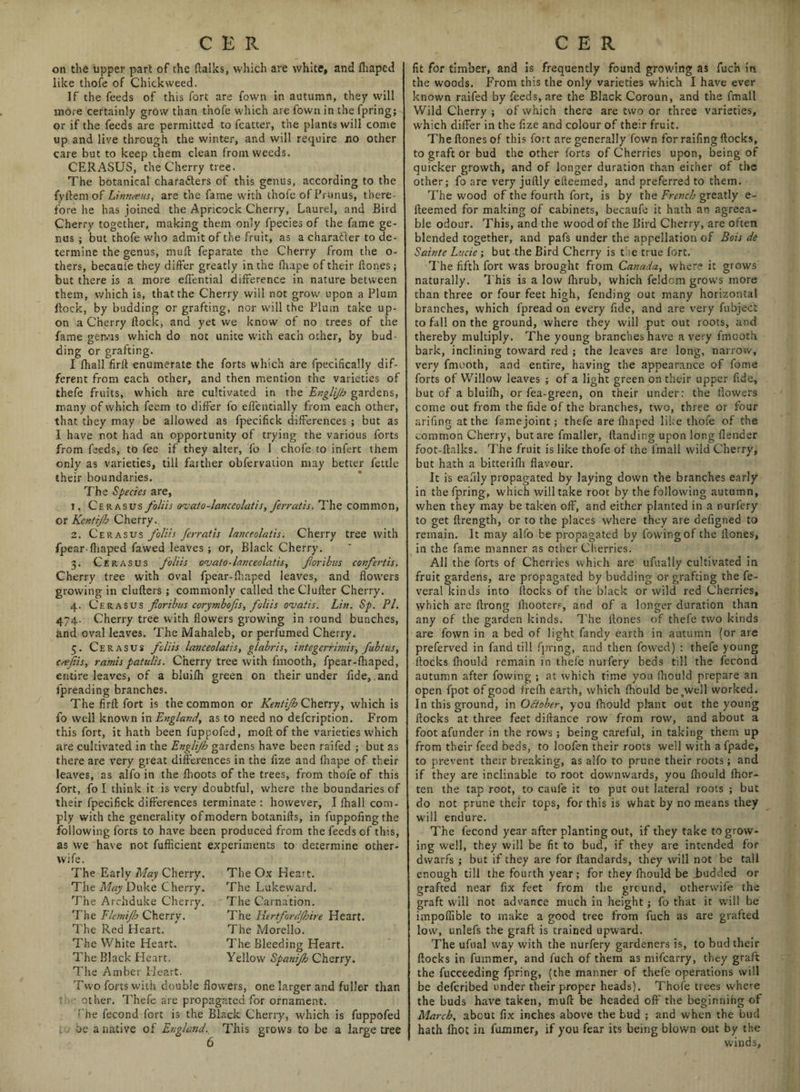 on the upper part of the (talks, which are white, and (haped like thofe of Chickweed. If the feeds of this fort are fown in autumn, they will more certainly grow than thofe which are fown in the fpring; or if the feeds are permitted to fcatter, the plants will come up and live through the winter, and will require no other care but to keep them clean from weeds. CERASUS, the Cherry tree. The botanical characters of this genus, according to the fyitem of Linnaeus, are the fame with thofe of Prunus, there¬ fore he has joined the Apricock Cherry, Laurel, and Bird Cherry together, making them only fpecies of the fame ge¬ nus ; but thofe who admit of the fruit, as a character to de¬ termine the genus, mult feparate the Cherry from the o- thers, becaufe they differ greatly in the drape of their (tones; but there is a more efiential difference in nature between them, which is, that the Cherry will not grow upon a Plum flock, by budding or grafting, nor will the Plum take up¬ on a Cherry dock, and yet we know of no trees of the fame gen.us which do not unite with each other, by bud¬ ding or grafting. I fhall firft enumerate the forts which are fpecifically dif¬ ferent from each other, and then mention the varieties of thefe fruits, which are cultivated in the Engli/b gardens, many of which feem to differ fo effentially from each other, that they may be allowed as fpecifick differences ; but as I have not had an opportunity of trying the various forts from feeds, to fee if they alter, To I chofe to infert them only as varieties, till farther obfervation may better fettle their boundaries. The Species are, 1. Cerasus foliis owato-lanceolatis, ferratis. The common, or Kentijh Cherry. 2. Cerasus foliis ferratis lanceolatis. Cherry tree with fpear-fhaped fawed leaves ; or, Black Cherry. 3. Ce rasus foliis oajato-lanceolatis, foribus confertis. Cherry tree with oval fpear-fhaped leaves, and flowers growing in clufters ; commonly called theClufler Cherry. 4. Cerasus foribus corymbofs, foliis o-uatis. Lin. Sp. PI. 474. Cherry tree with flowers growing in round bunches, and oval leaves. The Mahaleb, or perfumed Cherry. 5. Cerasus foliis lanceolatis, glabris, integerriniis, fublus, c ref is, ramis patulis. Cherry tree with fmooth, fpear-fhaped, entire leaves, of a bluifh green on their under fide,.and fpreading branches. The firft fort is the common or Kentijh Cherry, which is fo well known in England, as to need no defcription. From this fort, it hath been fuppofed, moft of the varieties which are cultivated in the Engli/b gardens have been raifed ; but as there are very great differences in the fize and fhape of their leaves, as alfo in the flioots of the trees, from thofe of this fort, fo I think it is very doubtful, where the boundaries of their fpecifick differences terminate : however, I fhall com¬ ply with the generality of modern botanifts, in fuppofingthe following forts to have been produced from the feeds of this, as we have not fufficient experiments to determine other- wife. The Early May Cherry. The Ox He2!t. The May Duke Cherry. The Lukevvard. The Archduke Cherry. The Carnation. to The Hertfordjhire Heart. The Morello. The Bleeding Heart. Yellow Spanifh Cherry. The Elemijh Cherry. The Red Heart. The White Heart. The Black Heart. The Amber Heart. Two forts with double flowers, one larger and fuller than other. Thefe arc propagated for ornament. :'he fecond fort is the Black Cherry, which is fuppofed be a native of England., This grows to be a large tree 6 fit for timber, and is frequently found growing as fuch in the woods. From this the only varieties which I have ever known raifed by feeds, are the Black Coroun, and the final! Wild Cherry ; of which there are two or three varieties, which differ in the fize and colour of their fruit. The ftones of this fort are generally fown for railing flocks, to graft or bud the other forts of Cherries upon, being of quicker growth, and of longer duration than either of the other; fo are very juftly efteemed, and preferred to them. The wood of the fourth fort, is by the French greatly e- fteemed for making of cabinets, becaufe it hath an agreea¬ ble odour. This, and the wood of the Bird Cherry, are often blended together, and pafs under the appellation of Bois de Sainte Lucie; but the Bird Cherry is the true fort. The fifth fort was brought from Canada, where it grows naturally. This is a low flirub, which feldom grows more than three or four feet high, fending out many horizontal branches, which fpread on every fide, and are very fubject to fall on the ground, where they will put out roots, and thereby multiply. The young branches have a very fmooth bark, inclining toward red ; the leaves are long, narrow, very fmooth, and entire, having the appearance of fome forts of Willow leaves ; of a light green on their upper fide, but of a bluifh, or lea-green, on their under: the flowers come out from the fide of the branches, two, three or four arifing at the famejoint; thefe are fhaped like thofe of the common Cherry, butare fmaller, (landing upon long (lender foot-ftalks. The fruit is like thofe of the frnall wild Cherry, but hath a bitterifli flavour. It is eaflly propagated by laying down the branches early in the fpring, which will take root by the following autumn, when they may be taken off, and either planted in a nurfery to get ftrength, or to the places where they are deflgned to remain. It may alfo be propagated by fowingof the flones, in the fame manner as other Cherries. All the forts of Cherries which are ufually cultivated in fruit gardens, are propagated by budding or grafting the fe- veral kinds into flocks of the black or wild red Cherries, which are flrong (hooters, and of a longer duration than any of the garden kinds. The flones of thefe two kinds are fown in a bed of light Tandy earth in autumn (or are preferved in fand till fpring, and then fowed) : thefe young flocks fhould remain in thefe nurfery beds till the fecond autumn after fowing ; at which time you fhould prepare an open fpot of good frefh earth, which fhould be^well worked. In this ground, in October, you fhould plant out the young flocks at three feet diftance row from row, and about a foot afunder in the rows ; being careful, in taking them up from their feed beds, to loofen their roots well with afpade, to prevent their breaking, as alfo to prune their roots; and if they are inclinable to root downwards, you (hould (hor- ten the tap root, to caufe it to put out lateral roots ; but do not prune their tops, for this is what by no means they will endure. The fecond year after planting out, if they take to grow¬ ing well, they will be fit to bud, if they are intended for dwarfs ; but if they are for flandards, they will not be tall enough till the fourth year; for they fhould be budded or grafted near fix feet from the ground, otherwife the graft will not advance much in height; fo that it will be impoflible to make a good tree from fuch as are grafted low, unlefs the graft: is trained upward. The ufual way with the nurfery gardeners is, to bud their flocks in fummer, and fuch of them as mifcarry, they graft the fucceeding fpring, (the manner of thefe operations will be defcribed under their proper heads). Thofe trees where the buds have taken, mull be headed off the beginning of March, about fix inches above the bud ; and when the bud hath (hot in fummer, if you fear its being blown out by the winds.