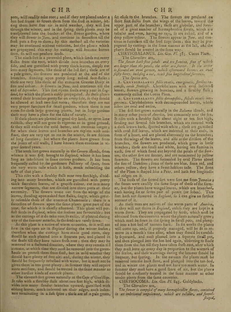 pots, will readily take root; and if they arc placed under a hot bed frame to fcreen them from the froft in winter, let¬ ting them have free air in mild weather, they will live through the winter, and in the fpring thefe plants may be tranlplanted into the border, of the flower garden, w here they will flower in June, and continue in fucceflion till the frofl puts a flop to them; by this method all the varieties may be continued without variation, but the plants which are propagated this way by cuttings will become barren loon, fo will not produce feeds. The ninth fort is a perennial plant, which fends out many ftalks from the root, which divide into branches on every flde, and are garnifhed with pretty thick, leaves, deeply cut into many fegments, like thofe of the la it fort; thefe are of a pale green, the flowers are produced at the end of the branches, Handing upon pretty long naked foot-flalks ; thefe are very like thofe of the common Greater Daily in flze and colour. It flowers in June, and continues till the end of September. This fort ripens feeds every year in Eng¬ land, by which the plant is eaiily propagated. As thefe plants extend their brandies pretty far on every flde, fo they fhould be allowed at lead two feet room; therefore they are not very proper furniture for fmall gardens, where there is not room for thefe large growing plants, but in large gardens thefe may have a place for the fake of variety. If thefe plants are planted in good dry land, or upon lime rubbifli, they will not grow fo vigorous as in good ground, fo they will endure the cold better, and continue longer ; for when their leaves and branches are rep’ete with moi- flure, they are very apt to rot in the winter, fo are feidom of long duration ; but where the plants have grown from the joints of old walls, I have known them continue in vi¬ gour feveral years. The tenth fort grows naturally in the Canary iflands, from whence it was firft brought to England, where it has been long an inhabitant in fome curious gardens. It has been frequently called by,the gardeners Pellitory of Spain, from the very warm tatle which it hath, much refembling the tafte of that plant. This rifes with a flirubby flalk near two feet high, divid¬ ing into many branches, which are garnifhed with pretty thick fucculent leaves, of a grayifh colour, cut into many narrow fegments, that are divided into three parts at their extremity. The flowers come out from the wings of the leaves, Handing upon naked foot ftalks, fingly, which great¬ ly refemble thofe of the common Chamomile ; there is a luccelflon of flowers upon the fame plants great part of the year, for which it is chiefly efteemed. This plant will per- fefl feeds in England, when the feafons are favourable; but as the cuttings of it do take root fo eaflly, if planted during any of the fummer months, fo the feeds are rarely fown. As this plant is a native of warm countries, fo it will not live in the open air in England during the winter feafon ; therefore when the cuttings have made good roots, they fhould be each planted into a feparate pot, and placed in the ihade till they have taken frefli root; then they may be removed to a fheltered fituation, where they may remain till autumn, at which time they mufl be removed into the green- houfe to protedl them from fioft, but in mild weather they fhould have plenty of free air, and, during the winter, they fhould be frequently refrefhed with water, but it mufl not be given them in too great plenty ; in fummer they will require more moiflure, and fiiould be treated in the fame manner as other hardier kinds of exotick plants. The eleventh fort grows naturally at theC^ of Good Hope. It rifes with a flirubby flalk about two feet high, which di¬ vides into many (lender branches upward, garnifhed with oblong leaves, much indented on their edges, each inden¬ ture terminating in a foft fpine ; thefe are of a pale green, fet clqfe to the branches. The flowers hre produced on fhort foot-flalks from the wings of the leaves, toward tho upper part of the branches ; thefe are globular, and form¬ ed of a great number of hermaphrodite florets, which are tubular and even, having no rays, fo are naked, and of a deep yellow colour. The flowers appear in 'June, and con¬ tinue in fucceflion till the frofl flops them ; this may be pro¬ pagated by cuttings in the fame manner as the lait, ahd the plants fiiould be treated in the fame way. CHRYSOBALANUS. tin. Gen. El, 585. Cocoa Plum. The Characters are, The flower hath five petals and ten Jiamina, five of which are longer than the petals, the other are Jhorter. In the center is fiituated an oval gertnen, which afterward becomes an oval fiejhy berry, inclofi.ng a nut, .with five longitudinalfurrows. The Species are, 1. Chrysobalanus foliis ova t is, ema> ginatis, fioribus ra - cemofiis, caule J'ruticofio. Chryfoba’anus with oval indented leaves, flowers growing in bunches, and a flirubby flalk ; commonly called the Cocoa Plum. 2. Chrysobalanus foliis dccomfofitis, foliolis oval is inte- gerrimis. Chryfobalanus with decompounded leaves, whofe lobes are oval and entire, The firft fort grows naturally in the Bahama iflands, ar.d in many other parts of America, but commonly near the fea. It rifes with a flirubby flalk about eight cr ten feet high, fending out feveral fide branches, which are covered with- a dark brown bark, fpotted with white ; thefe are garnifhed with oval fliff leaves, which are indented at their ends, in form of a heart, and are placed alternately on the branches; from the wings of the leaves, and alfo at the divifion of the branches, the flowers are produced, which grow in loofe bunches; thefe are fmall and white, having ten (lamina in each, five of which Hand out beyond the petals of the flow¬ ers, the other five are fhorter, and are terminated by yellow fummits. The flowers are fucceeded by oval Plums about the flze of Damfons; fome of thefe are blue, fome red, and others yellow, they have a fweet lufeious tafte. The Hone of the Plum is fhaped like a Pear, and hath five longitudi¬ nal ridges on it. The feeds of the fecona fort were font me from Jamaica ;• the ftones were exaflly the fame fhape of thofe of the form¬ er, but the plants have winged leaves, which are branched, each having fix or feven pair of pinnae (or lobes). This fort hath not flowered in England, fo I can give no farther account of it. As thefe trees are natives of the warm parts of America, fo they will not thrive in England, unlefs they are kept in a warm fiove. They are propagated by feeds, which mufl be obtained from the countries where the plants naturally grow; which mufl be fown in the fpring in fmall pots, and plung¬ ed into a hot-bed of tanners bark. In fix weeks the plants will come up, and, if properly managed, will be fit to re¬ move in a month’s time after, when they fhould be careful¬ ly feparated, and each planted into a feparate fmaJl pot, and then plunged into the hot-bed again, obfervingto (hade them from the fun till they have taken frefli root, after which they mufl have air every day in proportion to the warmth of the feafon, and their waterings during the fummer fhould be frequent, but fparing. In the autumn the plants mufl be ' removed into the bark dove, and plunged into the tan-bed, and in winter the plants mufl not have too much water. In fummer they mufl have a good fliare of air, but the plants fhould be conflantly treated in the fame manner as other tender plants from the fame countries. CHRYSOCOMA. Lin. Gen. PI. 845. Goldylocks. The Characters are, The flower is compofed of many hermaphrodite florets, contained in an imbricated empalement, which are tubular, and funnel- Jhapedy