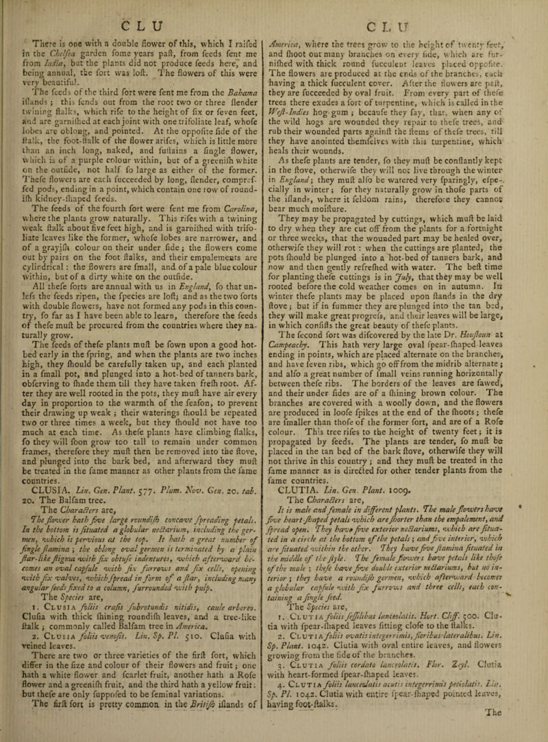 There is one with a double flower of this, which I railed in the Chelfea garden Tome years part, from feeds fent me from Lidia, but the plants did not produce feeds here, and being annual, the fort was loft. The flowers of this were very beautiful. The feeds of the third fort were fent me from the Bahama iflands ; this fends out from the root two or three (lender twining Italics, which rife to the height of fix or feven feet, and are garniihed at each joint with one trifoliate leaf, whofe lobes are oblong, and pointed. At the oppofite flde of the ilaik, the foot-ftalk of the flower arifes, which is little more than an inch long, naked, and fuftains a Angle flower, which is of a purple colour within, but of a greenifh white on the outflde, not half fo large as either of the former. Thefe flowers are each fucceeded by long, (lender, compref- fed pods, ending in a point, which contain one row of round- ifh kidney-draped feeds. The feeds of the fourth fort were fent me from Carolina, where the plants grow naturally. This rifes with a twining weak (talk about five feet high, and is garniihed with trifo¬ liate leaves like the former, whofe lobes are narrower, and of a grayiih colour on their under fide; the flowers come out by pairs on the foot ftaiks, and their empalemeats are cylindrical: the flowers are fmall, and of a pale blue colour within, but of a dirty white on the outfide. All thefe forts are annual with us in England, fo that un- lefs the feeds ripen, the fpecies are loft] and as the two forts with double flowers, have not formed any pods in this coun¬ try, fo far as I have been able to learn, therefore the feeds of thefe muft be procured from the countries where they na¬ turally grow. The feeds of thefe plants muft be fown upon a good hot¬ bed early in the fpring, and when the plants are two inches high, they (hould be carefully taken up, and each planted in a fmall pot, and plunged into a hot-bed of tanners bark, obferving to (hade them till they have taken frefh root. Af¬ ter they are well rooted in the pots, they muft have air every day in proportion to the warmth of the feafon, to prevent their drawing up weak ; their waterings (hould be repeated two or three times a week, but they (hould not have too much at each time. As thefe plants have climbing ftaiks, fo they will (bon grow too tall to remain under common frames, therefore they muft then be removed into the ftove, and plunged into the bark bed, and afterward they muft be treated in the fame manner as other plants from the fame countries. CLUSIA. Lin. Gen. Plant. 577. Plum. Nov. Gen, 20. tab. 20. The Balfam tree. The Characters arc. The flower hath five large rcundi/h concave fif reading petals. In the bottom is Jituated a globular neQarium, including the gcr- men, which is pervious at the top. It hath a great number ofi Jingle Jlamina ; the oblong oval germen is terminated by a plain filar-like fiignia with fix obtufie indentures, which afterward be¬ comes an oval capfiule with Jix furrows and fix cells, opening with fix valves, which fipread in form ofi a Jlar, including many angular feeds fixed to a column, fur rounded with pulp. The Species are, 1. Clusia foil is crafts fubrotundis nitidis, caule arbor eo. Clufia with thick fhining roundifh leaves, and a tree-like ilaik ; commonly called Balfam tree in America. 2. Clusia folds venofiis. Lin.Sp.Pl. 510. Clufia with veined leaves. There are two or three varieties of the firft fort, which differ in the fize and colour of their flowers and fruit; one hath a white flower and fcarlet fruit, another hath a Rofe flower and a greenifh fruit, and the third hath a yellow fruit: but thefe are only fuppofed to be feminal variations. The firft fort is pretty common in the Bridjh iflands of America, where the trees grow to the height of twenty feet, and (hoot out many branches on every fide, which are fur- nifhed with thick round fucculent leaves placed oppofite. The flowers are produced at the ends of the branches, each having a thick fucculent cover. Afterthe flowers are pad, they are fucceeded by oval fruit. From every part of thefe trees there exudes a fort of turpentine, which is called in the Wejl-Indies hog-gum ; becaufe they fay, that, when any of the wdld hogs are wounded they repair to thefe trees, and rub their wounded parts againft the llems of thefe trees, till they have anointed themfeives with this turpentine, which heals their wounds. As thefe plants are tender, fo they muft be conftantly kept in the ftove, otherwife they will not live through the winter in England-, they muft alfo be watered very fparingly, efpe-. dally in winter; for they naturally grow in thofe parts of the iflands, where it feldom rains, therefore they cannot? bear much moifture. They may be propagated by cuttings, which muft be laid to dry when they are cut off from the plants for a fortnight or three weeks, that the wounded part may be healed over, otherwife they will rot : when the cuttings are planted, the pots fhould be plunged into a hot-bed of tanners bark, and now and then gently refrefhed with water. The beft time for planting thefe cuttings is in July, that they may be well rooted before the cold weather comes on in autumn. In winter thefe plants may be placed upon (lands in the dry (love; but if in fummer they are plunged into the tan bed, they will make great progrefs, and their leaves will be large, in which confifts the great beauty of thefe plants. The fecond fort was difeovered by the late Dr. Houfloun at Campeachy. This hath very large oval fpear-fhaped leaves ending in points, which are placed alternate on the branches, and have feven ribs, which go off from the midrib alternate ; and alfo a great number of fmall veins running horizontally between thefe ribs. The borders of the leaves are fawed, and their under fides are of a fiiining brown colour. The branches are covered with a woolly down, and the flowers are produced in loofe fpikes at the end of the (hoots; thefe are (mailer than thofe of the former fort, and are of a Rofe colour. This tree rifes to the height of twenty feet; it is propagated by feeds. The plants are tender, fo muft be placed in the tan bed of the bark ftove, otherwife they will not thrive in this country ; and they muft be treated in the fame manner as is directed for other tender plants from the fame countries. CLUTIA. Lin. Gen. Plant. 1009. The Characters are, It is male andfemale in different plants. The male flowers have five heart Jhaped petals which areJhorter than the empalement, and fipread open. They hav» five exterior neClariums, which are Jitua- ted in a circle at the bottom ofi the petals ; and five interior, which are Jituated within the other. They have five Jtamina Jituated in the middle ofi the Jtyle. The female flowers have petals like thofe of the male ; thefe have Jive double exterior neClariums, but no in¬ terior ; they have a romdijb germen, which aftervsard becomes a globular capjule with Jix furrows and three cells, each con¬ taining a Jingle Jeed. The Species are, 1. Clutia folds fiefifdibus lanceolatis. Hurt. Chfifi. 5 00. Cla* tia with fpear-ihaped leaves fitting clofe to the ftaiks. 2. Clutia folds ovatis integerrimis,Jloribus lateralibus. Lin. Sp. Plant. 1042. Clutia with oval entire leaves, and flowers growing from the fide of the branches. 3. Clutia folds cordate lanceolatis. Flor. Zeyl. Clutia with heart-formed fpear-(haped leaves. 4. Clutia folds lanceolatis acutis integerrimis peticlaiis. Lin. Sp. PI. 1042. Clutia with entire fpear-ihaped pointed leaves, having foot-ftalks.