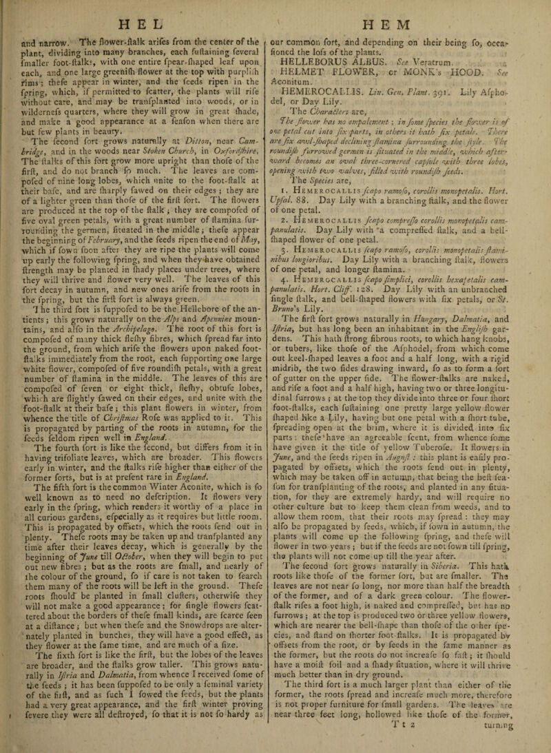 and narrow. The flower-ftalk arifes from the center of the plant, dividing into many branches, each fuftaining feveral fmaller foot-ftalks, with one entire fpear-fhaped leaf upon each, and one large greenifli flower at the top with purpliih rims; thefc appear in winter, and the feeds ripen in the fpring, which, if permitted to fcatter, the plants will rife without care, and may be tranfplanted into woods, or in wildernefs quarters, where they will grow in great ihade, and make a good appearance at a feafon when there are but few plants in beauty. The fecond fort grows natumfly at Dittos, near Cam¬ bridge, and in the woods near Stoken Church, in Oxfordjhire. The ftalks of this fort grow more upright than thofe of the firft, and do not branch fo much. The leaves are com* pofed of nine long lobes, which unite to the foot-flalk at their bafe, and are lharply fawed on their edges ; they are of a lighter green than thofe of the firft fort. The flowers are produced at the top of the ftalk ; they are compofed of five oval green petals, with a great number of (lamina fur- rounding the germen, fituated in the middle; thefe appear the beginning of February, and the feeds ripen the end of May, which if fown foon after they are ripe the plants will come up early the following fpring, and when they have obtained ftrength may be planted in fhady places under trees, where they will thrive and flower very well. The leaves of this fort decay in autumn, and new ones arife from the roots in the fpring, but the firft fort is always green. rJ he third fort is fuppofed to be the Hellebore of the an- tients; this grows naturally on the Alps and Apennir.e moun¬ tains, and alfo in the Archipelago. The root of this fort is compofed of many thick flefhy fibres, which fpread far into the ground, from which arife the flowers upon naked foot- flalks immediately from the root, each fupporting one large white flower, compofed of five roundilh petals, with a great number of ftamina in the middle. The leaves of this are compofed of feven or eight thick, flefhy, obtufe lobes, which are {lightly fawed on their edges, and unite with the foot-flalk at their bafe; this plant flowers in winter, from whence the title of Ckrifimas Rofe was applied to it. This is propagated by parting of the roots in autumn, for the feeds feldom ripen well in England. The fourth fort is like the fecond, but differs from it in having trifoliate leaves, which are broader. This flowers early in winter, and the ftalks rife higher than either of the former forts, but is at prefent rare in England. The fifth fort is the common Winter Aconite, which is fo well known as to need no defeription. It flowers very early in the fpring, which renders it worthy of a place in all curious gardens, efpecially as it requires but little room. This is propagated by offsets, which the roots fend out in plenty. Thefe roots may be taken up and tranfplanted any time after their leaves decay, which is generally by the beginning of June till OBober, when they will begin to put out new fibres ; but as the roots are final], and nearly of the colour of the ground, fo if care is not taken to fearch them many of the roots will be left in the ground. Thefe roots flioulcf be planted in fmall cluflers, othervvife they will not make a good appearance; for Angle flowers flut¬ tered about the borders of thefe fmall kinds, are fcarce feen at a diftance; but when thefe and the Snowdrops are alter¬ nately planted in bunches, they will have a good effeft, as they flower at the fame time, and are much of a fize. The fixth fort is like the firft, but the lobes of the leaves are broader, and the ftalks grow taller. This grows natu¬ rally in IJlria and Dalmatia, from whence I received fome of tf.e feeds ; it has been fuppofed to be only a feminal variety of the fiift, and as fuch I fowed the feeds, but the plants had a very great appearance, and the firft winter proving i fevere they were all deftroyed, fo that it is not fo hardy as our common fort, and depending on their being fo, occa- ftoned the lofs of the plants. HELLEBORUS ALBUS. See Veratrum. HELMET FLOWER, cr MGNK’s HOOD. See Aconitum. HEMEROCALIdS. Lin. Gen. Plant. 391. Lily Afpho- del, or Day Lily. The CharaBcrs are, The fewer has no empalement ; in fame fpecies the fienver is of one petal cut into fix parts, in others it hath fix petals. There are fix awl-Jhaped declining (lamina furrounding the Jlyle. The roundijh furrowed germen is fituated in the middle, which after- ward becomes an oval three-cornered capfule with three lobes, opening with two valves, filled with roundijh feeds. The Species are, 1. H emerocallis fcapo ramofo, corellis monopetalis. Hart. Upfal. 88. Day Lily with a branching ftalk, and the flower of one petal. 2. Hemerocallis fcapo compreffo ccrollis mompetfdis cant- panulatis. Day Lily with a comprefled ftalk, and a bell- fhaped flower of one petal. 3. Hemerocallis fcapo ramofo, corollis monopeta.lis fiami- nibus longioribus. Day Lily with a branching ftalk, flowers of one petal, and longer ftamina. 4. Hemerocallis fcapo fimplici, corollis hcxa‘etails cam¬ panula's. Hart. Cliff. 128. Day Lily with an unbranched Angle ftalk, and beil-fhaped flowers with Ax petals, or St. Bruno's Lily. The firft fort grows naturally in Hungary, Dalmatia, and IJlria, but has long been an inhabitant in the Englijh gar¬ dens. This hath ftrong fibrous roots, to which hang knobs, or tubers, like thofe of the Afphodel, from which come out keel-fhaped leaves a fooc and a half long, with a rigid midrib, the two Ades drawing inward, fo as to form a fort of gutter on the upper fide. The flower-ftalks are naked, and rife a foot and a half high, having two or three longitu¬ dinal furrows ; at the top they divide into three or four lhort foot-ftalks, each fuftaining one pretty large yellow flower lhaped like a Lily, having but one petal with a fhort tube, fpreading open at the brim, where it is divided, into fix parts: thefe'have an agreeable feent, from whence fome have given it the title of yellow Tuberofe. It flowers in June, and the feeds ripen in Augnfi : this plant is eafily pro¬ pagated by offsets, which the roots fend out in plenty, which may be taken off in autumn, that being the beft fea- foil for tranfplanting of the roots, and planted in any fixa¬ tion, for they are extremely hardy, and will require no other culture but to keep them clean from weeds, and to allow them room, that their roots may fpread : they may alfo be propagated by feeds, which, if fown in autumn, the plants will come up the following fpring, and thefe will flower in two years; but if the feeds are not fown till fpring, the plants will not come up till the year after. The fecond fort grows naturally in Siberia. This hat1* roots like thofe of the former fort, but are fmaller. Tha leaves are not near fo long, nor more than half the breadth of the former, and of a dark green colour. The flovver- ftalk nfes a foot high, is naked and comprelfed, but has no furrows ; at the top is produced two or three yellow flowers, which are nearer the beil-fhape than thofe of the 0 her fpe¬ cies, and Hand on ihorter foot-ftalks. It is propagated bv * offsets from the root, or by feeds in the fame manner as the former, but the roots do not increafe fo faff:; it fhould have a moift foil and a fhady Atuation, where it will thrive much better than in dry ground. The third fort is a much larger plant than either of the former, the roots fpread and increafe much more, therefore is not proper furniture for fmall gardens. 'The leaves are near three feet long, hollowed like thofe of the former, T t z turnmg