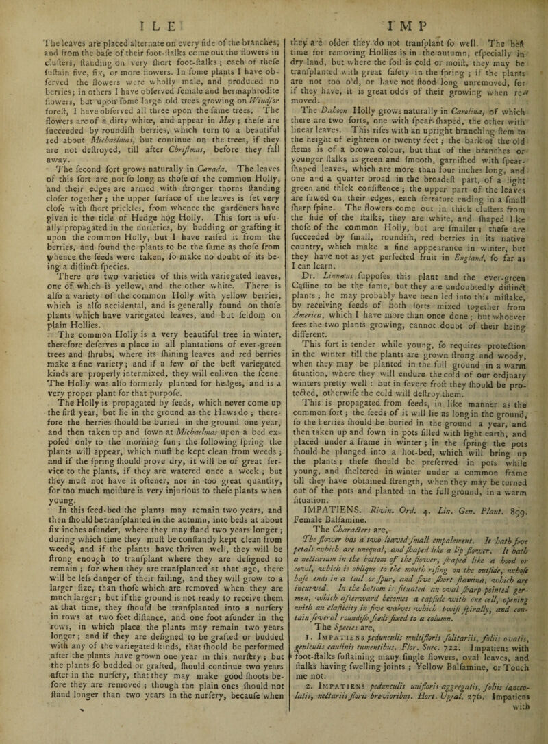 The leaves are placed alternate on every Tide of the branches, and from the bafe of their foot-Halks come out the dowers in clutters, Handing on very fhort foot-ftalks ; each of thefe fuftain five, fix, or more flowers. In fome plants I have ob¬ ferved the flowers were wholly male, and produced no berries; in others I have obferved female and hermaphrodite flowers, but upon fome large old trees growing on Windfor foreft, I have obferved all three upon the fame trees. The flowers are of a dirty white, and appear in May; thefe are fucceeded by roundifh berries, which turn to a beautiful red about Michaelmas, but continue on the trees, if they are not deftroyed, till after Chrijlmas, before they fall away. T he fecond fort grows naturally in Canada. The leaves of this fort are not fo long as thofe of the common Holly, and their edges are armed with ttronger thorns Handing clofer together ; the upper furface of the leaves is fet very clofe with (hort prickles, from whence the gardeners have given it the title of Hedge hog Holly. This fort is ufu- aily propagated in the nurferies, by budding or grafting it upon the common Holly, but I have railed it from the berries, and found the plants to be the fame as thofe from whence the feeds were taken, fo make no doubt of its be¬ ing a diltindl fpecies. J There are two varieties of this with variegated leaves, one of which is yellow, and the other white. There is alfo a variety of the common Holly with yellow berries, which is alfo accidental, and is generally found on thofe plants which have variegated leaves, and but feldom on plain Hollies. The common Holly is a very beautiful tree in winter, therefore deferves a place in all plantations of ever-green trees and fhrubs, where its fhining leaves and red berries make a fine variety; and if a few of the belt variegated kinds are properly intermixed, they will enliven the feene The Holly was alfo formerly planted for hedges, and is a very proper plant for that purpofe. The Holly is propagated by feeds, which never come up the firfl year, but lie in the ground as the Haws do ; there¬ fore the berries fhould be buried in the ground one year, and then taken up and fown at Michaelmas upon a bed ex- pofed only to the morning fun ; the following fpring the plants will appear, which muH be kept clean from weeds ; and if the fpring fliould prove dry, it will be of great fer- vice to the plants, if they are watered once a week ; but they mult not have it oftener, nor in too great quantity, for too much moiHure is very injurious to thefe plants when young. In this feed-bed the plants may remain two years, and then fhould be tranfplanted in the autumn, into beds at about fix inches afunder, where they may Hand two years longer ; during which time they mult be confiantly kept clean from weeds, and if the plants have thriven well, they will be flrong enough to tranfplant where they are defigned to remain ; for when they are tranfplanted at that age, there will be lefs danger of their failing, and they will grow to a larger fize, than thofe which are removed when they are much larger; but if the ground is not ready to receive them at that time, they fhould be tranfplanted into a nurfery in rows at two feet dillance, and one foot afunder in the rows, in which place the plants may remain two years longer; and if they are defigned to be grafted or budded with any of the variegated kinds, that fiiould be performed after the plants have grown one year in this nurfery ; but the plants fo budded or grafted, fhould continue two years after in the nurfery, that they may make good fhoots be¬ fore they are removed ; though the plain ones iliould not Hand longer than two years in the nurfery, becaufe when they are older they do not tranfplant fo well. The bed time for removing Hollies is in the autumn, efpecially in dry land, but where the foil is cold or moitt, they may be tranfplanted with great fafety in the fpring ; if the plants are not too o'd, or have not Hood long unremoved, for if they have, it is great odds of their growing when re^ moved. The Dahoon Holly grows naturally in Carolina, of which there are two forts, one with fpear-fhaped, the other with linear leaves. This rifes with an upright branching Hem to the height of eighteen or twenty feet ; the bark of the old Hems is of a brown colour, but that of the branches or younger llalks is green and fmooth, garnifhed with fpear- fhaped leaves, which are more than four inches long, and one a^d a quarter broad in the broadefl part, of a light green and thick confidence ; the upper part of the leaves are fawed on their edges, each ferrature ending in a fmall lharp fpine. The flowers come out in thick cluHers from the fide of the llalks, they are white, and fhaped like thofe of the common Holly, but are fmaller ; thefe are fucceeded by fmall, roundifh, red berries in its native country, which make a fine apppearance in winter, but they have not as yet perfected fruit in England, fo far as I can learn. Dr. Linn revs fuppofes this plant and the ever-green Caffine to be the fame, but they are undoubtedly diltindt plants ; he may probably have been led into this miflake, by receiving feeds of both forts mixed together from America, which I have more than once done ; but whoever fees the tw.o plants growing, cannot doubt of their being different. This fort is tender while young, fo requires protection in the winter till the plants are grown firong and woody, when they may be planted in the full ground in a warm fituation, where they will endure thecold of our ordinary winters pretty well : but in fevere frofl they fhould be pro¬ tected, othervvife the cold will dellroythem. This is propagated from feeds, in like manner as the common fort; the feeds of it will lie as long in the ground, fo the teriies fhould be buried in the ground a year, and then taken up and fown in pots filled with light earth, and placed under a frame in winter ; in the fpring the pots fhould be plunged into a hot-bed, which will bring up the plants ; thefe fhould be preferved in pots while young, and fheltercd in winter under a common frame till they have obtained flrength, when they may be turned out of the pots and planted in the full ground, in a warm fituation. IMPATIENS. Rivin. Ord. 4. Lin. Gen. Riant. 899. Female Ballamine. The Characters are, The flower has a two-leaved fmall empalement. It hath five petals vshich are unequal andJhaped like a Vp flower. It hath a nedarium in the bottom of the flower, Jhaped like a hood or cowl, which is oblique to the mouth rifling on the outjide, whoft bafe ends in a tail or fpur, and five fhort ftamina, which are incurved. In the bottom is fituated an oval Jharp pointed ger- men, which afterward becomes a capfule with one cell, opening with an elafiicity in five valves which twifi fpirally, and con¬ tain j'everal roundifh feds fixed to a column. The Species are, 1. Impatiens pedunculis multifioris folitariis, foliis ovatis, geniculis caulinis lumentibus. Flor. Suec. 722. Impatiens with • foot-flalks fuflaining many fingle flowers, oval leaves, and llalks having fwelling joints ; Yellow Balfamine, or Touch me not. 2. Impatiens pedunculis unifloris aggregatis, foliis lanceo- latis, nedariisfioris brevioribus. Hort. Upjal. 276. Impatiens with