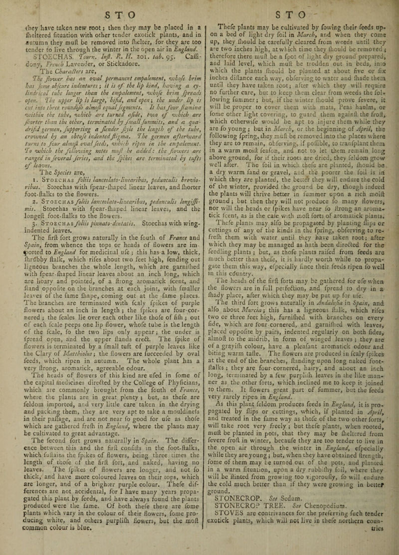 they have taken new root; then they may be placed in a fneltered fituation with other tender exotick plants, and in autumn they mull be removed into (belter, for they are too tender to live through the winter in the open air in England. STOECHAS. Town. hjl. R. H. 201. tab. 95. Cafli- dony, French Lavender, or Stickadore. The Characters are, The fower has an oval permanent empalement, whofe brim has Jome obfcure indentures ; it is of the lip kind, having a cy¬ lindrical tube longer than the empalement, whofe brim fpreads open. The upper lip is large, bifid, and open; the under lip is cut into three roundijh almojl equal fegments. It has four flamina veitbin the tube, which are turned afide, two of which are jhorter than the other, terminated by fimall Jummits, and a qua- drifid germen, fupporting a Jlender Jiyle the length of the tube, crowned by an obtufie indentedfiigma. The germen afterward turns to four almojl oval feeds, which ripen in the empalement. To which the following notes mufi be added: the fiowers are ranged in feveral feries, and the fpikes are terminated by tufts of leaves. ' The Species 2re, 1. Stoechas foliis lanceolato-linearibus, pedunculis brevio- ribus. Stoechas with fpear-lhaped linear leaves, andlhorter foot-llalks to the flowers. 2. Stoechas foliis lanceolato-linearibus, pedunculis longifji- mis. Stoechas with fpear-lhaped linear leaves, and the longed foot-llalks to the flowers. 3. Stoechas foliis pinnato-dentatis. Stoechas with wing- indented leaves. The firll fort grows naturally in the fouth of France and Spain, from whence the tops or heads of flowers are im¬ ported to England for medicinal ufe ; this has a low, thick, IhnJbby llaik, which rifes about two feet high, fending out ligneous branches the whole length, which are garnilhed with fpear-lhaped linear leaves about an inch long, which are hoary and pointed, of a ilrong aromatick feent, and fcand oppofite on the branches at each joint, with fmaller leaves of the fame lhape, coming out at the fame places. The branches are terminated wjth fcaly fpikes of purple flowers about an inch in length ; the fpikes are four-cor¬ nered ; the feales lie over each other like thofe of filh ; out of each fcale peeps one lip flower, whofe tube is the length of the fcale, fo the two lips only appear; the under is fpread open, and the upper Hands eredt. The fpike of flowers is terminated by a fmall tuft of purple leaves like the Clary of Matthiolus; the flowers are fucceeded by oval feeds, which ripen in autumn. The whole plant has a very Ilrong, aromatick, agreeable odour. The heads of flowers of this kind are ufed in fome of the capital medicines diredled by the College of Phyficians, which are commonly brought from the fouth of France, where the plants are in great plenty ; but, as thefe are feldom imported, and very little care taken in the drying and packing them, they are very apt to take a mouldinels in their paflage, and are not near fo good for ufe as thofe which are gathered frelh in England, where the plants may be cultivated to great advantage. The fecond fort grows naturally in Spain. The differ¬ ence between this and the firll confiils in the foot-llalks, which fullains the fpikes of flowers, being three times the length of thofe of the firll fort, and naked, having no leaves. The fpikes of flowers are longer, and not fo thick, and have more coloured leaves on their tops, which are longer, and of a brighter purple colour. Thefe dif¬ ferences are not accidental, for I have many years propa¬ gated this plant by feeds, and have always found the plants produced were the fame. Of both thefe there are fome plants which vary in the colour of their flowers, fome pro¬ ducing white, and others purplilh flowers, but tire moil common colour is blue. Thefe plants may be cultivated by flowing their feeds up¬ on a bed of light dry foil in March, and when they come up, they Ihould be carefully cleared from weeds until they are two inches high, at which time they Ihould be removed ; therefore there mud be a fpot of light dry ground prepared, and laid level, which mull be trodden out in beds, into which the plants fnould be planted at about five or fix inches dillance each way, obferving to water and (hade them until they have taken root; after which they will require no further care, but to keep them clear from weeds the fol¬ lowing fummer; but, if the winter Ihould prove fevere, it will be proper to cover them with mats, Peas haulm, or fome other light covering, to guard them againll the froil, which otherwife would be apt to injure them while they are fo young ; but in March, or the beginning of April, the following fpring, they mud be removed into the places where they are to remain, obferving, if pofiible, to tranfplant them in a warm moid feafon, and not to let them remain long above ground, for if their roots are dried, they feldom gTovv well after. The foil in which thefe are planted, ihould be a dry warm fand or gravel, and the poorer the foil is in which they are planted, the better they will endure the cold of the winter, provided the ground be dry, though indeed the plants will thrive better in fummer upon a rich moill ground ; but then they will not produce fo many flowers, nor will the heads or fpikes have near 16 Ilrong an aroma¬ tick (cent, as is the cafe with mod forts of aromatick plants. Thefe plants may alfo be propagated by planting flips or cuttings of any of the kinds in the fpring, obferving to re- frelh them with water until they have taken root; after which they may be managed as hath been diredled for the feedling plants; but, as thofe plants railed from feeds are much better than thefe, it is hardly worth while to propa¬ gate them this way, efpecially fince their feeds ripen fo well in this cduntry. The heads of the fird forts may be gathered for ufe when the dowers are in full perfection, and fpread to dry in a lhady place, after which they may be put up for ufe. The third fort grows naturally in Andalujia in Spain, and alfo about Murcia; this has a ligneous dalk, which rifes two or three feet high, furnilhed with branches on every fide, which are four cornered, and garniflied with leaves, placed oppofite by pairs, indented regularly on both fides, aimed to the midrib, in form of winged leaves ; they are of a grayilh colour, have a pleafant aromatick odour and biting warm tade. The dowers are produced in fcaly fpikes at the end of the branches, Handing upon long naked foot- llalks ; they are four-cornered, hairy, and about an inch long, terminated by a few purpliih leaves in the like man¬ ner as the other forts, which inclined me to keep it joined to them. It flowers great part of fummer, but the feeds very rarely ripen in England. As this plant feldom produces feeds in England, it is pro¬ pagated by flips or cuttings, which, if planted in April, and treated in the fame way as thofe of the two other forts, will take root very freely ; but thefe plants, when rooted, mud be planted in pots, that they may be Iheltered from fevere frofl in winter, becaufe they are too tender to live in the open air through the winter in England, efpecially while they are young ; but, when they have obtained llrength, fome of them may be turned out of the pots, and planted in a warm fituation, upon a dry rubbilhy foil, where they will be dinted from growing too vigorously, fo will endure the cold much better than if they were growing in bettef ground. STONECROP. See Sedum. STONECRO? TREE. See Chenopodium. STOVES are contrivances for the preferving fuch tender exotick plants, which will not live in tbefe northern coun¬ tries