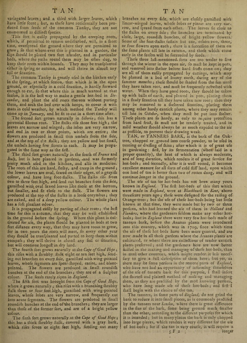 variegated leaves; and a third with larger leaves, which have little fcent; but, as thefe have accidentally been pro¬ duced from feeds of the common Tanfey, they are not enumerated as diitinCt fpecies. This fort is eafily propagated by the creeping roots, which, if permitted to remain undiflurbed, will, in a fhort time, overfpread the ground where they are permitted to grow ; fo that where-ever this is planted in a garden, the ilips fhould be placed two feet afunder, and in particular beds, where the paths round them may be often dug, to keep their roots within bounds. They may be tranfplanted either in fpring or autumn, and will thrive in almoft any foil or fituation. The common Tanfey is greatly ufed in the kitchen early in the fpring, at which feafon,- that which is in the open ground, or efpecially in a cold fituation, is hardly forward enough to cut, fo that where this is much wanted at that feafon, it is the belt way to make a gentle hot-bed in De¬ cember, and plant the old roots thereon without parting them, and arch the bed over with hoops, to cover it witli mats in cold weather, by which method the Tanfey will come up in January, and be fit to cut in a thort time after. The fecond fort grows naturally in Siberia-, this has a perennial fibrous root. The ftalks rife three feec high ; the leaves are narrow and winged; the lobes are very narrow, and end in two or three points, which are entire; the flowers are produced in fmail thin umbels from the fide, and at the top of t! e ftalk; they are yellow and but fmail, the umbels having few florets in each. It may be propa¬ gated in the fame way as the firft. The third fort grows naturally in the fouth of France and Italy, but is here planted in gardens, .and was formerly pretty much ufed in the kitchen, and alfo in medicine. The roots of this are hard, fiefhy, and creep in the ground -, the lower leaves are oval, fawed on their edges, of a grayilh colour, and have long foot-ltalks. The ftalks rife from two to three feet high, and fend out branches from the fide, garnifhed with oval fawed leaves like thofe at the bottom, but fmaller, and fit clofe to the ftalk. The flowers are produced at the top of the ftalks in a loofe corymbus; they are naked, and of a deep yellow colour. The whole plant has a foft pleafant odour. It is propagated eafily by parting of their roots; the belt time for this is autumn, that they may be well eftablifhed in the ground before the fpring. Where this plant is cul¬ tivated for ufe, the plants fhould be planted in beds at two feet diftance every way, that they may have room to grow, for in two years the roots will meet, fo every other year they lhould be tranfplanted and parted to keep them within compafs; they will thrive in almoft any foil or fituation, but will continue longed in dry land. The fourth fort grows naturally at the Cape of Good Hope ; this rifes with a fhrubby ftalk eight or ten feet high, fend¬ ing out branches on every fide, garnifhed with wing-pointed leaves, whole fegments are fpear-fhaped, entire, and blunt- pointed. The flowers are produced in fmail roundifh bunches at the end of the branches; they are of a Sulphur colour. The feeds rarely ripen in England. The fifth fort was brought from the Cape of Good Hope, where it grows naturally ; this rifes with a branching lhrubby flalk three or four feet high, garnifhed with wing-pointed leaves, whofe lobes are very narrow, and frequently cut into acute fegments. The flowers are produced in fmail roundifh bunches at the end of the branches; they are larger than thofe of the former fort, and are of a bright yellow colour. The fixth fort grows naturally at the Cape of Good Hope; this has a thick fhrubby flalk, covered with a gray bark, which rifes feven or eight feet high, fending out many branches on every fide, which are clofely garnifhed with linear-winged leaves, whofe lobes or pinnae are very nar¬ row, and fpread from each other. The leaves fit clofe to the ftalks on every fide ; the branches are terminated by clofe, large, roundifh bunches, of bright yellow' flowers. Some of the foot-ltalks fullain but one, others two, three, or four flowers upon each ; there is a fuccelfion of them on the fame plants till late in autumn, and thofe which come early in the feafon will be fucceeded by feeds. Thefe three laft-mentionedv forts are too tender to live through the winter in the open air, fo mull be kept in pots, and removed into lhelter before hard frofts come on; they are all of them eafily propagated by cuttings, which may be planted in a bed of loamy earth, during any of the fummer months; thefe fhould be fhaded from the fun until they have taken root, and muft be frequently refrefhed with water. When they have good roots, they fhould be taken up with balls of earth, and planted in pots, placing them in a fhady fituation till they have taken new root; then they may be removed to a fheltered fituation, placing them among other hardy exotick plants, where they may remain till late in Odober, when they muft be put into fhelter. Thefe plants are fo hardy, as only to require protection from hard frolt, fo muft not be tenderly treated, and in mild weather fhould always be as much expofed to the air as pofiible, to prevent their drawing weak. TAN, or TANNERS BARK, is the bark of the Oak- tree, chopped or aground into coarfe powder, to be ufed in tanning or drafting of fkins ; after which it is of great ufe in gardening: firft, by its fermentation (when laid in a proper quantity), the heat of which is always moderate, and of long duration, which renders it of great fervice for hot-beds; and fecondly, after it is well rotted, it becomes excellent manure for all forts of cold ftiff land, upon which one load of tan is better than two of rotten dung, and will continue longer in the ground. The ufe of tan for hot-beds has not been many years known in England. The firft hot-beds of this fort which were made in England, were at Blackheath in Kent, above threefcore years ago ; thefe were defigned for the raifing of Orange-trees; but the ufe of thefe hot-beds being but little known at that time, they were made but by two or three perfens, who had learned the ufe cf them in Holland and Flanders, where the gardeners feldom make any other hot¬ beds } but in England there were very few hot-beds made of tanners bark, before the Ananas plants were introduced into this country, which was in 1719, fince which time the ufe cf thefe hot beds have been more general, and are now made in all thofe gardens where the Ananas plants are cultivated, or where there are collections of tender exotick plants preferved ; and the gardeners here are now better Killed in the making and managing of thefe hot-beds, than in molt other countries, which nright render it lefs necef- fary to give a full defetiption of them here; but yet, as there may be forne perlons in the remote parts of England, who have not had an opportunity of informing themlelvea of the ufe of tanners baik for this purpofe, I fhall infert the (horteft and plaineft method of making and managing them, as they a:e praCtifed by the molt knowing perlons, who have long made ufe of thefe hot-beds; and firft I ihall begin with the choice of the tan. The tanners, in fome parts of England, do not grind the bark to reduce it into fmail pieces, as is commonly praCtifed by the tanners near London, where there is great difference in the fize of the bark, fome being ground much fmaller than the other, according to the different purpofes for which it is intended ; but in many places the bark is only chopped into large pieces, which renders it very different for the ufe of hot-beds; for if the tan is very coarfe, it will require a 5 F 2 , longer