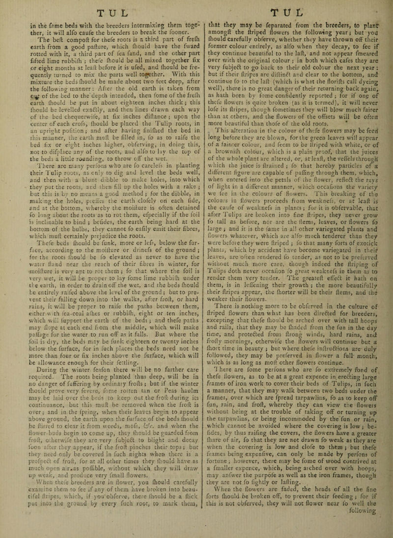 in the fame beds with the breeders intermixing them toge¬ ther, it will alfo caufe the breeders to break the fooner. The beft comport for thefe roots is a third part of frelh earth from a good pafture, which Ihould have the fward rotted with it, a third part of tea land, and the other part fifced lime rubbilh ; thefe Ihould be all mixed together fix or eight months at leaft before it is ufed, and Ihould be fre¬ quently turned to mix the parts well together. With this mixture the beds Ihould be made about two feet deep, after the following manner: After the old earth is taken from of the bed to the depth intended, then fome of the frefh earth fhould be put in about eighteen inches thick; this fhould be levelled exadlly, and then lines drawn each way of the bed chequerwile, at fix inches dirtance ; upon the center of each crofs, fhould be placed the Tulip roots, in an upright pofition; and after having finifhed the bed in this manner, the earth mull be filled in, fo as to raife the bed fix or eight inches higher, obferving, in doing this, not to difplace any of the roots, and alfo to lay the tup of the beds a little rounding, to throw off the wet. There are many perfons who are fo carelefs in planting their Tulip roots, as only to dig and level the beds well, and then with a blunt dibble to make holes, into which they put the roots, and then fill up the holes with a rake ; but this is by no means a good method ; for the dibble, in making the holes, piefi'es the earth clofely on each fide, and at the bottom, whereby the moiiture is often detained fo long about the roots as to rot them, efpecially if the foil is inclinable to bind ; befides, the earth being hard at the bottom of the bulbs, they cannot fo eafily emit their fibres, which mult certainly prejudice the roots. Thefe beds fhould be funk, more or lef?, below the fur- face, according to the moifture or drinefs of the ground ; for the roots fhould be fo elevated as never to have the water Hand near the reach of their fibres in winter, for •moifture is very apt to rot them ; fo that where the foil is very wet, it will be proper to lay fome lime rubbifh under the earth, in order to drain off the wet, and the beds fhould be entirely raifed above the level of the ground ; but to pre¬ vent their falling down into the walks, after froft, or hard rains, it will be proper to raife the paths between them, eitherwith fea-coal afhes or rubbifh, eight or ten inches, which will fupport the earth of the beds ; and thefe paths may Hope at each end fiom the middle, which will make pafiage for the water to run off as it falls. But where the foil is dry, the beds may be funk eighteen or twenty inches below the furface, for in fuch places the beds need not be more than four or fix inches above the furface, which will be allowance enough for their fettling. During the winter feafon there will be no farther care required. The roots being planted thus deep, will be in no danger of fuffering by ordinary frorts; but if the winter fhould prove very fevere, fome rotten tan or Peas haulm may be laid over the beds to keep out the froft during its continuance, but this mull be removed when the froft is over; and in the fpring, when their leaves begin to appear above ground, the earth upon the furface of the beds fhould be ftirred to ciear it from weeds, mofs, &c. and when the flower-buds begin to come up, they fhould be guarded from froft, otherwife they are very fubjedt to blight and decay Icon after they appear, if the froft pinches their tops; but they need only be covered in fuch nights when there is a profpedt of froft, for at all other times they fhould have as much open air,as pofiible, without which they will draw up weak, and produce very fmall flowers. When thefe breeders are in flower, you fhould carefully examine them to fee if any of them have broken into beau¬ tiful ftripes, which, if you'obferve, there fhould be a flick put into the ground by every fuch root, to mark them, that they may be feparated from the breeders, to plant amongft the ftriped flowers the following year; but you fhould carefully obferve, whether they have thrown off their former colour entirely, as alfo when they decay, to fee if they continue beautiful to the laft, and not appear fmeared over with the original colour ; in both which cafes they are very fubjedt to go back to their old colour the next year : but if their ftripes are diftindt and clear to the bottom, and continue fo to the laft (which is what the florifts call dyeing well), there is no great danger of their returning back again, as hath been by fome confidently reported ; for if one of thefe flowers is quite broken (as it is termed), it will never lofe its ftripes, though fometimes they will blow much fairer than at others, and the flowers of the offsets will be often more beautiful than thofe of the old roots-. This alteration in the colour of thefe flowers may be feed long before they are blown, for the green leaves will appear of a fainter colour, and feem to be ftriped with white, or of a brownilh colour, which is a plain proof, that the juices of the whole plant are altered, or, at leaft, the veflels1 through which the juice is ftrained ; fo that hereby particles of a different figure are capable of parting thiough them, which, when entered into the petals of the flower, refledt the ravs of light in a different manner, which occaflons the variety we fee in the colours of flowers. This breaking of the colours ia flowers proceeds from weaknefs, or at leaft is the caufe of weaknefs in plants; for it is obfervabie, that after Tulips are broken into fine ftripes, they never grow fo tall as before, nor are the Hems, leaves, or flowers fo large ; and it is the fame in all other variegated plants and flowers whatever, Which are alfo much tenderer than they were before they were ftriped ; fo that many forts of exotick plants, which, by accident have become variegated in their leaves, are often rendered fo tender, as not to be preferved without much more care, though indeed the ftriping of Tulips doth never occafion fo great weaknefs in them as to render them very tender. The greateft effect it hath on them, is in leffening their growth ; the more beautifully their ftripes appear, the fhorter will be their ftems, and the weaker their flowers. There is nothing more to be obferved in the culture of ftriped flowers than what has been diredted for breeders, excepting that thefe fhould be arched over with tall hoops and rails, that they may be fhaded from the fun in the day time, and protedted from ftrong winds, hard rains, and frofty mornings, otherwife the flowers will continue but a fhort time in beauty ; but where thefe inftrudtions are duly followed, they may be preferved in flower a full month, which is as long as moll other flowers continue. 1 here are fome perfons who are fo extremely fond of thefe flowers, as to be at a great expence in eredting large frames of iron work to cover their beds of Tulips, in fucli a manner, that they may walk between two beds under the frames, over which are fpread tarpawlins, fo as to keep off fun, rain, and froft, whereby they can view the flowers without being at the trouble of taking off or turning up the tarpawlins, or being incommoded by the fun or rain, which- cannot be avoided where the covering is low; be- fidcs, by thus raiflng the covers, the flowers have a greater ftiare of air, fo that they are not drawn fo weak as they are when the covering is low and clofe to them ; but thefe frames being expenfive, can only be made by perfons of fortune; however, there may be fome of wood contrived at a fmaller expence, which, being arched over with hoops, may anfvver the purpoi'e as well as the iron frames, though they are not fo fightly or Jailing. When the flowers are faded, the heads of all the fine forts (hould be broken off, to prevent their feeding ; for if this is not obferved, they will not flower near fo well the following