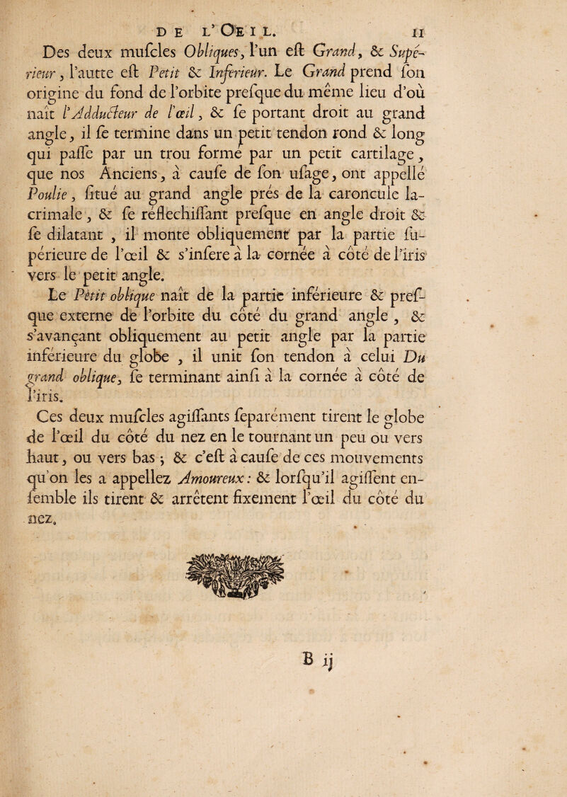 Des deux mufcles Obliques, l’un eft Grand, Sc Supé¬ rieur , l’autte effc Petit & Inferieur. Le Grand prend Ton origine du fond de l’orbite prefque du même lieu d’où naît l'Adducteur de l'ail, & fe portant droit au grand angle, il le termine dans un petit tendon rond & long qui palfe par un trou forme par un petit cartilage, que nos Anciens, à caufe de fon ufage, ont appelle Poulie, fitué au grand angle prés de la caroncule la- crimale, & fe réflechilfant prefque en angle droit & fe dilatant , il monte obliquement par la partie fu- périeure de l’œil ôe s’infere à la* cornée à côté de l’iris vers le petit angle. Le Peut oblique naît de la partie inférieure & pref¬ que externe de l’orbite du côté du grand angle , & s’avançant obliquement au petit angle par la paitie inférieure du globe , il unit fon tendon à celui Du grand oblique, fe terminant ainfi à la cornée à côté de l’iris. Ces deux mufcles agilfants feparément tirent le globe de l’œil du côté du nez en le tournant un peu ou vers .haut, ou vers bas -, & c’eft à caufe de ces mouvements iu’on les a appeliez Amoureux : & lorfqu’il agilfent en¬ semble ils tirent & arrêtent fixement l’œil du côté du nez