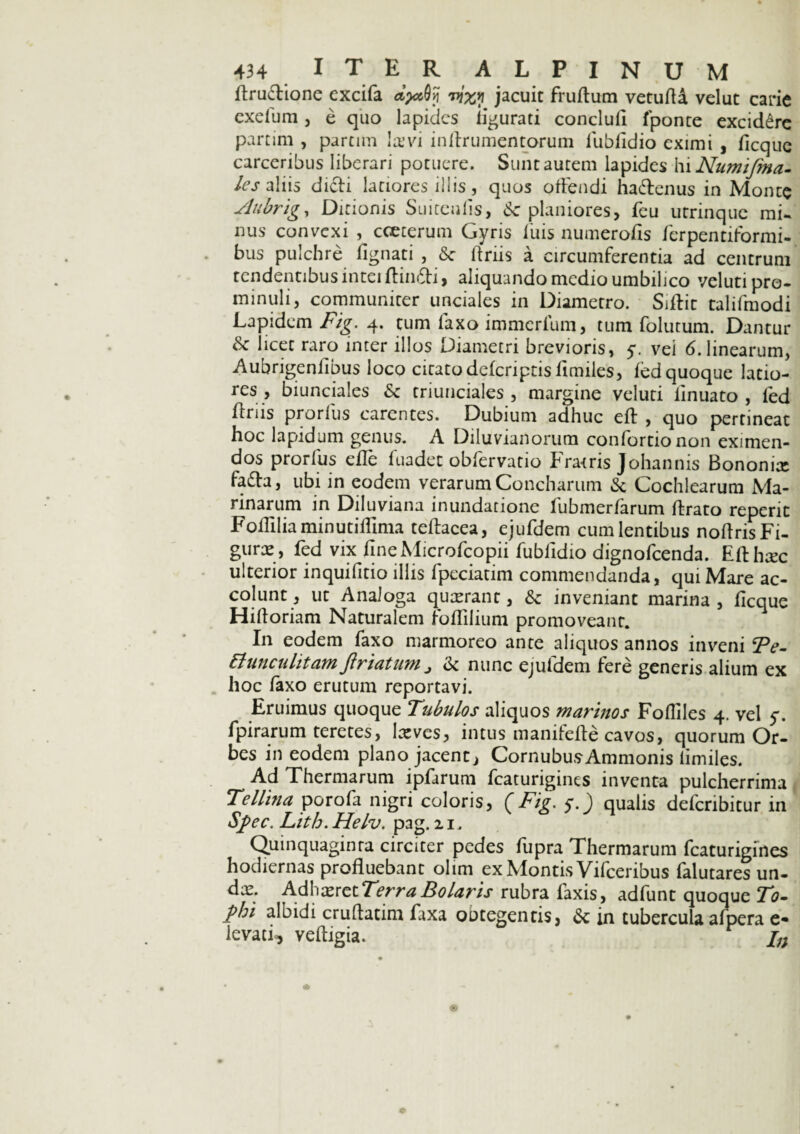 ffruTione excifa dpxQy wjxy jacuit fruftum vetufla velut carie exefum, e quo lapides ligurati conclufi fponte excidere partim , parcim Ia? vi i nltru mentorum fubfidio eximi , ficque carceribus liberari potuere. Sunt autem lapides hi Numijina- Ics aliis dicti latiores illis, quos offendi haftenus in Monte Jlubrig, Ditionis Suitenlis, Sc planiores, feu utrinque mu nus convexi , cceterum Gyris luis numerofis ferpentiformi- bus pulchre lignati , & ftriis a circumferentia ad centrum tendentibus intei ftindti, aliquando medio umbilico veluti pro¬ minuli, communiter unciales in Diametro. Siftit talifmodi Lapidem Fig. 4. tum laxo immerfum, tum folutum. Dantur & licet raro inter illos Diametri brevioris, 5. vei 6. linearum, Aubrigenflbus loco citato defcriptisflmiles, led quoque latio¬ res , biunciales Sc triunciales , margine veluti linuato , led ffriis prorlus carentes. Dubium adhuc eft , quo pertineat hoc lapidum genus. A Diluvialiorum confortionon eximen¬ dos prorfus efle fuadet obfervatio Fratris Johannis Bononix fa£ta, ubi in eodem verarum Concharum & Cochlearum Ma¬ rinarum in Diluviana inundatione lubmerfarum ftrato reperic Fofliliaminutifllma teftacea, ejufdem cumlentibus noflris Fi¬ gurae, fed vix fine Microfcopii fubfidio dignofeenda. Efthxc ulterior inquifitio illis fpeciatim commendanda, qui Mare ac¬ colunt, ut Analoga quaerant, & inveniant marina, ficque Hiftoriam Naturalem foflilium promoveant. In eodem faxo marmoreo ante aliquos annos inveni Te- ttunculitam ftriatum „ & nunc ejufdem fere generis alium ex hoc faxo erutum reportavi. Eruimus quoque Tubulos aliquos marinos Fofliles 4. vel y. fpirarum teretes, lxves, intus manifefte cavos, quorum Or¬ bes in eodem plano jacent, CornubusAmmonis limiles. Ad Thermarum ipfarum fcaturigines inventa pulcherrima Tellina porofa nigri coloris, (Fig. O qualis defcnbitur in Spec. Lith. Helv. pag. 21. Quinquaginta circiter pedes fupra Thermarum fcaturigines hodiernas profluebant olim ex Montis Vifceribus falutares un- dx. Adhxret Terra Bolaris rubra faxis, adfunt quoque To¬ phi albidi cruflatim faxa obtegentis, 6c in tubercula alpera e- levati, veftigia.