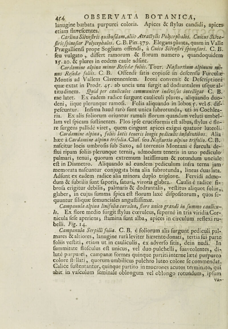 lanugine barbata purpurei coloris. Apices 5c ftylus candidi, apicem etiam flavefeentes. Carlina Silvejlris quihufdam,aliis Atraftylis Polycephalos. Cnicus Silve- firisfpinofior Polycephalos. C. B. Pin. $79. Elegans planta, quam in Valle Praegallienfi prope Soglium offendi, a Cnico Silveftri fpinofiori. C. B. feu vulgato , differt ramorum & florum numero , quandoquidem 17.20. & plures in eodem caule adfint. Cardamine alpina minor Refeda foliis. Tour. Naflurtium alpinum mi¬ nus Refeda foliis. C. B. Offendi fatis copiofe in defcenfu Furculce- Montis ad Vallem Clavennenlem. Iconi convenit tk Defcriptioni quaeextat in Prodr. 4y. ab uncia una furgit ad dodrantalem ufque al¬ titudinem. Quid per cauliculos communiter indivifos intelligat C. B. me latet. Ex eadem radice furgunt cauliculi plures, aliquando duo¬ deni, iique plerunque ramofi. Folia aliquando in lobos y. vel 6. dif- pefcuntur. Infima haud raro funt unica fubrotunda, uti in Cochlea¬ ria. Ex alis foliorum oriuntur ramuli florum quandam veluti umbel¬ lam vel fpicam fu (linentes. Flos ipfe cruciformis eft albus, ftylus e flo¬ re furgens pallide viret, quem cingunt apices exigui quatuor luteoli. Cardamine alpina, foliis latis teneris longis pediculis in fidentibus. Alia haec a Cardamine alpina trifolia. Cluf. feu Nafturtio alpino trifolio. C. B. nafeitur locis umbrofisfub Saxo, ad torrentis Montani e furcula de¬ flui ripam foliis plerunque ternis, admodum teneris in uno pediculo palmari, tenui, quorum extremum latiflimum & rotundum unciale eft in Diametro. Aliquando ad eundem pediculum infra terna jam memorata nafcuntur conjugata bina alia fubrotunda, lineas duas lata. Adfunt ex eadem radice alia minora duplo triplove. Fervidi admo¬ dum Sc fubtilis funt faporis, faturi, viroris glabra.- Caulis e radice fi- brofa erigitur debilis, palmaris 8t dodrantalis, vefiitus aliquot foliis,, glaber, in cujus fumma fpica efl: florum laxe difpofitorum, quos fe- quuntur filiquae femunciales anguftiflimte. Campanula alpina linifolia coerulea, flore unico grandi in fummo caulicu¬ lo. Ex flore medio furgit flylus coeruleus, fuperne in tria viridia Cor¬ nicula fefe aperiens j flamina funt alba, apices in circulum reflexi ru¬ belli. Fig. 14. Campanula Serpilli folia. C. B. e foliorum alis furgunt pediculi pal¬ mares Scaltiores, lanugine rara leviter hcerente donati, tertia fui parte foliis veftiti, etiam ut in cauliculis, ex adverfo ficis, dein nudi. In fummitate flofculus eft unicus, vel duo pulchelli, fuaveolentes, di^ lute purpurei, campanas formes quinque partiti interne laete purpureo colore lt llati, quorum umbilicus pulchro luteo colore fc commendat. Calice fuflentantur, quinque partito in mucrones acutos terminato, qui abit in Yafculum ferainale oblongum vel oblongo rotundum, ipfum va-«-