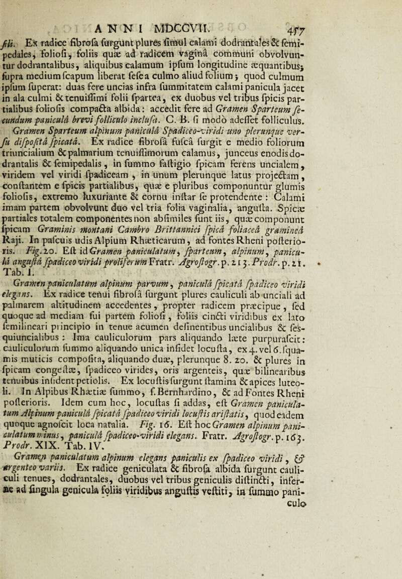 ANNI MDCGVII. 4f7 fit. Ex radice fibrofa furgunt plures fimul calami dodrantales & femi- pedales, folioli, foliis quae ad radicem vagina communi obvolvun¬ tur dodrantalibus, aliquibus calamum ipfum longitudine aequantibus* fupra medium fcapum liberat fefea culmo aliud folium} quod culmum ipliim fuperat: duas fere uncias infra fummitatem calami panicula jacet in ala culmi & tenuifiimi folii fpartea, ex duobus vel tribus fpicis par¬ tialibus foliolis compa&a albida: accedit fere ad Gramen Sparteum fe¬ cundum paniculd brevi folliculo incluft. C. B. fi modo adeffet folliculus. Gramen Sparteum alpinum paniculd Spadice o-viri di uno plerunque ver- fu difpofitd Jpicatd. Ex radice fibrofa fufca fingit e medio foliorum triuncialium & palmarium tenuifiimorum calamus, junceus enodis do¬ drantalis 8c femipedalis, in fummo fafiigio fpicam ferens uncialem, viridem vel viridi fpadiceam , in unum plerunque latus projedtam, conflantem e fpicis partialibus, quae e pluribus componuntur glumis foliolis, extremo luxuriante & cornu inltar fe protendente : Calami imam partem obvolvunt duo vel tria folia vaginalia, angulla. Spicm partiales totalem componentes non ablimiles funt iis, quae componunt fpicam Graminis montani Cambro Brittannici (pica foliaced gramined Raji. In pafcuis udis Alpium Rhaeticarum, ad fontes Rheni pollerio- ris. Fig.zo. Eli id Gramen paniculatum, fparteum, alpinum, panicu¬ ld angujid fpadiceo viridi prolifertcm Fratr. Jgroftogr.p. ziz. Prodr. p. zi. Tab. J. Gramen paniculatum alpinum parvum, paniculd fpicatd fpadiceo viridi elegans. Ex radice tenui fibrofa furgunt plures cauliculi ab unciali ad palmarem altitudinem accedentes, propter radicem praecipue , fed quoque ad mediam fui partem folioli, foliis cindli viridibus ex lato femilineari principio in tenue acumen delinentibus uncialibus fes- quiuncialibus ; Ima cauliculorum pars aliquando laete purpurafcit: cauliculorum fummo aliquando unica infidet loculla, ex4. vel 6.fqua- mis muticis ccmpofita, aliquando duae, plerunque 8. zo. fk plures in fpicam congefice, fpadiceo virides, oris argenteis, qux bilinearibus tenuibus inhdentpetiolis. Ex locullisfurgunt llamina Scapices luteo¬ li. In Alpibus Rhretiae fummo, f.Bernhardino, 5c ad Fontes Rheni pollerioris. Idem cum hoc, locullas fi addas, ell Gramen panicula¬ tum Alpinum paniculd fpicatd fpadiceo viridi locuflis ariflatis, quod eadem quoque agnolcit loca natalia. Fig. 1 <5. FjfthocGramen alpinum pani~ culatumminus, paniculd fpadiceo-viridi elegans. Fratr. Agroftogr. v.i6z Prodr. XIX. Tab. IV. J 6 V Gramen paniculatum alpinum elegans paniculis ex fpadiceo viridi, C? argenteo variis. Ex radice geniculata 8t fibrofa albida furgunt cauli¬ culi tenues, dodrantales, duobus vel tribus geniculis dillindti, infer¬ ae ad fingula genicula foliis viridibus anguftis veftiti, in fummo pani¬ culo