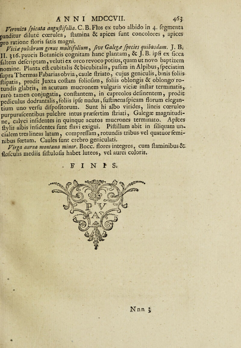 Feronia /picata anguftifoiia.C. B.Flos ex tubo albido in 4. Tegmenta panditur dilute coerulea, flamina & apices funt concolores , apices pro ratione floris fatis magni. Fici# pulchrum genus multifolium, ftve Galegee fpecies quibusdam. J. B; II. 316.paucis Botanicis cognitam hanc plantam, £c J.B. iplt ex ficca faltem defcriptam,veluticx orco revoco potius, quam ut novo baptizem nomine. Planta efl cubitalis bicubitalis, paflim in Alpibus,fpeciatim fupra Thermas Fabarias obvia, caule ftriato, cujus geniculis, binis foliis flipatis, prodit Juxta collam foliofam, foliis oblongis 6c oblongo'ro¬ tundis glabris, in acutum mucronem vulgaris viciae inflar terminatis, raro tamen conjugatis, conllantem, in capreolos delinentem, prodit pediculus dodrantalis,foliis ipfe nudus,fuflinensfpicam florum elegan¬ tium uno verfu difpofitorura. Sunt hi albo virides, lineis coeruleo purpurafcentibus pulchre intus pndertim flriati, Galeg^ magnitudi¬ ne, calyci infidentes in quinque acutos mucrones terminato. Apices flylis albis infidentes funt flavi exigui. Piftillum abit in filiquam un¬ cialem tres lineas latam, compreflam, rotundis tribus vel quatuor femi¬ nibus foetam. Caules funt crebro geniculati. Virgei aurea montana minor. Bocc. flores integros, cum flaminibus flofculis mediis, fiflulofis habet luteos, vel aurei coloris, .FINIS* o Nnn £