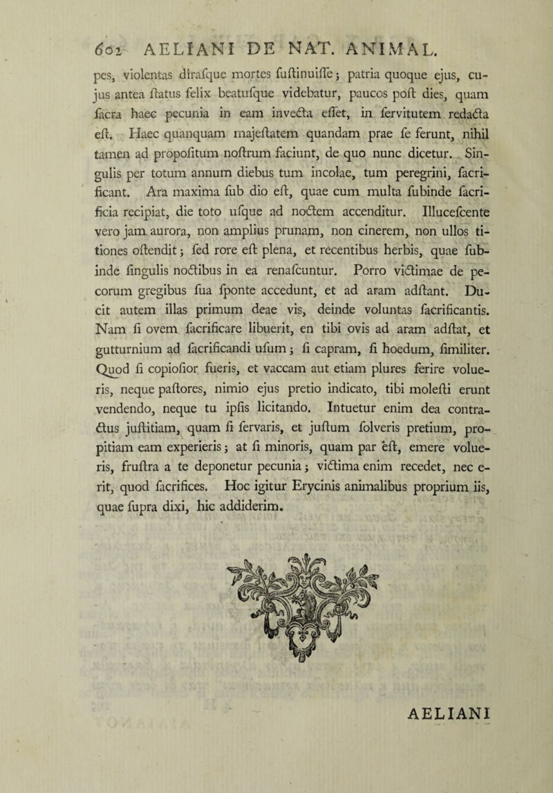 pes, violentas dirafque mortes fuftinuiffe; patria quoque ejus, cu¬ jus antea flatus felix beatufque videbatur, paucos pofl dies, quam facra haec pecunia in eam inveda edet, in fervitutem redada efl. Haec quanquam majeflatem quandam prae fe ferunt, nihil tamen ad propofitum noflrum faciunt, de quo nunc dicetur. Sin¬ gulis per totum annum diebus tum incolae, tum peregrini, facri- ficant. Ara maxima fub dio ed, quae cum multa fubinde facri- ficia recipiat, die toto ufque ad nodem accenditur. Illucefcente vero jam aurora, non amplius prunam, non cinerem, non ullos ti¬ tiones oflendit; fed rore efl plena, et recentibus herbis, quae fub¬ inde lingulis nodibus in ea renafcuntur. Porro vidimae de pe¬ corum gregibus fua fponte accedunt, et ad aram addant. Du¬ cit autem illas primum deae vis, deinde voluntas facrificantis. Nam fi ovem facrificare libuerit, en tibi ovis ad aram addat, et gutturnium ad facrificandi ufum; fi capram, d hoedum, fimiliter. Quod d copiodor fueris, et vaccam aut etiam plures ferire volue¬ ris, neque padores, nimio ejus pretio indicato, tibi moledi erunt vendendo, neque tu ipds licitando. Intuetur enim dea contra- dus juditiam, quam d fervaris, et judum folveris pretium, pro¬ pitiam eam experieris; at d minoris, quam par ed, emere volue¬ ris, frudra a te deponetur pecunia; vidima enim recedet, nec e- rit, quod facridces. Hoc igitur Erycinis animalibus proprium iis, quae fupra dixi, hic addiderim. AELIANI