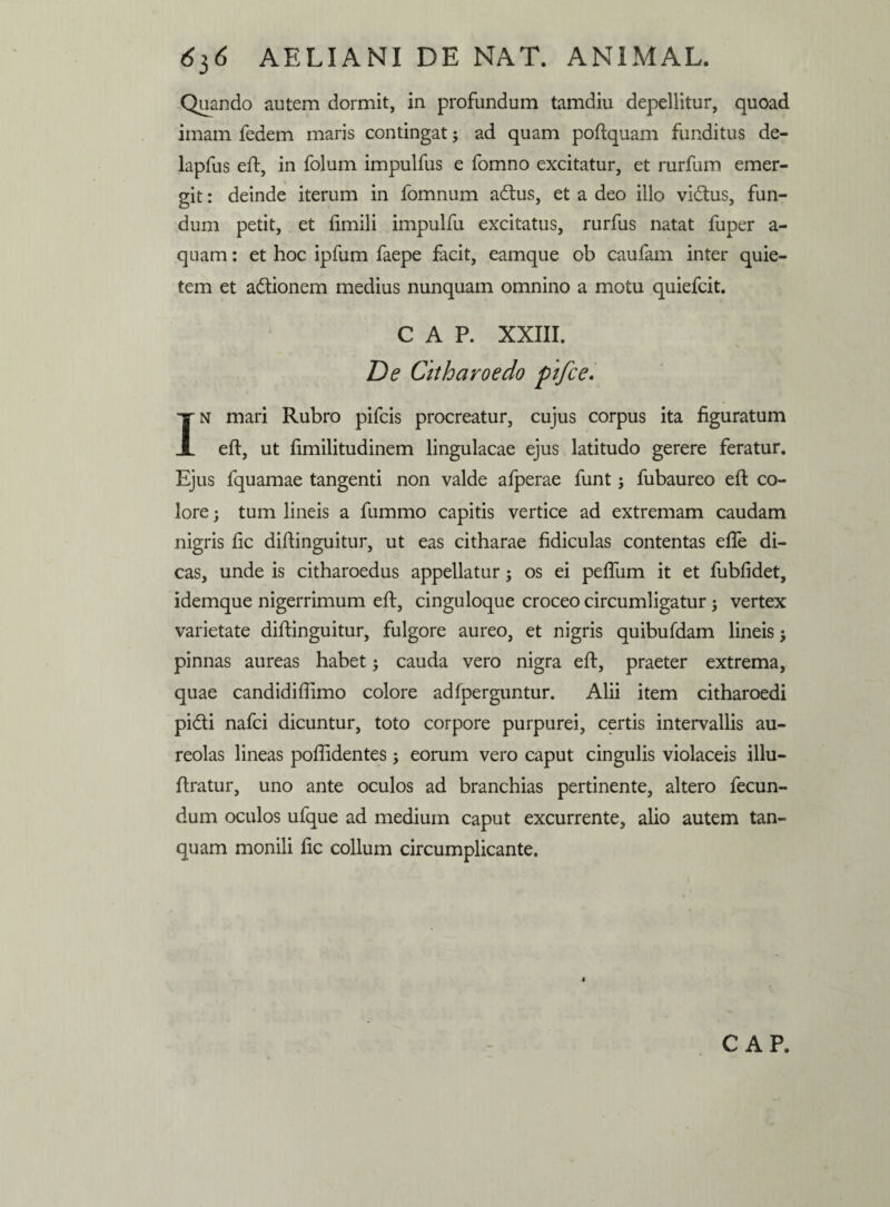 Quando autem dormit, in profundum tamdiu depellitur, quoad imam fedem maris contingat j ad quam poftquam funditus de- lapfus eft, in folum impulfus e fomno excitatur, et rurfum emer¬ git : deinde iterum in fomnum adtus, et a deo illo vidtus, fun¬ dum petit, et fimili impulfu excitatus, rurfus natat fuper a- qnam: et hoc ipfum faepe facit, eamque ob caufam inter quie¬ tem et adtionem medius nunquam omnino a motu quiefcit. C A P. XXIII. De Citharoedo ptfce. In mari Rubro pifcis procreatur, cujus corpus ita figuratum eft, ut fimilitudinem lingulacae ejus latitudo gerere feratur. Ejus fquamae tangenti non valde afperae funt; fubaureo eft co¬ lore ; tum lineis a fummo capitis vertice ad extremam caudam nigris fic diftinguitur, ut eas citharae fidiculas contentas efle di¬ cas, unde is citharoedus appellatur os ei peftiim it et fubfidet, idemque nigerrimum eft, cinguloque croceo circumligatur; vertex varietate diftinguitur, fulgore aureo, et nigris quibufdam lineis j pinnas aureas habet; cauda vero nigra eft, praeter extrema, quae candidiftimo colore adfperguntur. Alii item citharoedi pi&i nafci dicuntur, toto corpore purpurei, certis intervallis au¬ reolas lineas poflidentes; eorum vero caput cingulis violaceis illu- ftratur, uno ante oculos ad branchias pertinente, altero fecun¬ dum oculos ufque ad medium caput excurrente, alio autem tan- quam monili fic collum circumplicante. C AP.