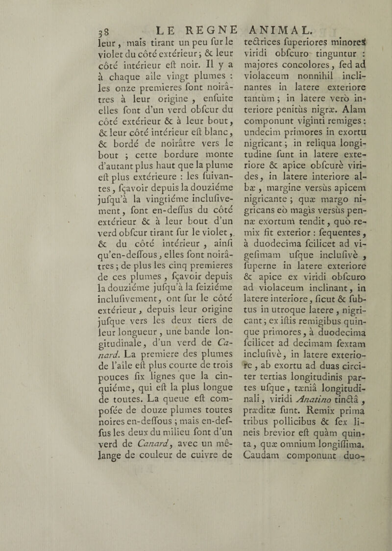 leur, maïs tirant un peu fur le violet du côté extérieur -, ôc leur côté intérieur eft noir. Il y a à chaque aile vingt plumes : les onze premières font noirâ¬ tres à leur origine , enfuite elles font d’un verd obfcur du côté extérieur ôc à leur bout, ôc leur côté intérieur eft blanc, ôc bordé de noirâtre vers le bout ; cette bordure monte d’autant plus haut que la plume eft plus extérieure : les fuivan- tes, fçavoir depuis la douzième jufqu’à la vingtième inclufive- ment, font en-deiïus du côté extérieur ôc à leur bout d’un verd obfcur tirant fur le violet ôc du côté intérieur , ainfi qu’en-delfous} elles font noirâ¬ tres ; de plus les cinq premières de ces plumes , fçavoir depuis la douzième jufqu’à la feiziéme inclufivement, ont fur le côté extérieur, depuis leur origine jufque vers les deux tiers de leur longueur , une bande lon¬ gitudinale, d’un verd de Ca¬ nard. La première des plumes de l’aile eft plus courte de trois pouces fix lignes que la cin¬ quième, qui eft la plus longue de toutes. La queue eft com- pofée de douze plumes toutes noires en-deffous ; mais en-def- fus les deux du milieu font d’un verd de Canard., avec un mé¬ lange de couleur de cuivre de teélrices fuperiores minore^ viridi obfcuro tinguntur : majores concolores, fed ad violaceum nonnihil incli¬ nantes in latere exteriore tantiim ; in latere verô in¬ teriore penitiis nigræ. Alam componunt viginti remiges : undecim primores in exortu nigricant ; in reliqua longi¬ tudine funt in latere exte¬ riore & apice obfcurè viri¬ des, in latere interiore al- bæ , margine versus apicem nigricante ; quæ margo ni¬ gricans eo magis versùs pen- næ exortum tendit, quo re- mix fit exterior : fequentes , à duodecima fcilicet ad vi- gefimam ufque inclufivè 9 fuperne in latere exteriore ôc apice ex viridi obfcuro ad violaceum inclinant, in latere interiore, ficut ôc fub- tus in utroque latere , nigri¬ cant ; ex iftis remigibus quin¬ que primores, à duodecima fcilicet ad decimam fextam inclufivè, in latere exterio¬ re , ab exortu ad duas circi¬ ter tertias longitudinis par¬ tes ufque, tæniâ longitudi¬ nali , viridi Anatino tinélâ , præditæ funt. Remix prima tribus pollicibus ÔC fex li¬ neis brevior eft quam quin¬ ta, quæ omnium longiffima. Caudam componunt duo-