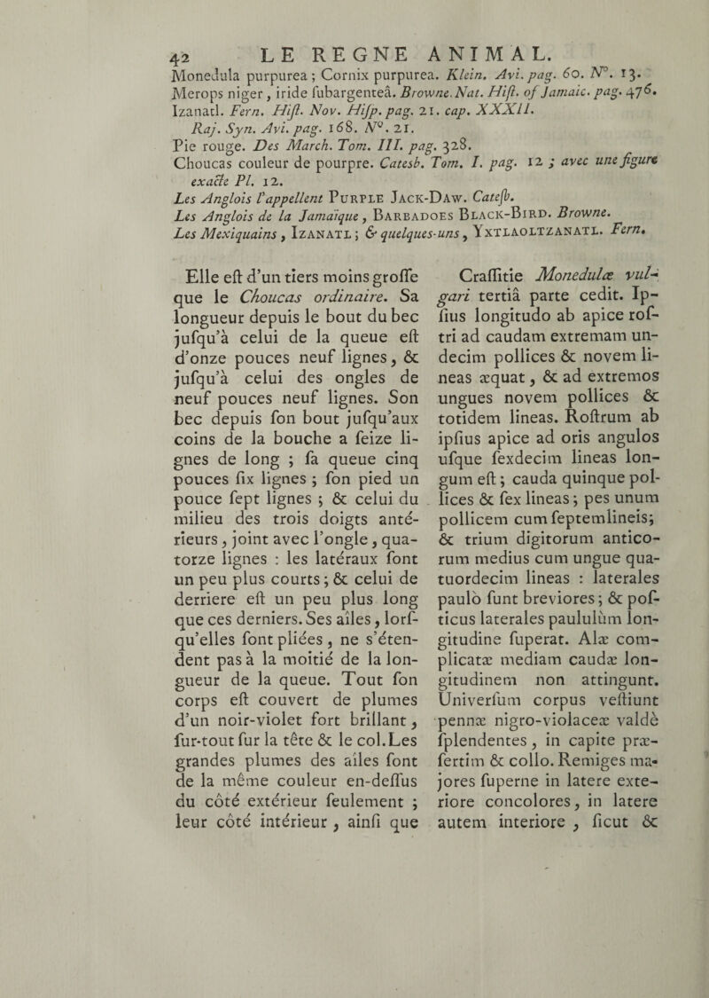 Monedula purpurea; Cornix purpurea. Klein. Avi. pag. 60. N\ 13. Merops niger, iride fubargenteâ. Browne.Nat. Hifl. of Jamaic. pag. 476. Izanatl. Fern. Hijl. Nov. Hijp.pag. 21. cap. XXXll. Raj. Syn. Avi. pag. 168. NQ. 21. Pie rouge. Des March. Tom. III. pag. 328. Choucas couleur de pourpre. Catesb. Tom. I. pag. 12 ; avec une figure exacte PI. 12. Les Anglois l'appellent Purple Jack-Daw. Catefb. Les Anglois de la Jamaïque, Barbadoes Black-Bird. Browne. Les Mexiquains , Izanatl; & quelques-uns, Yxtlaoltzanatl. Fern• Elle eft d’un tiers moins grofle que le Choucas ordinaire. Sa longueur depuis le bout du bec jufqu’à celui de la queue eft d’onze pouces neuf lignes, ôc jufqu’à celui des ongles de neuf pouces neuf lignes. Son bec depuis fon bout jufqu’aux coins de la bouche a feize li¬ gnes de long ; fa queue cinq pouces fix lignes ; fon pied un pouce fept lignes ; & celui du milieu des trois doigts anté¬ rieurs , joint avec l’ongle , qua¬ torze lignes : les latéraux font un peu plus courts ; ôc celui de derrière eft un peu plus long que ces derniers. Ses ailes , lorf- qu’elles font pliées , ne s’éten¬ dent pas à la moitié de la lon¬ gueur de la queue. Tout fon corps eft couvert de plumes d’un noir-violet fort brillant, fur-tout fur la tête ôc le col.Les grandes plumes des ailes font de la même couleur en-delfus du côté extérieur feulement ; leur côté intérieur, ainfi que Craftitie Monedulæ vul¬ gari tertiâ parte cedit. Ip- fius longitudo ab apice rof- tri ad caudam extremam un¬ decim pollices & novem li¬ neas aequat, ôc ad extremos ungues novem pollices ôc totidem lineas. Roftrum ab ipfius apice ad oris angulos ufque fexdecim lineas lon¬ gum eft ; cauda quinque pol¬ lices ôc fex lineas ; pes unum pollicem cum feptemlineis; Ôc trium digitorum antico¬ rum medius cum ungue qua- tuordecim lineas : laterales paulo funt breviores ; ôc pof- ticus laterales paululum lon¬ gitudine fuperat. Alæ com¬ plicatae mediam caudæ lon¬ gitudinem non attingunt. Univerfum corpus veftiunt pennæ nigro-violaceæ valdè fplendentes, in capite præ- fertim & collo. Remiges ma¬ jores fuperne in latere exte¬ riore concolores, in latere autem interiore y ficut ôc