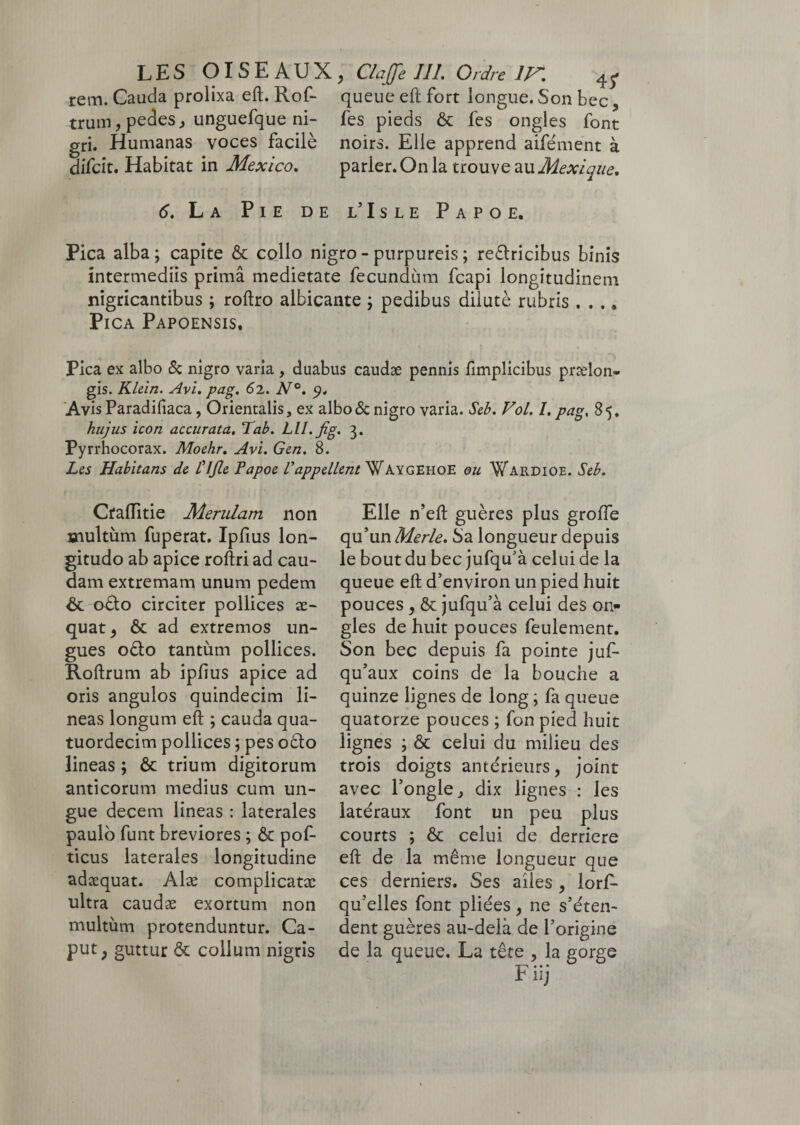 LES OISEAUX, ClaJfelIL Ordre îr. rem. Cauda prolixa eft. Rof- queue eft fort longue. Son bec, trum, pedes j unguefque ni- fes pieds & fes ongles font gri. Humanas voces facilè noirs. Elle apprend aifément à difcit. Habitat in Mexico. parler. On la trouve au Mexique, 6. La Pie de l’Isle Papoe. Pica alba; capite & collo nigro - purpureis ; reêtricibus binis intermediis primâ medietate fecundum fcapi longitudinem nigricantibus ; roftro albicante ; pedibus dilute rubris . . .. Pica Papoensis. Pica ex albo & nigro varia , duabus caudse pennis fimplicibus praelon¬ gis. Klein. Avi. pag. 62. N°. 9. Avis Paradifiaca, Orientalis, ex albo & nigro varia. Seb. Vol. I. pag, 85. hujus icon accurata. Tab. Lll.Jig. 3. Pyrrhocorax. Moehr. Avi. Gen. 8. Les Habitans de Plfle Papoe Vappellent Waygehoe ou Wardioe. Seb. CrafTitie Merulam non multum fuperat. Ipfius lon¬ gitudo ab apice roftri ad cau¬ dam extremam unum pedem & odto circiter pollices ae¬ quat, & ad extremos un¬ gues o£to tantum pollices. Roftrum ab ipfius apice ad oris angulos quindecim li¬ neas longum eft ; cauda qua- tuordecim pollices ; pes otto lineas ; 6c trium digitorum anticorum medius cum un¬ gue decem lineas : laterales paulo funt breviores ; & pof- ticus laterales longitudine adæquat. Alæ complicatae ultra caudæ exortum non multum protenduntur. Ca¬ put , guttur & collum nigris Elle n’eft guères plus groffe qu’un Merle. Sa longueur depuis le bout du bec jufqu’à celui de la queue eft d’environ un pied huit pouces, & jufqu’à celui des on¬ gles de huit pouces feulement. Son bec depuis fa pointe juf- qu’aux coins de la bouche a quinze lignes de long ; fa queue quatorze pouces ; fon pied huit lignes ; & celui du milieu des trois doigts antérieurs, joint avec l’ongle, dix lignes : les latéraux font un peu plus courts ; & celui de derrière eft de la même longueur que ces derniers. Ses ailes , lors¬ qu’elles font pliées, ne s’éten¬ dent guères au-delà de l’origine de la queue. La tête , la gorge F* • • UJ