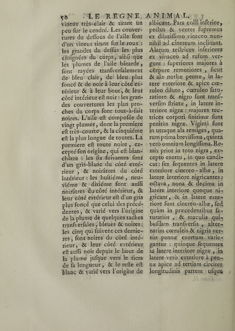 *6 LE REGNE vineux très-clair ôt tirant un peu fur le cendré. Les couver¬ tures du defious de l’aile font d’un vineux tirant fur le roux : les grandes du defius les plus éloignées du: corps, aihfi que les plumes de l’aîle bâtarde, font rayées tranfverfalement de bleu clair, de bleu plus foncé ôt de noir à leur côté ex¬ térieur ôt à leur bout, ôt leur côté intérieur eft noir : les gran¬ des couvertures les plus pro¬ ches du corps font tout-à-fait noires. L’aile eft compofée de vingt plumes, dont la première eft très-courte, & la cinquième eft la plus longue de toutes. La première eft toute noire , ex¬ cepté fon origine, qui eft blan¬ châtre : les fix fuivantes font d’un gris-blanc du côté exté¬ rieur , & noirâtres du côté intérieur : les huitième, neu¬ vième ôt dixiéme font aufll noirâtres du côté intérieur, ôt leur côté extérieur eft d’un gris plus foncé que celui des précé¬ dentes, ôt varié vers l’origine de la plume de quelques taches tranfverfales, bleues Ôt noires : les cinq qui fuivent ces dernie- ies, font noires du côté inté¬ rieur, ôt leur côté extérieur eft aufti noir depuis le bout de la plume jufque vers le tiers de fa longueur, ôt le refte eft blanc ôt varié vers l’origine de A N IM A L. p albicant. Pars colli inferior* pectus ôt venter fupremus ex dilutiffimo vinaceo non¬ nihil ad cinereum inclinant. Alarum te&rices inferiores ex vinaceo ad rufum ver¬ gunt : fuperiores majores à corpore remotiores , ficut ôt aiæ nothæ pennæ, in la¬ tere exteriore ôt apice coe¬ ruleo diluto, coeruleo fatu- ratiore Ôt nigro funt tranf- verfim ftriatæ , in latere in¬ teriore nigræ : majores tec¬ trices corpori finitimas funt penitus nigræ. Viginti funt in utraque ala remiges, qua¬ rum prima breviffima, quinta vero omnium longifiima. Re- mix prior in toto nigra, ex¬ cepto exortu, in quo candi¬ cat : fex fequentes in latere exteriore cinereo - albæ , in latere interiore nigricantes ; odtava, nona ôt decima in latere interiore quoque ni¬ gricant, ôt in latere exte¬ riore funt cinereo-albæ, fed quàm in præcedentibus fa- turatiùs , ôt maculis qui- bufdam tranfverfis , alter-* natim coeruleis Ôt nigris ver¬ sus pennæ exortum varie¬ gantur : quinque fequentes in latere interiore nigræ , in latere vero exteriore à pen¬ næ apice ad tertiam circiter longitudinis partem ufquç