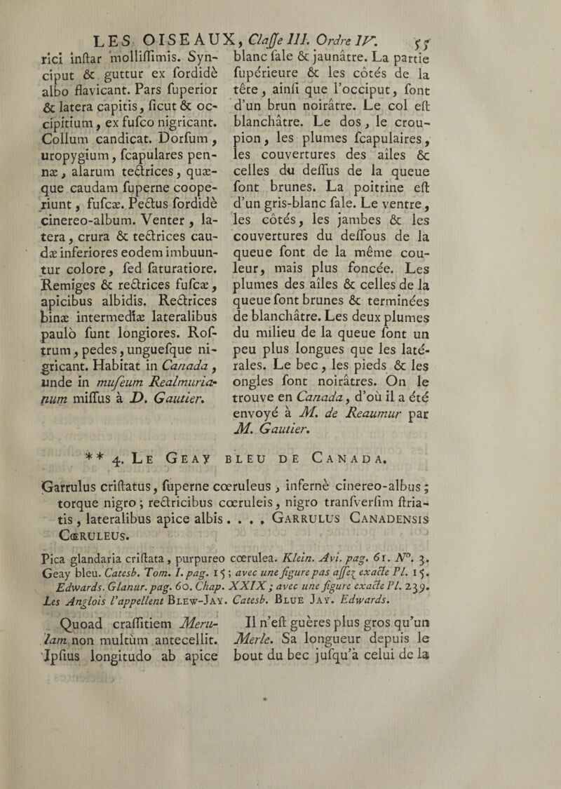 rici inftar molliffimis. Syn- ciput ôc guttur ex fordidè albo fîavicant. Pars fuperior ôc latera capitis, ficut ôc oc- cipitium, ex fufco nigricant. Collum candicat. Dorfum, uropygium, fcapulares pen- næ , alarum teârices, quæ- que caudam fuperne coope¬ riunt , fufcæ. Peêlus fordidè cinereo-album. Venter , la¬ tera , crura ôc teêtrices eau- dæ inferiores eodem imbuun¬ tur colore, fed faturatiore. Remiges ôc re&rices fufcæ, apicibus albidis. Re&rices binæ intermedlæ lateralibus paulo funt longiores. Rof- trum, pedes, unguefque ni¬ gricant. Habitat in Canada, un de in mufeum Real mûri, a■ num miffus à D, Gautier. blanc fale ôc jaunâtre. La partie fupérieure ôc les côtés de la tête, ainfi que l’occiput, font d’un brun noirâtre. Le col eft blanchâtre. Le dos, le crou¬ pion , les plumes feapuiaires, les couvertures des ailes ôc celles du delfus de la queue font brunes. La poitrine eft d’un gris-blanc fale. Le ventre, les côtés, les jambes ôc les couvertures du delfous de la queue font de la même cou¬ leur, mais plus foncée. Les plumes des ailes ôc celles de la queue font brunes ôc terminées de blanchâtre. Les deux plumes du milieu de la queue font un peu plus longues que les laté¬ rales. Le bec, les pieds ôc les ongles font noirâtres. On le trouve en Canada, d’où il a été envoyé à M. de Reaumur par M. Gautier. **4. Le Geay bleu de Canada. Garrulus criftatus, fuperne coeruleus , infernè cinereo-albus ; torque nigro; reêlricibus coeruleis, nigro tranfverfim ftria- tis, lateralibus apice albis. . . , Garrulus Canadensis Geruleus. Pica glandaria criftata, purpureo coerulea. Klein. Avi. pag. 6r. N°. 3. Geay bleu. Catesb. Tom. I. pag. 15 ; avec une figure pas afie^ exacte VL 15. Edwards. Glanur. pag. 60. Chap. XXIX ; avec une figure exacte VL 23*}. Les Anglois l'appellent Blew-Jay. Catesb. Blue Jay. Edwards. I Xi M 2 *r ' t • , v < ' ' Quoad crafiitiem Meru- Il n’eft guères plus gros qu’un lam non multùm antecellit. Merle. Sa longueur depuis le Ipfius longitudo ab apice bout du bec jufqu’à celui de la