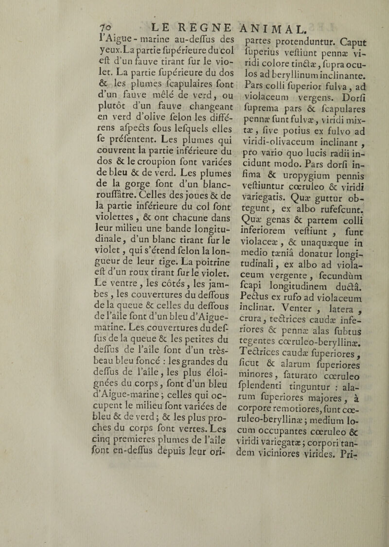 1*Aigue - marine au-deffus des yeux.La partie fupérieure du col cfl d’un fauve tirant fur le vio¬ let. La partie fupérieure du dos & les plumes fcapulaires font d’un fauve mêlé de verd, ou plutôt d’un fauve changeant en verd d’olive félon les diffé- rens afpecls fous lefquels elles fe préfentent. Les plumes qui couvrent la partie inférieure du dos & le croupion font variées de bleu & de verd. Les plumes de la gorge font d’un blanc- roulfâtre. Celles des joues & de la partie inférieure du col font violettes , & ont chacune dans leur milieu une bande longitu¬ dinale , d’un blanc tirant furie violet, qui s’étend félon la lon¬ gueur de leur tige. La poitrine eft d’un roux tirant furie violet. Le ventre, les côtés, les jam¬ bes , les couvertures du deffous delà queue & celles du delfous de l’aîle font d’un bleu d’Aigue- marine. Les couvertures dudef- fus de la queue & les petites du deffus de l’aîle font d’un très- beau bleu foncé : les grandes du deffus de l’aîle, les plus éloi¬ gnées du corps, font d’un bleu d’Aigue-marine ; celles qui oc¬ cupent le milieu font variées de bleu & de verd ; & les plus pro¬ ches du corps font vertes. Les cinq premières plumes de l’aîle font en “deffus depuis leur ori- partes protenduntur. Caput fuperius vefliunt pennæ vi¬ ridi colore tinêlæ, fupra ocu¬ los ad beryllinum inclinante. Pars colli fuperior fulva, ad violaceum vergens. Dorfi fuprenia pars & fcapulares pennæ funt fulvæ, viridi mix- tæ, five potius ex fulvo ad viridi-olivaceum inclinant , pro vario quo lucis radii in¬ cidunt modo. Pars dorfi in¬ fima & uropygium pennis vefliuntur coeruleo & viridi variegatis. Quæ guttur ob- tegunt, ex albo rufefcunt. Quæ genas & partem colli inferiorem vefliunt , funt violaceæ , & unaquæque in medio tæniâ donatur longi¬ tudinali , ex albo ad viola¬ ceum vergente, fecundum fcapi longitudinem dudta. Pedius ex rufo ad violaceum inclinat. Venter , latera , crura, tedrices caudæ infe¬ riores & pennæ alas fubtus tegentes cœruleo-beryllinæ. Tedrices caudæ fuperiores 5 ficut & alarum fuperiores minores, faturato coeruleo fplendenti tinguntur : ala¬ rum fuperiores majores, à corpore remotiores,funt cœ- ruleo-beryllinæ ; medium lo¬ cum occupantes coeruleo ôc viridi variegatæ ; corpori tan¬ dem viciniores virides. Pri-