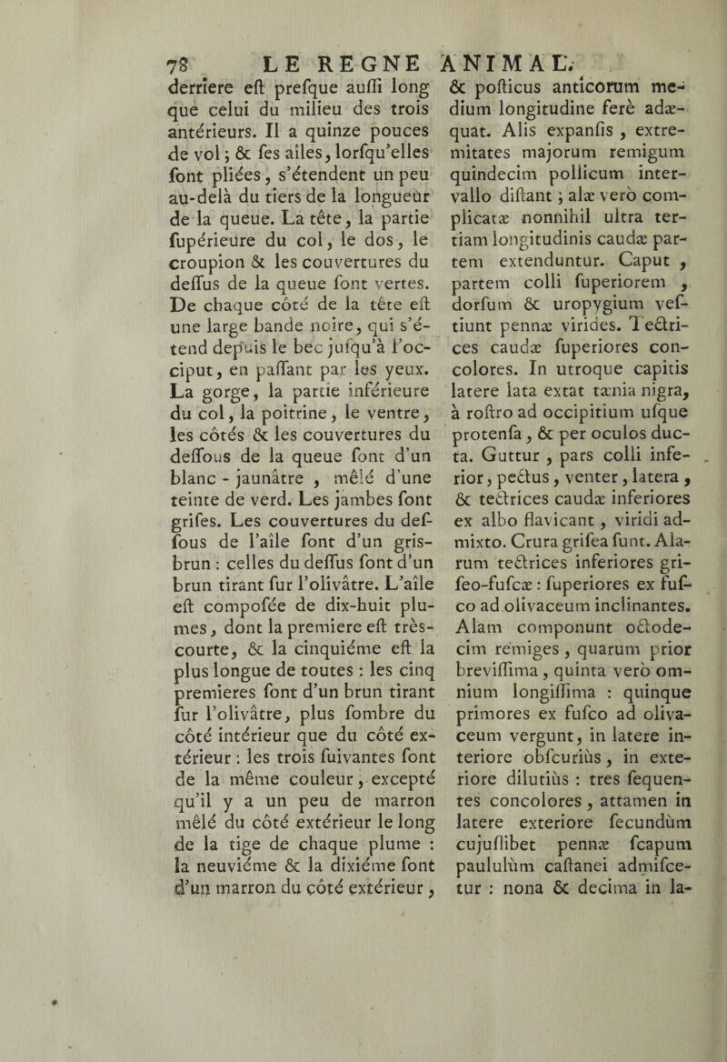 derrière eft prefque aufli long que celui du milieu des trois antérieurs. Il a quinze pouces de vol ; & Tes ailes, lorfqu’elles font pliées, s’étendent un peu au-delà du tiers de la longueur de la queue. La tête, la partie fupérieure du col, le dos, le croupion & les couvertures du deflus de la queue font vertes. De chaque coté de la tête eft une large bande noire, qui s’é¬ tend depuis le bec julqu’à l’oc¬ ciput, en paffant par les yeux. La gorge, la partie inférieure du col, la poitrine, le ventre, les côtés & les couvertures du délions de la queue font d’un blanc - jaunâtre , mêlé d'une teinte de verd. Les jambes font grifes. Les couvertures du def¬ fous de l’aile font d’un gris- brun : celles du deflus font d’un brun tirant fur l’olivâtre. L’aile eft compofée de dix-huit plu¬ mes , dont la première eft très- courte, & la cinquième eft la plus longue de toutes : les cinq premières font d’un brun tirant îur l’olivâtre, plus fombre du côté intérieur que du côté ex¬ térieur : les trois fuivantes font de la même couleur, excepté qu’il y a un peu de marron mêlé du côté extérieur le long de la tige de chaque plume : îa neuvième & la dixiéme font d’un marron du côté extérieur, ôc pofticus anticorum me¬ dium longitudine ferè adæ- quat. Alis expanfis , extre¬ mitates majorum remigum quindecim pollicum inter¬ vallo diftant ; alæ verô com¬ plicatae nonnihil ultra ter¬ tiam longitudinis caudæ par¬ tem extenduntur. Caput , partem colli fuperiorem , dorfum & uropygium vef- tiunt pennæ virides. 1 edri- ces caudæ fuperiores con¬ colores. In utroque capitis latere lata extat tænia nigra, à roftro ad occipitium ufque protenfa, & per oculos duc¬ ta. Guttur , pars colli infe¬ rior , pedtus, venter, latera , & tedrices caudæ inferiores ex albo flavicant, viridi ad¬ mixto. Crura grifea funt. Ala¬ rum tedrices inferiores gri- feo-fufcæ : fuperiores ex fuf- co ad olivaceum inclinantes. Alam componunt odode- cim remiges , quarum prior breviftima, quinta vero om¬ nium longilTima : quinque primores ex fufco ad oliva¬ ceum vergunt, in latere in¬ teriore obfcuriiis, in exte¬ riore dilutius : tres fequen- tes concolores , attamen in latere exteriore fecundum cujuflibet pennæ fcapum paululum caftanei admifce- tur : nona 6c decima in la-