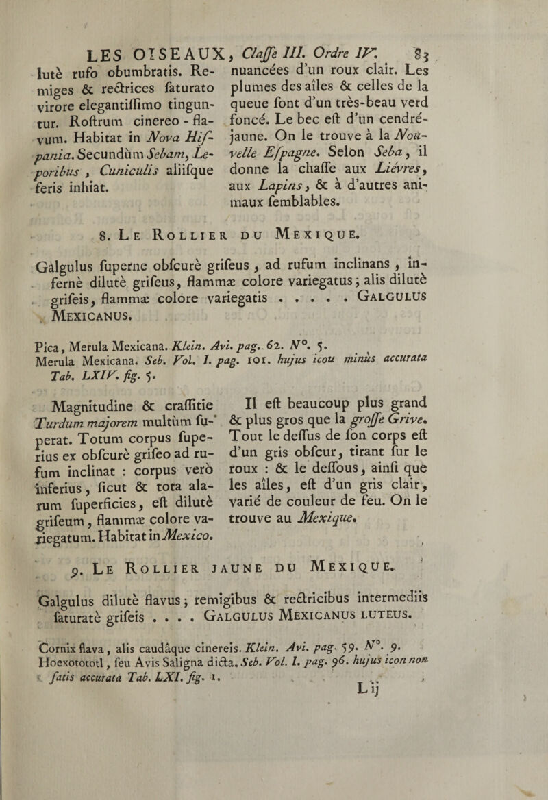 lutè rufo obumbratis. Re- nuancées d’un roux clair. Les miges ôt re&rices faturato plumes des ailes ôc celles de la virore elegantiflimo tingun- queue font d’un très-beau verd tur. Roftrum cinereo - fla- foncé. Le bec eft d’un cendré- vum. Habitat in Nova Hif- jaune. On le trouve à la Non- pania. Secundùm Sebam, Le- velle E[pagne. Selon Seba, il poribus , Cuniculis aliifque donne la chaffe aux Lièvres, feris inhiat. aux Lapins, ôc à d’autres ani¬ maux femblables. 8. Le Rollier du Mexique. Galgulus fuperne obfcurè grifeus , ad rufum inclinans , in- fernè dilutè grifeus, flammæ colore variegatus; alis dilutè grifeis, flammæ colore variegatis.Galgulus Mexicanus. Pica, Merula Mexicana. Klein. Avi. pag. 62. N°. 5. Merula Mexicana. Seb. Foi. J. pag. roi. hujus icou miniis accurata Tab. LXIF. fig. 5. Magnitudine ôc craflitie Turdum majorem multiim fu- perat. Totum corpus fupe- rius ex obfcurè grifeo ad ru¬ fum inclinat : corpus vero inferius, flcut ôc tota ala¬ rum fuperficies, eft dilutè grifeum , flammæ colore va¬ riegatum. Habitat in Mexico. Il eft beaucoup plus grand ôc plus gros que la groffe Grive• Tout ledeflus de fon corps eft d’un gris obfcur, tirant fur le roux : ôc le deffous, ainfi que les ailes, eft d’un gris clair, varié de couleur de feu. On le trouve au Mexique. p. Le Rollier jaune du Mexique. Galgulus dilutè flavus ; remigibus ôc re&ricibus intermediis faturatè grifeis .... Galgulus Mexicanus luteus. Cornix flava, alis caudâque cinereis. Klein. Avi. pag. 59. N°. 9. Hoexotototl, feu Avis Saligna di&a.ieÆ. Fol. I. pag. 96. hujus icon non 4 fatis accurata Tab. LXI. fig. 1. „ . Li;