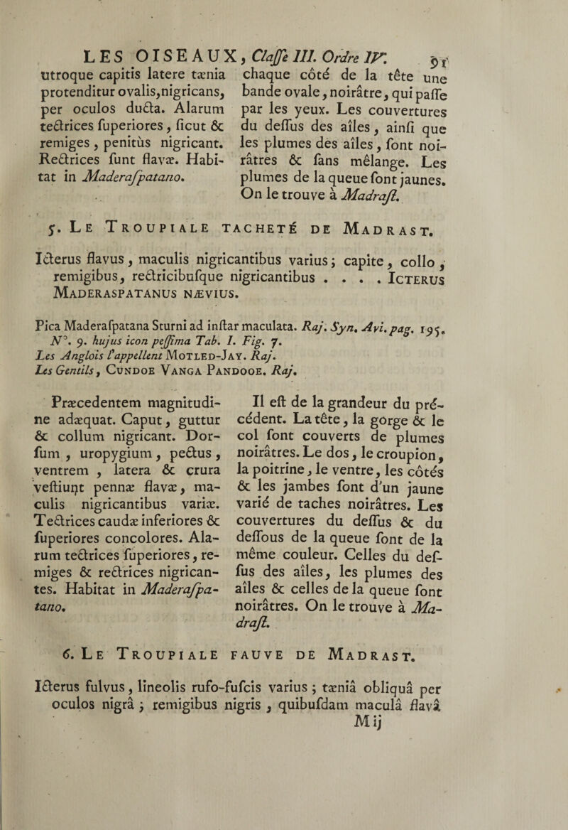 utroque capitis latere tænia protenditur ovalis,nigricans* per oculos duda. Alarum tedrices fuperiores* ficut ôc remiges* penitus nigricant. Redrices funt flavæ. Habi¬ tat in 3iaderafpata.no. t „ y. Le Troupiale i chaque côté de la tête une bande ovale* noirâtre* quipafle par les yeux. Les couvertures du deflus des ailes* ainfi que les plumes des ailes , font noi¬ râtres ôc fans mélange. Les plumes de la queue font jaunes. On le trouve à Madrafl. .cheté de Madras t. Iderus flavus * maculis nigricantibus varius ; capite * collo * remigibus* redricibufque nigricantibus .... Icterus Maderaspatanus NÆVIUS. Pica Maderafpatana Sturni ad inflar maculata. Raj. Syn. Avi.pag. 1^5. N°. 9. hujus icon pcffma Tab. 1. Fig. 7. Les Anglois £'appellent Motled-Jay. Raj. Les Gentils, Cundoe Vanga Pandooe. Raj. Praecedentem magnitudi¬ ne adæquat. Caput * guttur Ôc collum nigricant. Dor- fum , uropygium * pedus , ventrem * latera ôc crura veftiuqt pennæ flavæ* ma¬ culis nigricantibus variæ. Tedrices caudæ inferiores ôc fuperiores concolores. Ala¬ rum tedrices fuperiores * re¬ miges ôc redrices nigrican¬ tes. Habitat in Maderafpa- tano. Il eft de la grandeur du pré¬ cédent. La tête, la gorge ôc le col font couverts de plumes noirâtres. Le dos * le croupion , la poitrine, le ventre* les côtés ôc les jambes font d'un jaune varié de taches noirâtres. Les couvertures du deflus ôc du deffous de la queue font de la même couleur. Celles du def- fus des ailes* les plumes des ailes ôc celles de la queue font noirâtres. On le trouve à Ma- drafl. 6. Le Troupiale fauve de Madrast. Iderus fulvus, lineolis rufo-fufeis varius ; tæniâ obliquâ per oculos nigrâ ÿ remigibus nigris * quibufdam maculâ flavâ Mij